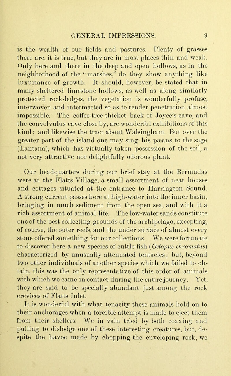 is the wealth of our fields and pastures. Plenty of grasses there are, it is true, but they are in most places thin and weak. Only here and there in the deep and open hollows, as in the neighborhood of the “ marshes,” do they show anything like luxuriance of growth. It should, however, be stated that in many sheltered limestone hollows, as well as along similarly protected rock-ledges, the vegetation is wonderfully profuse, interwoven and intermatted so as to render penetration almost impossible. The coffee-tree thicket back of Joyce’s cave, and the convolvulus cave close by, are wonderful exhibitions of this kind; and likewise the tract about Walsingham. But over the greater part of the island one may sing his paeans to the sage (Lantana), which has virtually taken possession of the soil, a not very attractive nor delightfully odorous plant. Our headquarters during our brief stay at the Bermudas were at the Flatts Village, a small assortment of neat houses and cottages situated at the entrance to Harrington Sound. A strong current passes here at high-water into the inner basin, bringing in much sediment from the open sea, and with it a rich assortment of animal life. The low-water sands constitute one of the best collecting grounds of the archipelago, excepting, of course, the outer reefs, and the under surface of almost every stone offered something for our collections. We were fortunate to discover here a new species of cuttle-fish (Octopus chromatus) characterized by unusually attenuated tentacles; but, beyond two other individuals of another species which we failed to ob- tain, this was the only representative of this order of animals with which we came in contact during the entire journey. Yet, they are said to be specially abundant just among the rock crevices of Flatts Inlet. It is wonderful with what tenacity these animals hold on to their anchorages when a forcible attempt is made to eject them from their shelters. We in vain tried by both coaxing and pulling to dislodge one of these interesting creatures, but, de- spite the havoc made by chopping the enveloping rock, we