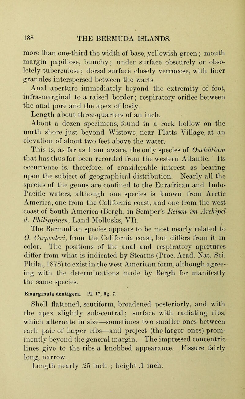 more than one-third the width of base, yellowish-green ; mouth margin papillose, bunchy; under surface obscurely or obso- letely tuberculose; dorsal surface closely verrucose, with finer granules interspersed between the warts. Anal aperture immediately beyond the extremity of foot, infra-marginal to a raised border; respiratory orifice between the anal pore and the apex of body. Length about three-quarters of an inch. About a dozen specimens, found in a rock hollow on the north shore just beyond Wistowe. near Flatts Village, at an elevation of about two feet above the water. This is, as far as I am aware, the only species of Oncliidium that has thus far been recorded from the western Atlantic. Its occurrence is, therefore, of considerable interest as bearing upon the subject of geographical distribution. Nearly all the species of the genus are confined to the Eurafrican and Indo- Pacific waters, although one species is known from Arctic America, one from the California coast, and one.from the west coast of South America (Bergli, in Semper’s Rcisen im Archipcl d. Philippinen, Land Mollusks, VI). The Bermudian species appears to be most nearly related to 0. Carpentcri, from the California coast, but differs from it in color. The positions of the anal and respiratory apertures differ from what is indicated by Stearns (Proc. Acad. Nat. Sci. Phila., 1878) to exist in the west American form, although agree- ing with the determinations made by Bergh for manifestly the same species. Emarginula dentigera. PI. 17, fig. 7. Shell flattened, scutiform, broadened posteriorly, and with the apex slightly sub-central; surface with radiating ribs, which alternate in size—sometimes two smaller ones between each pair of larger ribs—and project (the larger ones) prom- inently beyond the general margin. The impressed concentric lines give to the ribs a knobbed appearance. Fissure fairly long, narrow. Length nearly .25 inch.; height ,1 inch.