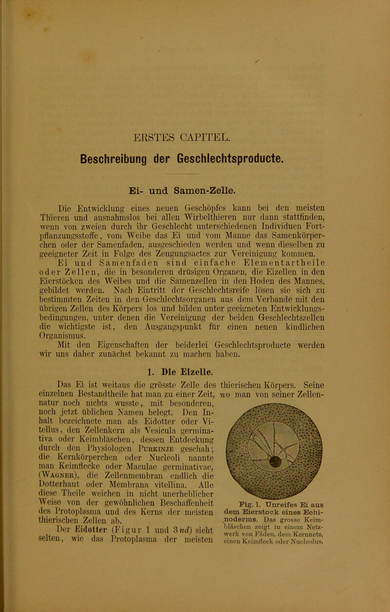 Beschreibung der Geschlechtsproducte. Ei- und Samen-Zelle. Die Entwicklung eines neuen Geschöpfes kann bei den meisten Th'ieren und ausnahmslos hei allen Wirbelthieren nur dann stattfinden, wenn von zweien durch ihr Geschlecht unterschiedenen Individuen Fort- pflanzungsstoffe, vom Weibe das Ei und vom Manne das Samenkörper- chen oder der Samenfaden, ausgeschieden werden und wenn dieselben zu geeigneter Zeit in Folge des Zeugungsactes zur Vereinigung kommen. Ei und Samenfaden sind einfache Elementartheile oder Zellen, die in besonderen drüsigen Organen, die Eizellen in den Eierstöcken des Weibes und die Samenzellen in den Hoden des Mannes, gebildet werden. Nach Eintritt der Geschlechtsreife lösen sie sich zu bestimmten Zeiten in den Geschlechtsorganen aus dem Verbände mit den übrigen Zellen des Körpers los und bilden unter geeigneten Entwicklungs- bedingungen, unter denen die Vereinigung der beiden Geschlechtszellen die wichtigste ist, den Ausgangspunkt für einen neuen kindlichen Organismus. Mit den Eigenschaften der beiderlei Geschlechtsproducte werden wir uns daher zunächst bekannt zu machen haben. 1. Die Eizelle. Das Ei ist weitaus die grösste Zelle des thierischen Körpers. Seine einzelnen Bestandteile hat man zu einer Zeit, wo man von seiner Zellen- natur noch nichts wusste, mit besonderen, noch jetzt üblichen Namen belegt. Den In- halt bezeichnete man als Eidotter oder Vi- tellus, den Zellenkern als Vesicula germina- tiva oder Keimbläschen, dessen Entdeckung durch den Physiologen Purkinje geschah; die Kernkörperchen oder Nucleoli nannte man Keimflecke oder Maculae germinativae, (Wagner), die Zellenmembran endlich die Dotterhaut oder Membrana vitellina. Alle diese Theile weichen in nicht unerheblicher Weise von der gewöhnlichen Beschaffenheit des Protoplasma und des Kerns der meisten thierischen Zellen ab. Der Eidotter (Figur 1 und 3nd) sieht selten, wie das Protoplasma der meisten Eig. 1. Unreifes Ei aus dem Eierstock eines Echi- noderms. Das grosse Keim- bläschen zeigt in einem Netz- werk von Fäden, dem Kernnetz, einen Keimfleck oder Nueleolus.