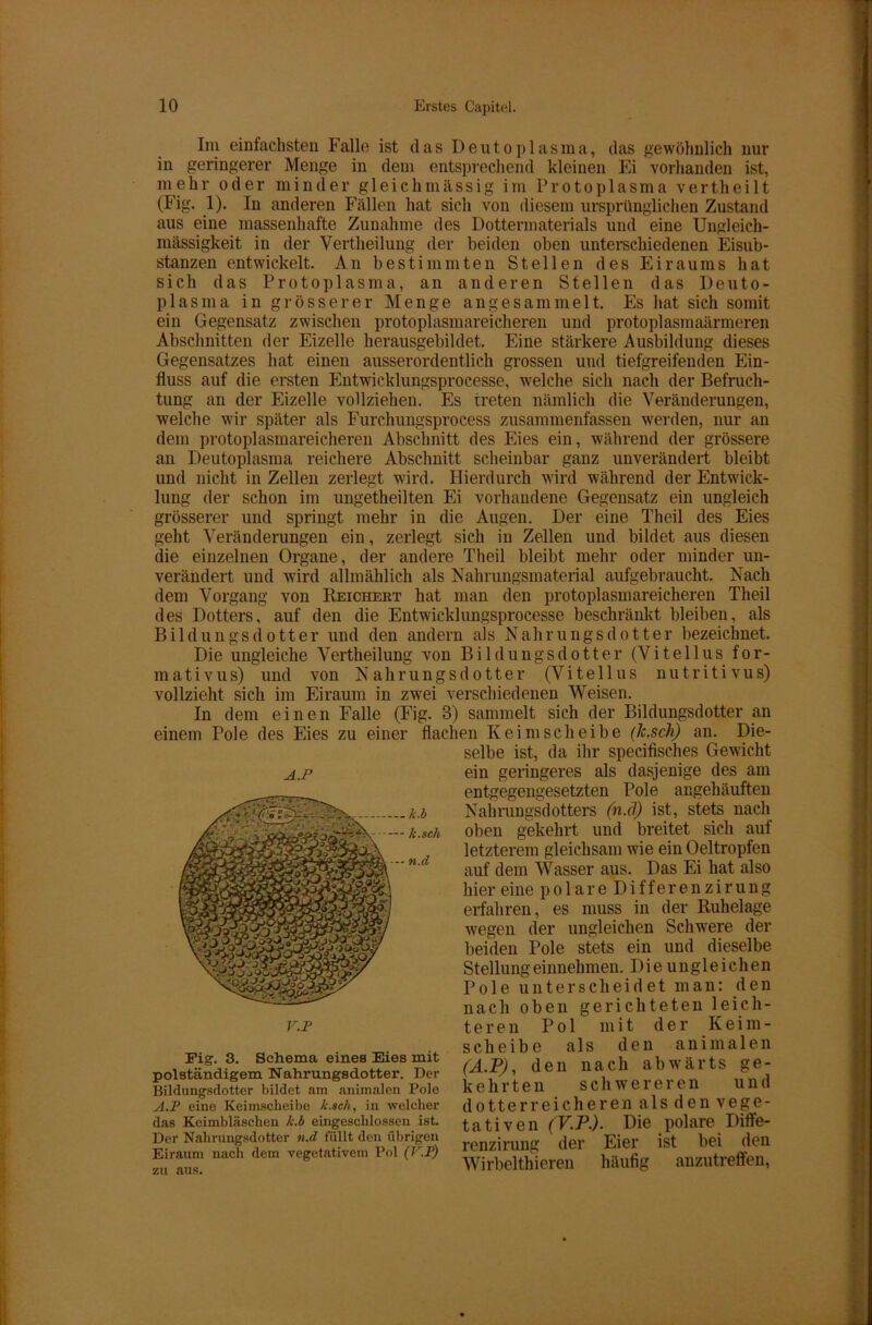 Im einfachsten Falle ist das Deutoplasma, das gewöhnlich nur in geringerer Menge in dem entsprechend kleinen Ei vorhanden ist, mehr oder minder gleich massig im Protoplasma verth eilt (Fig. 1). In anderen Fällen hat sich von diesem ursprünglichen Zustand aus eine massenhafte Zunahme des Dottermaterials und eine Ungleich- mässigkeit in der Vertheilung der beiden oben unterschiedenen Eisub- stanzen entwickelt. An bestimmten Stellen des Eiraums hat sich das Protoplasma, an anderen Stellen das Deuto- plasma in grösserer Menge angesammelt. Es hat sich somit ein Gegensatz zwischen protoplasmareicheren und protoplasmaärmeren Abschnitten der Eizelle herausgebildet. Eine stärkere Ausbildung dieses Gegensatzes hat einen ausserordentlich grossen und tiefgreifenden Ein- fluss auf die ersten Entwicklungsprocesse, welche sich nach der Befruch- tung an der Eizelle vollziehen. Es treten nämlich die Veränderungen, welche wir später als Furchungsproeess zusammenfassen werden, nur an dem protoplasmareicheren Abschnitt des Eies ein, während der grössere an Deutoplasma reichere Abschnitt scheinbar ganz unverändert bleibt und nicht in Zellen zerlegt wird. Hierdurch wird während der Entwick- lung der schon im ungeteilten Ei vorhandene Gegensatz ein ungleich grösserer und springt mehr in die Augen. Der eine Theil des Eies geht Veränderungen ein, zerlegt sich in Zellen und bildet aus diesen die einzelnen Organe, der andere Theil bleibt mehr oder minder un- verändert und wird allmählich als Nahrungsmaterial aufgebraucht. Nach dem Vorgang von Reichert hat man den protoplasmareicheren Theil des Dotters, auf den die Entwicklungsprocesse beschränkt bleiben, als Bildungsdotter und den andern als Nahrungsdotter bezeichnet. Die ungleiche Vertheilung von Bildungsdotter (Vitellus for- ma tivus) und von Nahrungsdotter (Vitellus nutritivus) vollzieht sich im Eiraum in zwei verschiedenen Weisen. In dem einen Falle (Fig. 3) sammelt sich der Bildungsdotter an einem Pole des Eies zu einer flachen Keim scheibe (Jc.sch) an. Die- selbe ist, da ihr specifisches Gewicht ein geringeres als dasjenige des am entgegengesetzten Pole angehäuften Nahrungsdotters (n.cl) ist, stets nach oben gekehrt und breitet sich auf letzterem gleichsam wie ein Oeltropfen auf dem Wasser aus. Das Ei hat also hier eine polare Differenzirung erfahren, es muss in der Ruhelage wegen der ungleichen Schwere der beiden Pole stets ein und dieselbe Stellung einnehmen. Die ungleichen Pole unterscheidet man: den nach oben gerichteten leich- teren Pol mit der Keim- scheibe als den animalen (A.P), den nach abwärts ge- kehrten schwereren und dotterreicheren als den vege- tativen (V.P.). Die polare Diffe- renzirung der Eier ist bei den Wirbelthieren häufig anzutreffen, A.P Fig. 3. Schema eines Eies mit polständigem NTahrungsdotter. Der Bildungsdotter bildet am animalen Pole A.P eine Keimscheibe /(.sch, in welcher das Keimbläschen k.b eingeschlossen ist. Der Nahrungsdotter n.d füllt den übrigen Eiraum nach dem vegetativem Pol (V.T) zu aus.