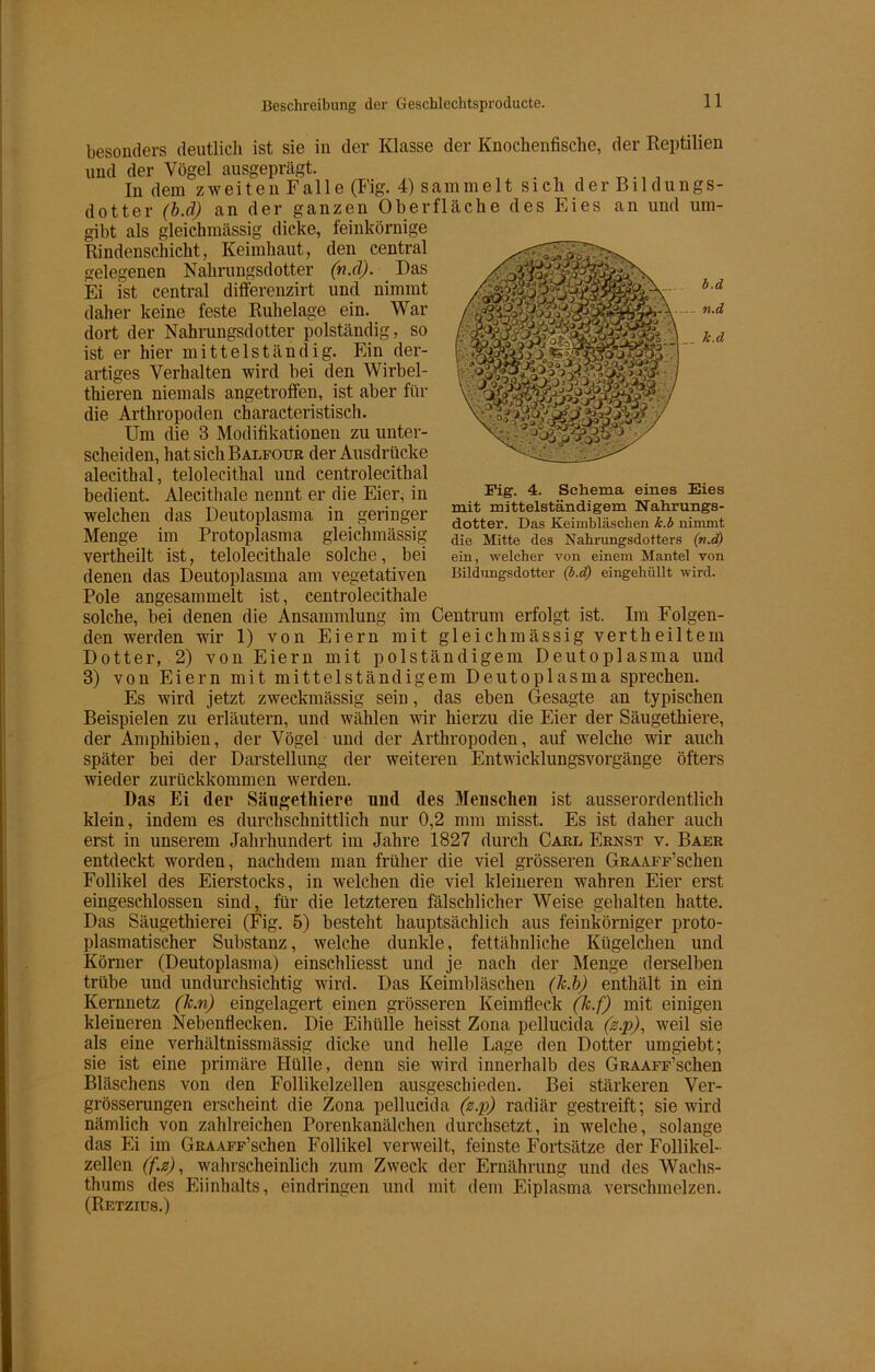 besonders deutlich ist sie in der Klasse der Knochenfische, der Reptilien und der Vögel ausgeprägt. In dem zweiten Falle (Fig. 4) sammelt sich der Bildungs- dotter (b.ä) an der ganzen Oberfläche des Eies an und um- gibt als gleichmässig dicke, feinkörnige Rindenschicht, Keimhaut, den central gelegenen Nahrungsdotter (n.d). Das Ei ist central differenzirt und nimmt daher keine feste Ruhelage ein. War dort der Nahrungsdotter polständig, so ist er hier mittelständig. Ein der- artiges Verhalten wird bei den Wirbel- thieren niemals angetroffen, ist aber für die Arthropoden characteristisch. Um die 3 Modifikationen zu unter- scheiden, hat sich Balfour der Ausdrücke alecithal, telolecithal und centrolecithal bedient. Alecithale nennt er die Eier, in welchen das Deutoplasma in geringer Menge im Protoplasma gleichmässig vertheilt ist, telolecithale solche, bei denen das Deutoplasma am vegetativen Pole angesammelt ist, centrolecithale solche, bei denen die Ansammlung im Centrum erfolgt ist. Im Folgen- den werden wir 1) von Eiern mit gleichmässig vertheiltein Dotter, 2) von Eiern mit polständigem Deutoplasma und 3) von Eiern mit mittelständigem Deutoplasma sprechen. Es wird jetzt zweckmässig sein, das eben Gesagte an typischen Beispielen zu erläutern, und wählen wir hierzu die Eier der Säugethiere, der Amphibien, der Vögel und der Arthropoden, auf welche wir auch später bei der Darstellung der weiteren Entwicklungsvorgänge öfters wieder zurückkommen werden. Das Ei der Säugethiere und des Meusclien ist ausserordentlich klein, indem es durchschnittlich nur 0,2 mm misst. Es ist daher auch erst in unserem Jahrhundert im Jahre 1827 durch Carl Ernst v. Baer entdeckt worden, nachdem man früher die viel grösseren GRAAFF’schen Follikel des Eierstocks, in welchen die viel kleineren wahren Eier erst eingeschlossen sind, für die letzteren fälschlicher Weise gehalten hatte. Das Säugethierei (Fig. 5) besteht hauptsächlich aus feinkörniger proto- plasmatischer Substanz, welche dunkle, fettähnliche Kügelchen und Körner (Deutoplasma) einschliesst und je nach der Menge derselben trübe und undurchsichtig wird. Das Keimbläschen (Jc.b) enthält in ein Kernnetz (k.n) eingelagert einen grösseren Keimfleck (k.f) mit einigen kleineren Nebenflecken. Die Eihülle heisst Zona pellucida (z.p), weil sie als eine verhältnissmässig dicke und helle Lage den Dotter umgiebt; sie ist eine primäre Hülle, denn sie wird innerhalb des GRAAFF’schen Bläschens von den Follikelzellen ausgescliieden. Bei stärkeren Ver- grösserungen erscheint die Zona pellucida (z.p) radiär gestreift; sie wird nämlich von zahlreichen Porenkanälchen durchsetzt, in welche, solange das Ei im GRAAFF’schen Follikel verweilt, feinste Fortsätze der Follikel- zellen (f.z), wahrscheinlich zum Zweck der Ernährung und des Wachs- thums des Eiinhalts, eindringen und mit dem Eiplasma verschmelzen. (PiETZIUS.) Fig. 4. Schema eines Eies mit mittelständigem Nahrungs- dotter. Das Keimbläschen k.b nimmt die Mitte des Nahrungsdotters (n.d) ein, welcher von einem Mantel von Bildungsdotter (b.ä') eingehüllt wird.