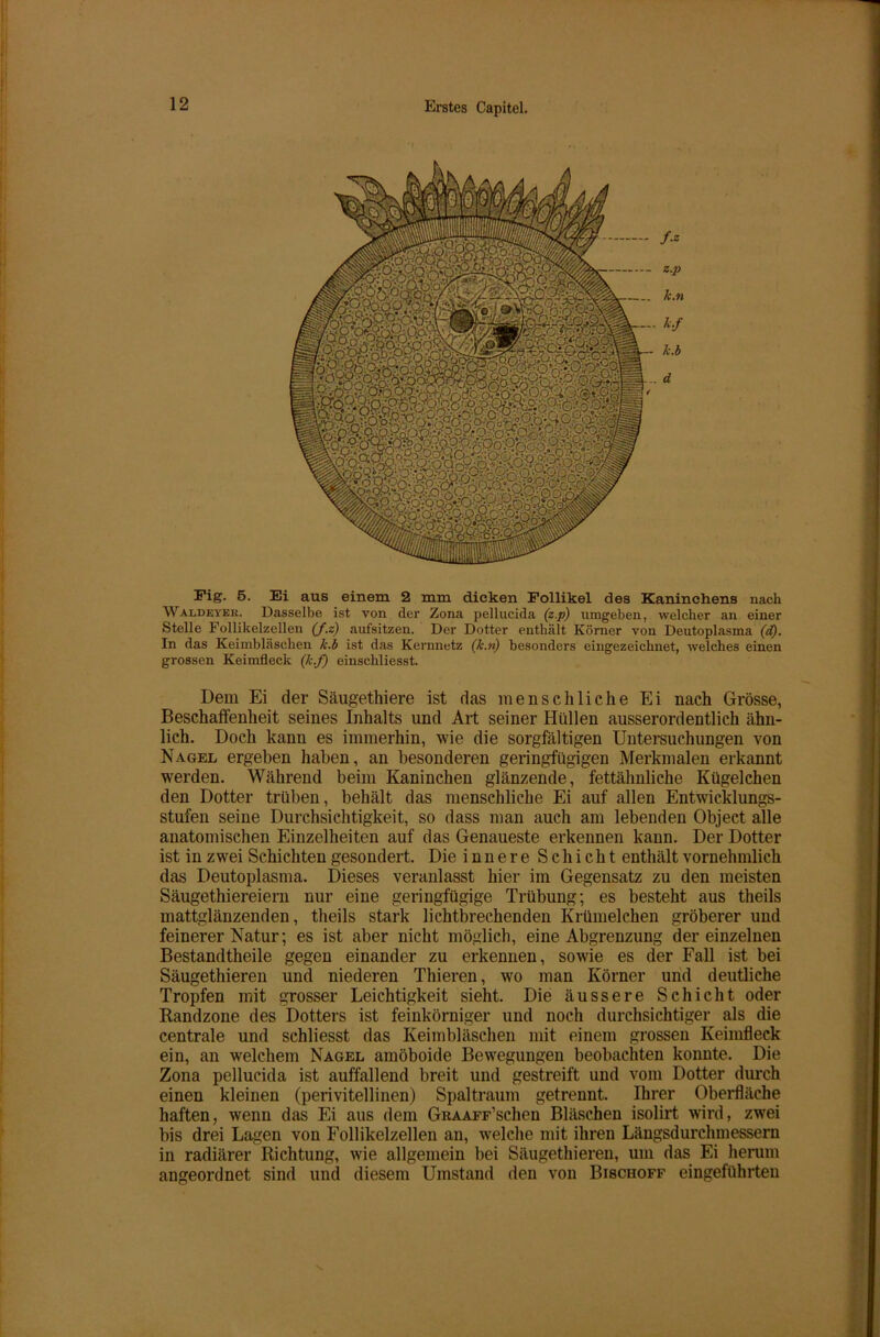 Fig. 5. Ei aus einem 2 mm dicken Follikel des Kaninchens nach Waldevek. Dasselbe ist von der Zona pellucida (z.p) umgeben, welcher an einer Stelle Follikelzellen (f.z) aufsitzen. Der Dotter enthält Körner von Deutoplasma (d). In das Keimbläschen k b ist das Kernnetz (k.n) besonders eingezeichnet, welches einen grossen Keimfleck (k.f) einschliesst. Dem Ei der Säugethiere ist das menschliche Ei nach Grösse, Beschaffenheit seines Inhalts und Art seiner Hüllen ausserordentlich ähn- lich. Doch kann es immerhin, wie die sorgfältigen Untersuchungen von Nagel ergeben haben, an besonderen geringfügigen Merkmalen erkannt werden. Während beim Kaninchen glänzende, fettähnliche Kügelchen den Dotter trüben, behält das menschliche Ei auf allen Entwicklungs- stufen seine Durchsichtigkeit, so dass man auch am lebenden Object alle anatomischen Einzelheiten auf das Genaueste erkennen kann. Der Dotter ist in zwei Schichten gesondert. Die innere Schicht enthält vornehmlich das Deutoplasma. Dieses veranlasst hier im Gegensatz zu den meisten Säugethiereiern nur eine geringfügige Trübung; es besteht aus theils mattglänzenden, theils stark lichtbrechenden Krümelchen gröberer und feinerer Natur; es ist aber nicht möglich, eine Abgrenzung der einzelnen Bestandtheile gegen einander zu erkennen, sowie es der Fall ist bei Säugethieren und niederen Thieren, wo man Körner und deutliche Tropfen mit grosser Leichtigkeit sieht. Die äussere Schicht oder Randzone des Dotters ist feinkörniger und noch durchsichtiger als die centrale und schliesst das Keimbläschen mit einem grossen Keimfleck ein, an welchem Nagel amöboide Bewegungen beobachten konnte. Die Zona pellucida ist auffallend breit und gestreift und vom Dotter durch einen kleinen (perivitellinen) Spaltraum getrennt. Ihrer Oberfläche haften, wenn das Ei aus dem GRAAFF’schen Bläschen isolirt wird, zwei bis drei Lagen von Follikelzellen an, welche mit ihren Längsdurchmessern in radiärer Richtung, wie allgemein bei Säugethieren, um das Ei herum ungeordnet sind und diesem Umstand den von Bischoff eingeführten