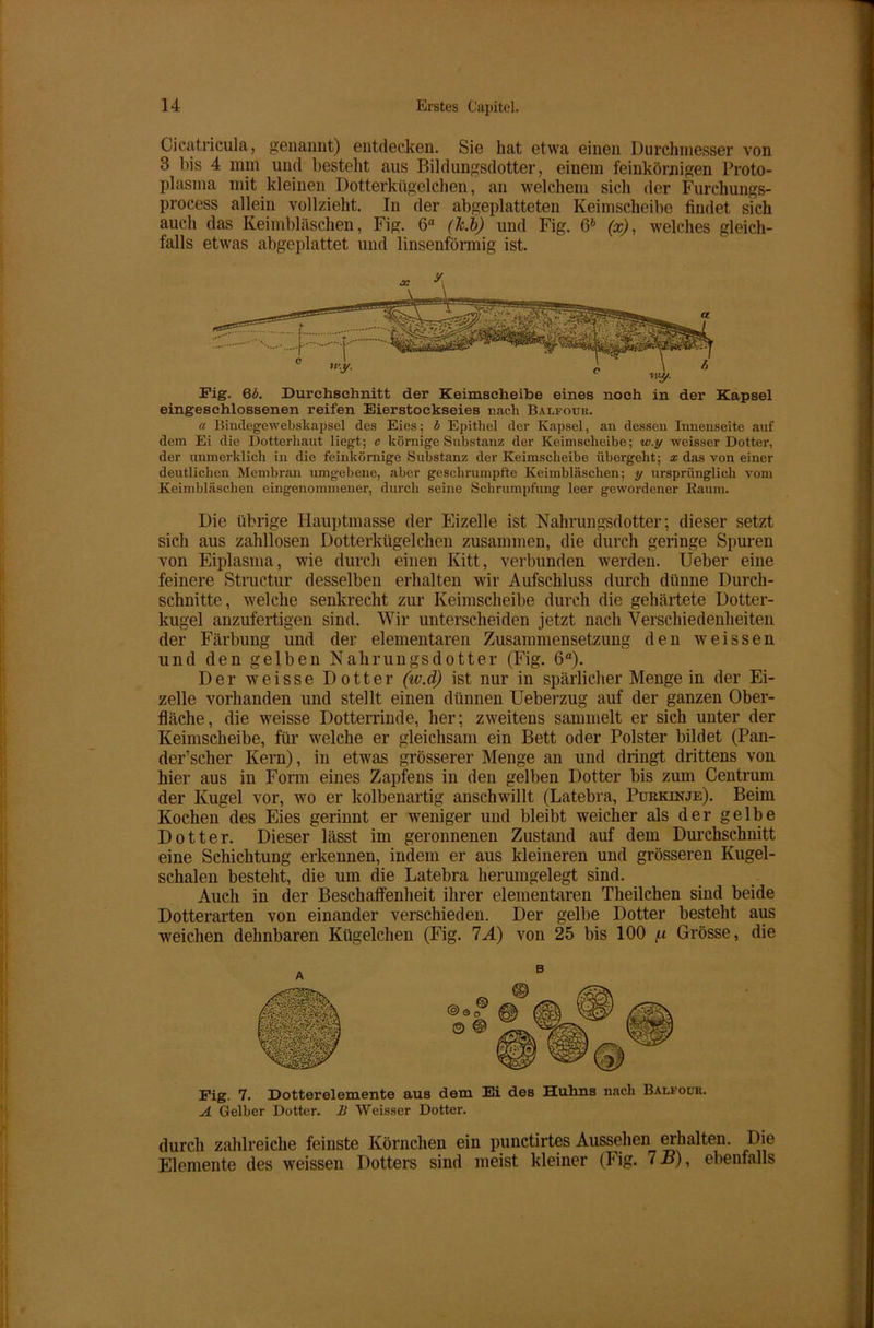 Cicatricula, genannt) entdecken. Sie hat etwa einen Durchmesser von 3 bis 4 mm und bestellt aus Bildungsdotter, einem feinkörnigen Proto- plasma mit kleinen Dotterkügelchen, an welchem sich der Furchungs- process allein vollzieht. In der abgeplatteten Keimscheibe findet sich auch das Keimbläschen, Fig. Ga (Jc.b) und Fig. 66 (x), welches gleich- falls etwas abgeplattet und linsenförmig ist. Fig. 66. Durchschnitt der Keimseheibe eines noch in der Kapsel eingesehlossenen reifen Eierstockseies nach Balfour. a Binclegewebskapsel des Eies; b Epithel der Kapsel, an dessen Innenseite auf dem Ei die Dotterhaut liegt; c körnige Substanz der Keimscheibe; w.y weisser Dotter, der unmerklich in die feinkörnige Substanz der Keimscheibe übergeht; x das von einer deutlichen Membran umgebene, aber geschrumpfte Keimbläschen; y ursprünglich vom Keimbläschen eingenommener, durch seine Schrumpfung leer gewordener Kaum. Die übrige Hauptmasse der Eizelle ist Nahrungsdotter; dieser setzt sich aus zahllosen Dotterkügelchen zusammen, die durch geringe Spuren von Eiplasma, wie durch einen Kitt, verbunden werden. Ueber eine feinere Structur desselben erhalten wir Aufschluss durch dünne Durch- schnitte, welche senkrecht zur Keimscheibe durch die gehärtete Dotter- kugel anzufertigen sind. Wir unterscheiden jetzt nach Verschiedenheiten der Färbung und der elementaren Zusammensetzung den weissen und den gelben Nahrungsdotter (Fig. 6“). Der weisse Dotter (w.d) ist nur in spärlicher Mengein der Ei- zelle vorhanden und stellt einen dünnen Ueberzug auf der ganzen Ober- fläche, die weisse Dotterrinde, her; zweitens sammelt er sich unter der Keimscheibe, für welche er gleichsam ein Bett oder Polster bildet (Pan- der’scher Kern), in etwas grösserer Menge an und dringt drittens von hier aus in Form eines Zapfens in den gelben Dotter bis zum Centrum der Kugel vor, wo er kolbenartig anschwillt (Latebra, Purkinje). Beim Kochen des Eies gerinnt er weniger und bleibt weicher als der gelbe Dotter. Dieser lässt im geronnenen Zustand auf dem Durchschnitt eine Schichtung erkennen, indem er aus kleineren und grösseren Kugel- schalen besteht, die um die Latebra herumgelegt sind. Auch in der Beschaffenheit ihrer elementaren Theilchen sind beide Dotterarten von einander verschieden. Der gelbe Dotter besteht aus weichen dehnbaren Kügelchen (Fig. 7A) von 25 bis 100 ,u Grösse, die Fig. 7. Dotterelemente aus dem Ei deß Huhns nach Balfour. A Gelber Dotter. B Weisser Dotter. durch zahlreiche feinste Körnchen ein punctirtes Aussehen erhalten. Die Elemente des weissen Dotters sind meist kleiner (Fig. 7 B), ebenfalls