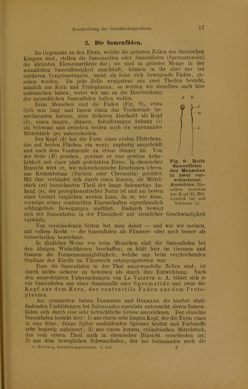 3. Die Samenfäden. Im Gegensatz zu den Eiern, welche die grössten Zellen des thierischen Körpers sind, stellen die Samenzellen oder Samenfäden (Spermatozoen) die kleinsten Elementartheile dar; sie sind in grösster Menge in der männlichen Samentiüssigkeit angehäuft, können in ihr aber nur bei stärkeren Vergrösserungen, meist als feine sich bewegende Fäden, ge- sehen werden. Da jede Zelle wenigstens aus zwei Theilen besteht, nämlich aus Kern und Protoplasma, so werden wir dieselben auch hier aufzusuchen haben, wobei wir uns an die Beschreibung der menschlichen Samenfäden halten wollen. Beim Menschen sind die Fäden (Fig. 9), etwa 0,05 mm lang und lassen einen das Vorderende be- zeichnenden kurzen, aber dickeren Abschnitt als Kopf (Je), einen langen, dünnen, fadenförmigen Anhang (s) als Schwanz und zwischen beiden noch ein sogenanntes Mittelstück (w) unterscheiden. Der Kopf (Je) hat die Form eines ovalen Plättchens, das auf beiden Flächen ein wenig napfartig ausgehöhlt und nach dem Vorderende zu etwas dünner ist. Von der Seite (B) gesehen, gewinnt er eine gewisse Aehn- lichkeit mit einer platt gedrückten Birne. In chemischer Hinsicht wird er, wie mikrochemische Reactionen lehren, aus Kernsubstanz (Nuclein oder Chromatin) gebildet. Mit ihm verbindet sich durch einen kurzen, als Mittel- stück (m) bezeichneten Theil der lange fadenartige An- hang (s), der protoplasmatischer Natur ist und am besten einer Geissei verglichen werden kann, da er, wie diese, vermöge seiner contractilen Eigenschaften eigenthümlich schlängelnde Bewegungen ausführt. Dadurch bewegt sich der Samenfaden in der Flüssigkeit mit ziemlicher Geschwindigkeit vorwärts. Von verschiedenen Seiten hat man daher — und wie wir meinen, mit vollem Recht — die Samenfäden als Flimmer- oder noch besser als Geisselzellen bezeichnet. In ähnlicher Weise wie beim Menschen sind die Samenfäden bei den übrigen Wirbelthieren beschaffen; es fehlt hier im Grossen und Ganzen die Formenmannigfaltigkeit, welche uns beim vergleichenden Studium der Eizelle im Thierreich entgegengetreten war. Dass die Samenfäden in der That umgewandelte Zellen sind, ist durch nichts sicherer zu beweisen als durch ihre Entwicklung. Nach den ausgedehnten Untersuchungen von La Valette u. A. bildet sich je ein Samenfaden aus einer Samenzelle oder Spermatide und zwar der Kopf aus dem Kern, der contractile Faden aus dem Proto- plas m a. Am genauesten haben Flemming und Hermann die hierbei statt- findenden Umbildungen bei Salamandra maculata untersucht, deren Samen- fäden sich durch eine sehr beträchtliche Grösse auszeichnen. Der einzelne Samenfaden besteht hier: 1) aus einem sehr langen Kopf, der die Form eines in eine feine, dünne Spitze auslaufenden Spiesses besitzt und Farbstoffe sehr begierig aufnimmt; 2) aus einem kurzen, cylindrischen Mittelstück, das vom ersten Theil auch in chemischer Hinsicht verschieden ist; 3) aus dem beweglichen Schwanzfaden, der bei Salamandra noch die O. Hertwig, Entwicklungsgeschichte. 3. Aufl. 2 A B Fig. 9. Reife Samenfäden des Menschen in zwei ver- schiedenen Ansichten. Die- selben bestehen aus Kopf (ä), Mit- telstück (m) und Schwanz (s).