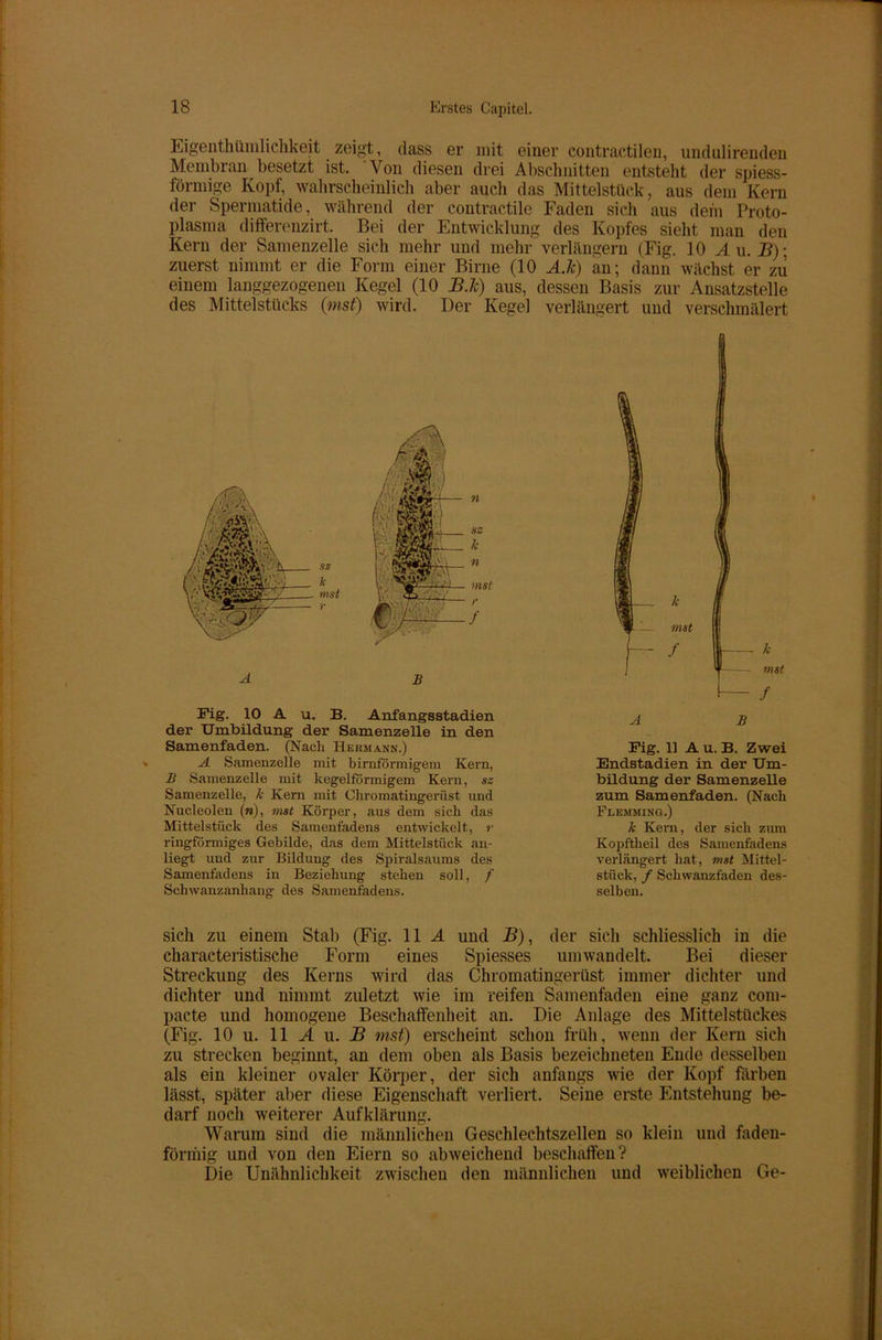 Eigentümlichkeit zeigt, dass er mit einer contraetilen, undulirenden Membran besetzt ist. Von diesen drei Abschnitten entsteht der spiess- förmige Kopf, wahrscheinlich aber auch das Mittelstück, aus dem Kern der Spermatide, während der contractile Faden sich aus dem Proto- plasma differenzirt. Bei der Entwicklung des Kopfes sieht man den Kern der Samenzelle sich mehr und mehr verlängern (Fig. 10 iu, 15); zuerst nimmt er die Form einer Birne (10 A.lt) an; dann wächst er zu einem langgezogenen Kegel (10 B.Jc) aus, dessen Basis zur Ansatzstelle des Mittelstücks (mst) wird. Der Kegel verlängert und verschmälert A B Fig. 10 A u. B. Anfangsstadien der Umbildung der Samenzelle in den Samenfaden. (Nach Hermann.) A Samenzelle mit bimförmigem Kern, B Samenzelle mit kegelförmigem Kern, sz Samenzelle, k Kern mit Chromatingerüst und Nucleolen (»), mst Körper, aus dem sich das Mittelstück des Samenfadens entwickelt, r ringförmiges Gebilde, das dem Mittelstück an- liegt und zur Bildung des Spiralsaums des Samenfadens in Beziehung stehen soll, / Schwanzanhang des Samenfadens. A B Fig. 11 A u. B. Zwei Endstadien in der Um- bildung der Samenzelle zum Samenfaden. (Nach Flemming.) k Kern, der sich zum Kopftheil des Samenfadens verlängert hat, mst Mittel- stück, / Schwanzfaden des- selben. sich zu einem Stab (Fig. 11 A und B), der sich schliesslich in die characteristische Form eines Spiesses um wandelt. Bei dieser Streckung des Kerns wird das Chromatingerüst immer dichter und dichter und nimmt zuletzt wie im reifen Samenfaden eine ganz com- pacte und homogene Beschaffenheit an. Die Anlage des Mittelstückes (Fig. 10 u. 11 A u. B tust) erscheint schon früh, wenn der Kern sich zu strecken beginnt, an dem oben als Basis bezeichneten Ende desselben als ein kleiner ovaler Körper, der sich anfangs wie der Kopf färben lässt, später aber diese Eigenschaft verliert. Seine erste Entstehung be- darf noch weiterer Aufklärung. Warum sind die männlichen Geschlechtszellen so klein und faden- förmig und von den Eiern so abweichend beschaffen? Die Unähnlichkeit zwischen den männlichen und weiblichen Ge-