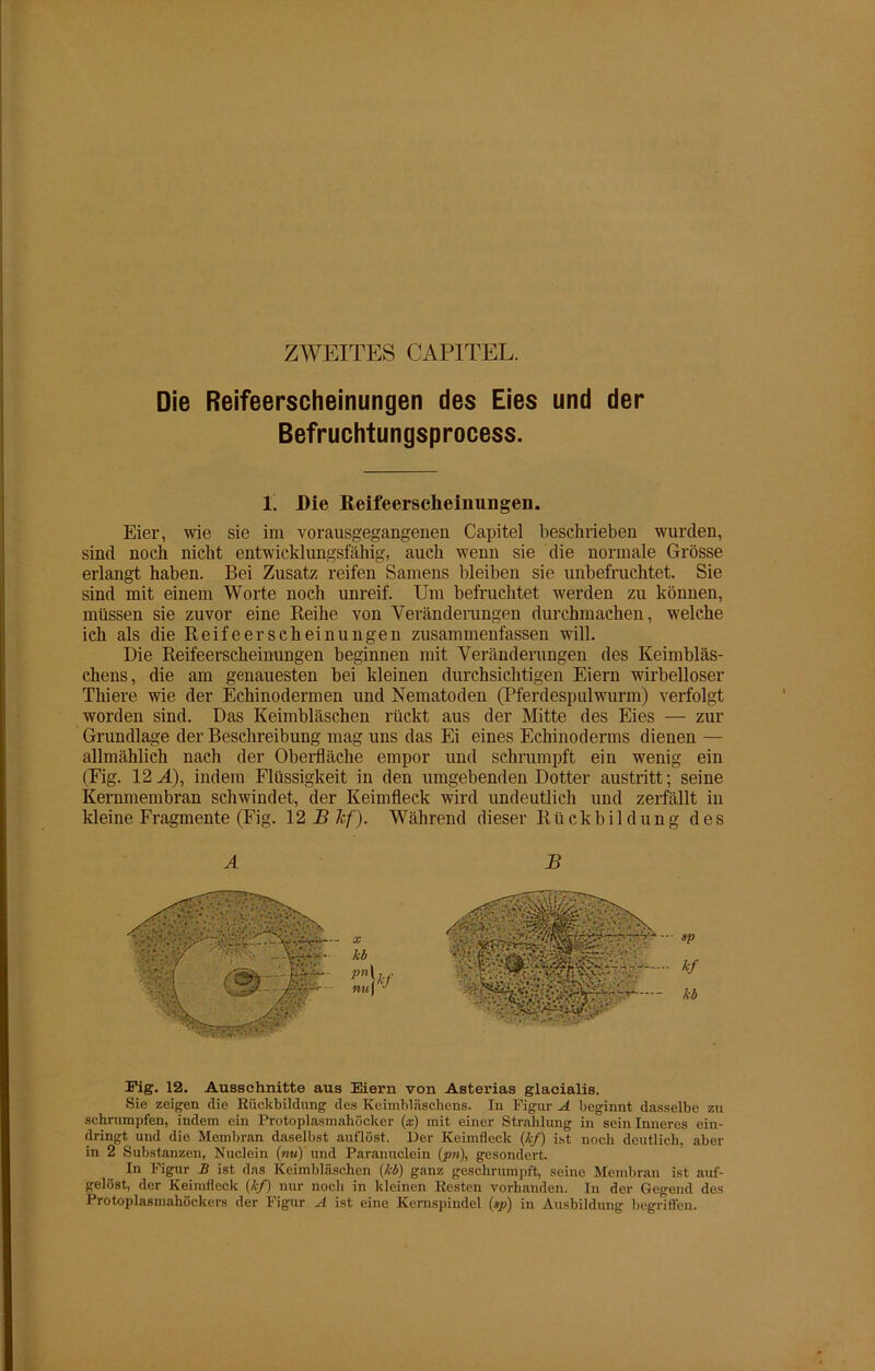 ZWEITES CAPITEL. Die Reifeerscheinungen des Eies und der Befruchtungsprocess. 1. Die Reifeersclieiimngen. Eier, wie sie im vorausgegangenen Capitel beschrieben wurden, sind noch nicht entwicklungsfähig, auch wenn sie die normale Grösse erlangt haben. Bei Zusatz reifen Samens bleiben sie unbefruchtet. Sie sind mit einem Worte noch unreif. Um befruchtet werden zu können, müssen sie zuvor eine Reihe von Veränderungen durchmachen, welche ich als die Reifeerscheinungen zusammenfassen will. Die Reifeerscheinungen beginnen mit Veränderungen des Keimbläs- chens, die am genauesten bei kleinen durchsichtigen Eiern wirbelloser Thiere wie der Echinodermen und Nematoden (Pferdespulwurm) verfolgt worden sind. Das Keimbläschen rückt aus der Mitte des Eies — zur Grundlage der Beschreibung mag uns das Ei eines Echinoderms dienen — allmählich nach der Oberfläche empor und schrumpft ein wenig ein (Eig. 12 M), indem Flüssigkeit in den umgebenden Dotter austritt; seine Kernmembran schwindet, der Keimfleck wird undeutlich und zerfällt in kleine Fragmente (Fig. 12 Bhf). Während dieser Rückbildung des A B Fig. 12. Ausschnitte aus Eiern von Asterias glacialis. Sie zeigen die Rückbildung des Keimbläschens. In Figur A beginnt dasselbe zu schrumpfen, indem ein Protoplasmahöcker (x) mit einer Strahlung in sein Inneres ein- dringt und die Membran daselbst auflöst. Der Keimfleck (kf) ist noch deutlich, aber in 2 Substanzen, Nuclein (mm)Und Paranuclein (pn), gesondert. In Figur B ist das Keimbläschen (kb) ganz geschrumpft, seine Membran ist auf- gelöst, der Keimfleck (kf) nur noch in kleinen Resten vorhanden. In der Gegend des Protoplasmahöckers der Figur A ist eine Kernspindel (sp) in Ausbildung begriffen.