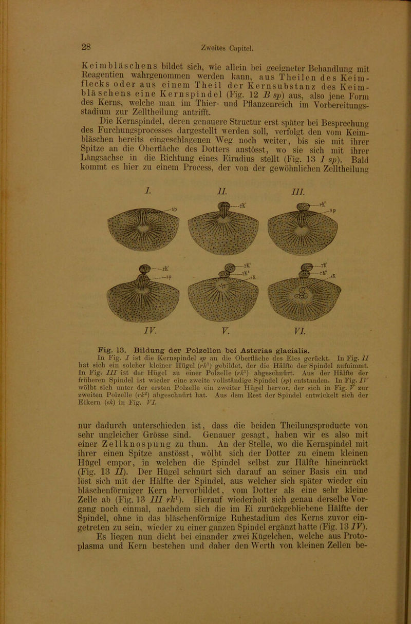 Iv g i ni b 1 a s c h e n s bildet sich, wie allein bei geeigneter Behandlung mit Reagentien wahrgenommen werden kann, aus Tbei len des Keim- flecks oder aus einem Theil der Kernsubstanz des Keim- bläschens eine Kernspindel (Fig. 12 B sp) aus, also jene Form des Kerns, welche man im Thier- und Pflanzenreich im Vorbereitungs- stadium zur Zelltheilung antriff't. Die Kernspindel, deren genauere Structur erst später bei Besprechung des Furckungsprocesses dargestellt werden soll, verfolgt den vom Keim- bläschen bereits eingeschlagenen Weg noch weiter, bis sie mit ihrer Spitze an die Oberfläche des Dotters anstösst, wo sie sich mit ihrer Längsachse in die Richtung eines Eiradius stellt (Fig. 13 1 sp). Bald kommt es hier zu einem Process, der von der gewöhnlichen Zelltheilung 1. 11. 111. Fig. 13. Bildung der Polzellen bei Asterias glaeialis. In Fig. I ist die Kernspindel sp an die Oberfläche des Eies gerückt. In Fig. II hat sich ein solcher kleiner Hügel (rk1) gebildet, der die Hälfte der Spindel aufniinmt. In Fig. III ist der Hügel zu einer Polzelle (rk1) abgeschnürt. Aus der Hälfte der früheren Spindel ist wieder eine zweite vollständige Spindel (*p) entstanden. In Fig. IV wölbt sich unter der ersten Polzelle ein zweiter Hügel hervor, der sich in Fig. V zur zweiten Polzelle (rk2) abgeschnürt hat. Aus dem Kest der Spindel entwickelt sich der Eikern (ek) in Fig. VI. nur dadurch unterschieden ist, dass die beiden Theilungsproducte von sehr ungleicher Grösse sind. Genauer gesagt, haben wir es also mit einer Zellknospung zu thun. An der Stelle, wro die Kernspindel mit ihrer einen Spitze anstösst, wmlbt sich der Dotter zu einem kleinen Hügel empor, in welchen die Spindel selbst zur Hälfte hineinrückt (Fig. 13 11). Der Hügel schnürt sich darauf an seiner Basis ein und löst sich mit der Hälfte der Spindel, aus welcher sich später wieder ein bläschenförmiger Kern hervorbildet, vom Dotter als eine sehr kleine Zelle ab (Fig. 13 111 rk1). Hierauf wiederholt sich genau derselbe Vor- gang noch einmal, nachdem sich die im Ei zurückgebliebene Hälfte der Spindel, ohne in das bläschenförmige Ruhestadium des Kerns zuvor ein- getreten zu sein, wieder zu einer ganzen Spindel ergänzt hatte (Fig. 13IV). Es liegen nun dicht bei einander zwrei Kügelchen, welche aus Proto- plasma und Kern bestehen und daher den Werth von kleinen Zellen be-