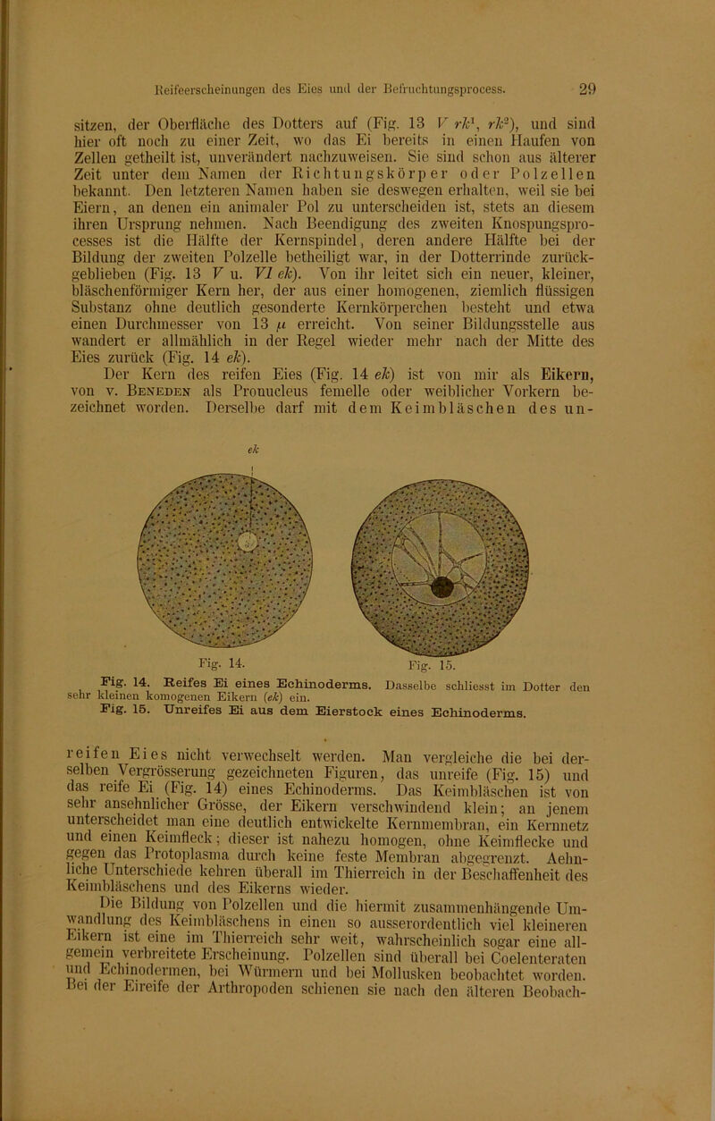sitzen, der Oberfläche des Dotters auf (Fig. 13 V rlc1, rlc2), und sind hier oft noch zu einer Zeit, wo das Ei bereits in einen Haufen von Zellen getheilt ist, unverändert nachzuweisen. Sie sind schon aus älterer Zeit unter dem Namen der Richtungskörper oder Polzellen bekannt. Den letzteren Namen haben sie deswegen erhalten, weil sie bei Eiern, an denen ein animaler Pol zu unterscheiden ist, stets an diesem ihren Ursprung nehmen. Nach Beendigung des zweiten Knospungspro- cesses ist die Hälfte der Kernspindel, deren andere Hälfte bei der Bildung der zweiten Polzelle betheiligt war, in der Dotterrinde zurück- geblieben (Fig. 13 F u. VI elc). Von ihr leitet sich ein neuer, kleiner, bläschenförmiger Kern her, der aus einer homogenen, ziemlich flüssigen Substanz ohne deutlich gesonderte Kernkörperchen besteht und etwa einen Durchmesser von 13 /.i erreicht. Von seiner Bildungsstelle aus wandert er allmählich in der Regel wieder mehr nach der Mitte des Eies zurück (Fig. 14 eh). Der Kern des reifen Eies (Fig. 14 eh) ist von mir als Eikern, von v. Beneden als Prouucleus femelle oder weiblicher Vorkern be- zeichnet worden. Derselbe darf mit dem Keimbläschen des un- Fig. 14. Reifes Ei eines Echinoderms. Dasselbe scbliesst im Dotter den senr kleinen komogenen Eikern (ek) ein. Fig. 15. Unreifes Ei aus dem Eierstoek eines Echinoderms. reifen Eies nicht verwechselt werden. Man vergleiche die bei der- selben Vergrösserung gezeichneten Figuren, das unreife (Fig. 15) und das reife Ei (Fig. 14) eines Echinoderms. Das Keimbläschen ist von sehr ansehnlicher Grösse, der Eikern verschwindend klein; an jenem unterscheidet man eine deutlich entwickelte Kernmembran, ein Kernnetz und einen Keimfleck; dieser ist nahezu homogen, ohne Keimflecke und gegen das Protoplasma durch keine feste Membran abgegrenzt. Aehn- liche Unterschiede kehren überall im Thierreich in der Beschaffenheit des Keimbläschens und des Eikerns wieder. Die Bildung von Polzellen und die hiermit zusammenhängende Um- wandlung des Keimbläschens in einen so ausserordentlich viel kleineren Eikern ist eine im Thierreich sehr weit, wahrscheinlich sogar eine all- gemem verbreitete Erscheinung. Polzellen sind überall bei Coelenteraten und Echmodermen, bei Würmern und bei Mollusken beobachtet worden, bei der Eireife der Arthropoden schienen sie nach den älteren Beobach- Fig. 14. Fig. 15,