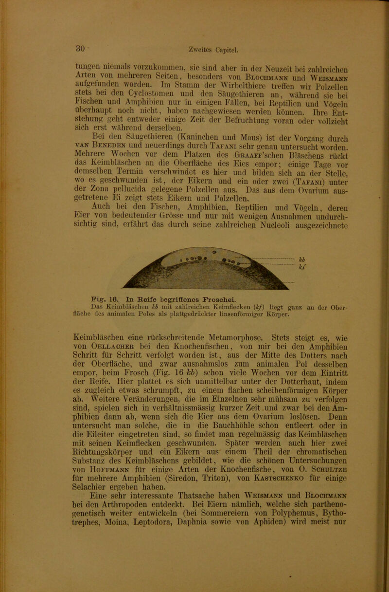 tungen niemals voizukommen, sie sind aber in der Neuzeit bei zahlreichen Arten von mehreren Seiten, besonders von Blochmann und Weismann aufgefunden worden. Im Stamm der Wirbelthiere treffen wir Polzellen stets bei den Cyclostomen und den Säugethieren an, während sie bei Fischen und Amphibien nur in einigen Fällen, bei Reptilien und Vögeln überhaupt noch nicht, haben nachgewiesen werden können. Ihre Ent- stehung geht entweder einige Zeit der Befruchtung voran oder vollzieht sich erst während derselben. Bei den Säugethieren (Kaninchen und Maus) ist der Vorgang durch van Beneden und neuerdings durch Tafani sehr genau untersucht worden. Mehlere Wochen vor dem Platzen des GßAAFF’schen Bläschens rückt das Keimbläschen an die Oberfläche des Eies empor; einige Tage vor demselben Termin verschwindet es hier und bilden sich an der Stelle, wo es geschwunden ist, der Eikern und ein oder zwei (Tafani) unter der Zona pellucida gelegene Polzellen aus. Das aus dem Ovarium aus- getretene Ei zeigt stets Eikern und Polzellen. Auch bei den Fischen, Amphibien, Reptilien und Vögeln, deren Eier von bedeutender Grösse und nur mit wenigen Ausnahmen undurch- sichtig sind, erfährt das durch seine zahlreichen Nucleoli ausgezeichnete Fig. 16. In Reife begriffenes Frosehei. Das Keimbläschen kb mit zahlreichen Keimflecken (kJ) liegt ganz an der Ober- fläche des animalen Poles als plattgedrückter linsenförmiger Körper. Keimbläschen eine rückschreitende Metamorphose. Stets steigt es, wrie von Oellacher bei den Knochenfischen, von mir bei den Amphibien Schritt für Schritt verfolgt worden ist, aus der Mitte des Dotters nach der Oberfläche, und zwar ausnahmslos zum animalen Pol desselben empor, beim Frosch (Fig. 16 ich) schon viele Wochen vor dem Eintritt der Reife. Hier plattet es sich unmittelbar unter der Dotterhaut, indem es zugleich etwas schrumpft, zu einem flachen scheibenförmigen Körper ab. Weitere Veränderungen, die im Einzelnen sehr mühsam zu verfolgen sind, spielen sich in verhältnissmässig kurzer Zeit und zwar bei den Am- phibien dann ab, wenn sich die Eier aus dem Ovarium loslösen. Denn untersucht man solche, die in die Bauchhöhle schon entleert oder in die Eileiter eingetreten sind, so findet man regelmässig das Keimbläschen mit seinen Keimflecken geschwunden. Später werden auch hier zwei Richtungskörper und ein Eikern aus einem Theil der chromatischen Substanz des Keimbläschens gebildet, wie die schönen Untersuchungen von Hoffmann für einige Arten der Knochenfische, von 0. Schultze für mehrere Amphibien (Siredon, Triton), von Kastschenko für einige Selachier ergeben haben. Eine sehr interessante Thatsache haben Weismann und Blociimann bei den Arthropoden entdeckt. Bei Eiern nämlich, welche sich partheno- genetisch weiter entwickeln (bei Sommereiern von Polyphemus, Bytho- itrephes, Moina, Leptodora, Daphnia sowie von Aphiden) wird meist nur