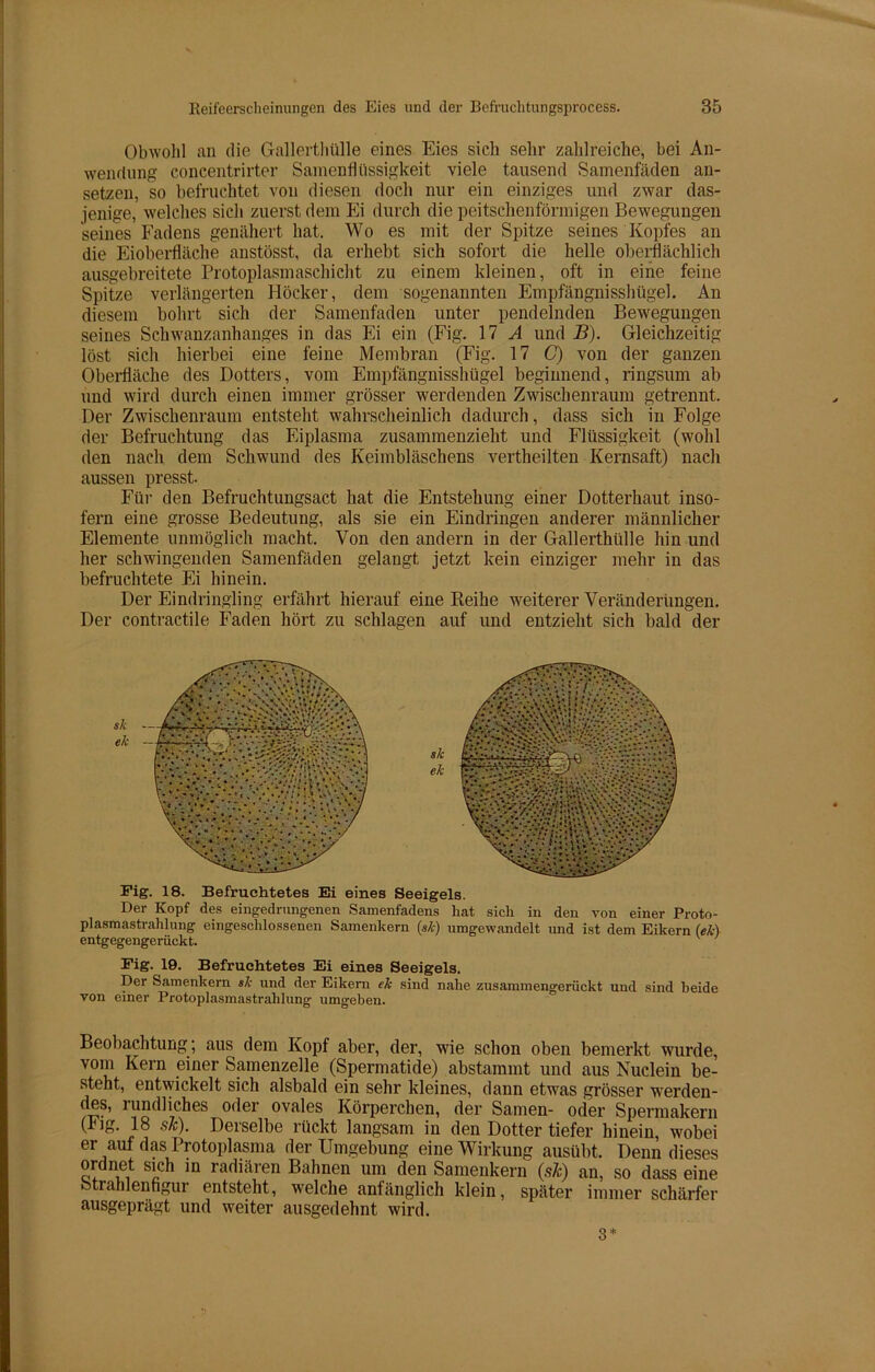 Obwohl an die Gallerthülle eines Eies sich sehr zahlreiche, bei An- wendung concentrirter Samenflüssigkeit viele tausend Samenfäden an- setzen, so befruchtet von diesen doch nur ein einziges und zwar das- jenige, welches sich zuerst dem Ei durch die peitschenförmigen Bewegungen seines Fadens genähert hat. Wo es mit der Spitze seines Kopfes an die Eioberfläche anstösst, da erhebt sich sofort die helle oberflächlich ausgebreitete Protoplasmaschicht zu einem kleinen, oft in eine feine Spitze verlängerten Höcker, dem sogenannten Empfängnisshügel. An diesem bohrt sich der Samenfaden unter pendelnden Bewegungen seines Schwanzanhanges in das Ei ein (Fig. 17 A und B). Gleichzeitig löst sich hierbei eine feine Membran (Fig. 17 C) von der ganzen Oberfläche des Dotters, vom Empfängnisshügel beginnend, ringsum ab und wird durch einen immer grösser werdenden Zwischenraum getrennt. Der Zwischenraum entsteht wahrscheinlich dadurch, dass sich in Folge der Befruchtung das Eiplasma zusammenzieht und Flüssigkeit (wohl den nach dem Schwund des Keimbläschens vertheilten Kernsaft) nach aussen presst. Für den Befruchtungsact hat die Entstehung einer Dotterhaut inso- fern eine grosse Bedeutung, als sie ein Eindringen anderer männlicher Elemente unmöglich macht. Von den andern in der Gallerthülle hin und her schwingenden Samenfäden gelangt jetzt kein einziger mehr in das befruchtete Ei hinein. Der Eindringling erfährt hierauf eine Reihe weiterer Veränderungen. Der contractile Faden hört zu schlagen auf und entzieht sich bald der Fig. 18. Befruchtetes Ei eines Seeigels. Der Kopf des eingedrungenen Samenfadens hat sich in den von einer Proto- plasmastrahlung eingeschlossenen Samenkern (sä) umgewandelt und ist dem Eikern (ek) entgegengerückt. Fig. 19. Befruchtetes Ei eines Seeigels. Der Samenkern sk und der Eikern ek sind nahe zusammengerückt und sind beide von einer Protoplasmastrahlung umgehen. Beobachtung; aus dem Kopf aber, der, wie schon oben bemerkt wurde, vom Kern einer Samenzelle (Spermatide) abstammt und aus Nuclein be- steht, entwickelt sich alsbald ein sehr kleines, dann etwas grösser werden- des, rundliches oder ovales Körperchen, der Samen- oder Spermakern (Fig. 18 sJc). Derselbe rückt langsam in den Dotter tiefer hinein, wobei er auf das Protoplasma der Umgebung eine Wirkung ausübt. Denn dieses ordnet sich in radiären Bahnen um den Samenkern (sic) an, so dass eine Strahlenfigur entsteht, welche anfänglich klein, später immer schärfer ausgeprägt und weiter ausgedehnt wird. 3*