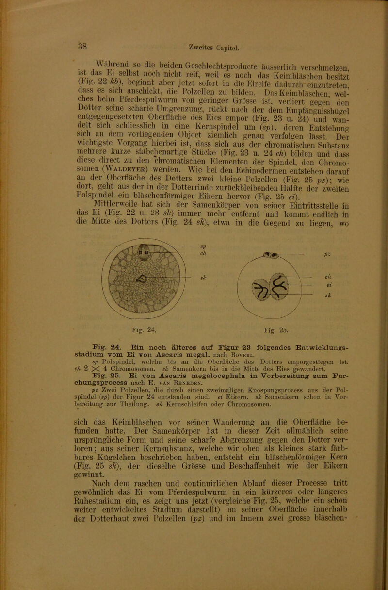 fahrend so die beidenGeschlechtsproducte äusserlich verschmelzen !S-daL ,,flbst.nocl1 nicht reif’ weil es noch das Keimbläschen besitzt (hig. 22 kb) beginnt aber jetzt sofort in die Eireife dadurch einzutreten dass es sich anschickt, die Polzellen zu bilden. Das Keimbläschen, wel- ches beim Pferdespulwurm von geringer Grösse ist, verliert gegen den Dotter seine scharfe Umgrenzung, rückt nach der dem Empfängnisshügel entgegengesetzten Oberfläche des Eies empor (Fig. 23 u. 24) und wan- delt sich schliesslich in eine Kernspindel um (sp), deren Entstehun» sich an dem vorliegenden Object ziemlich genau verfolgen lässt. Der wichtigste \ organg hierbei ist, dass sich aus der chromatischen Substanz mehrere kurze stäbchenartige Stücke (Fig. 23 u. 24 cli) bilden und dass diese direct zu den chromatischen Elementen der Spindel, den Chromo- somen (W aldeyer) werden. Wie bei den Echinodermen entstehen darauf an der Oberfläche des Dotters zwei kleine Polzellen (Fig. 25 pz)\ wie dort, gellt aus der in der Dotterrinde zurückbleibenden Hälfte der zweiten Polspindel ein bläschenförmiger Eikern hervor (Fig. 25 ei). Mittlerweile hat sich der Samenkörper von seiner Eintrittsstelle in das Ei (Fig. 22 u. 23 sJc) immer mehr entfernt und kommt endlich in die Mitte des Dotters (Fig. 24 sk), etwa in die Gegend zu liegen, wo sp eil sk Fig. 24. Fig. 25. pz oh ei sk Fig. 24. Ein noch, älteres auf Figur 23 folgendes Entwicklungs- stadium vom Ei von Ascaris megal. nach Boveri. sp Polspindel, welche bis an die Oberfläche des Dotters emporgestiegen ist. eh 2 X 4 Chromosomen, sk Samenkern bis in die Mitte des Eies gewandert. Fig. 25. Ei von Ascaris megalocephala in Vorbereitung zum Fur- ebungsproeess nach E. van Beneden. pz Zwei Polzellen, die durch einen zweimaligen Knospungsprocess aus der Pol- spindel (sp) der Figur 24 entstanden sind, ei Eikern, sk Samenkern schon in Vor- bereitung zur Theilung. oh Kernschleifen oder Chromosomen. sich das Keimbläschen vor seiner Wanderung an die Oberfläche be- funden hatte. Der Samenkörper hat in dieser Zeit allmählich seine ursprüngliche Form und seine scharfe Abgrenzung gegen den Dotter ver- loren; aus seiner Kernsubstanz, welche wir oben als kleines stark färb- bares Kügelchen beschrieben haben, entsteht ein bläschenförmiger Kern (Fig. 25 sk), der dieselbe Grösse und Beschaffenheit wie der Eikern gewinnt. Nach dem raschen und continuirlichen Ablauf dieser Processe tritt gewöhnlich das Ei vom Pferdespulwurm in ein kürzeres oder längeres Ruhestadium ein, es zeigt uns jetzt (vergleiche Fig. 25, welche ein schon weiter entwickeltes Stadium darstellt) an seiner Oberfläche innerhalb der Dotterhaut zwei Polzellen (pz) und im Innern zwei grosse bläschen-