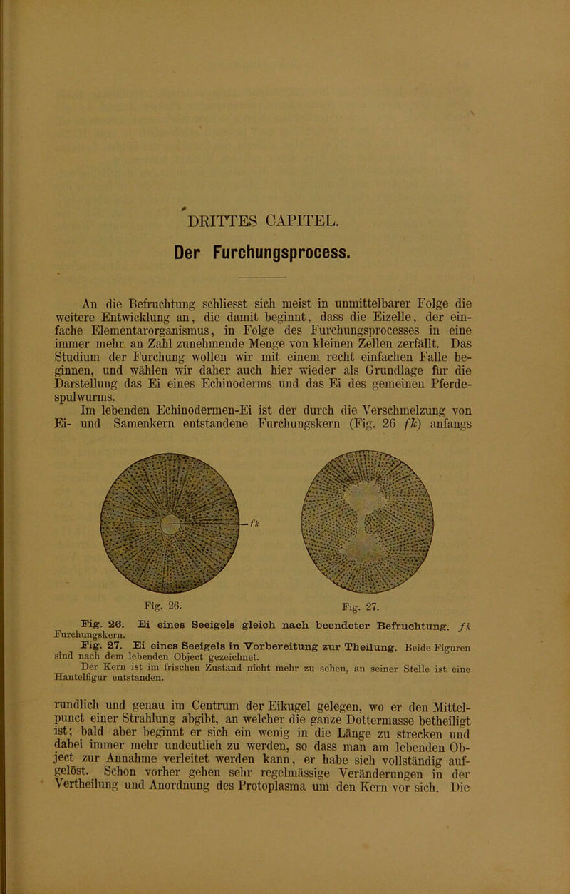 DRITTES CAPITEL. Der Furchungsprocess. An die Befruchtung schliesst sich meist in unmittelbarer Folge die weitere Entwicklung an, die damit beginnt, dass die Eizelle, der ein- fache Elementarorganismus, in Folge des Furchungsprocesses in eine immer mehr an Zahl zunehmende Menge von kleinen Zellen zerfällt. Das Studium der Furchung wollen wir mit einem recht einfachen Falle be- ginnen, und wählen wir daher auch hier wieder als Grundlage für die Darstellung das Ei eines Echinoderms und das Ei des gemeinen Pferde- spulwurms. Im lebenden Echinodermen-Ei ist der durch die Verschmelzung von Ei- und Samenkern entstandene Furchungskern (Fig. 26 fJc) anfangs Fig. 26. Fig. 27. Fig. 26. Ei eines Seeigels gleich nach beendeter Befruchtung, fk Furchungskern. Fig. 27. Ei eines Seeigels in Vorbereitung zur Theilung. Beide Figuren sind nach dem lebenden Object gezeichnet. Der Kern ist im frischen Zustand nicht mehr zu sehen, an seiner Stelle ist eine Hantelfigur entstanden. rundlich und genau im Centrum der Eikugel gelegen, wo er den Mittel- punct einer Strahlung abgibt, an welcher die ganze Dottermasse betheiligt ist; bald aber beginnt er sich ein wenig in die Länge zu strecken und dabei immer mehr undeutlich zu werden, so dass man am lebenden Ob- ject zur Annahme verleitet werden kann, er habe sich vollständig auf- gelöst. Schon vorher gehen sehr regelmässige Veränderungen in der Vertheilung und Anordnung des Protoplasma um den Kern vor sich. Die