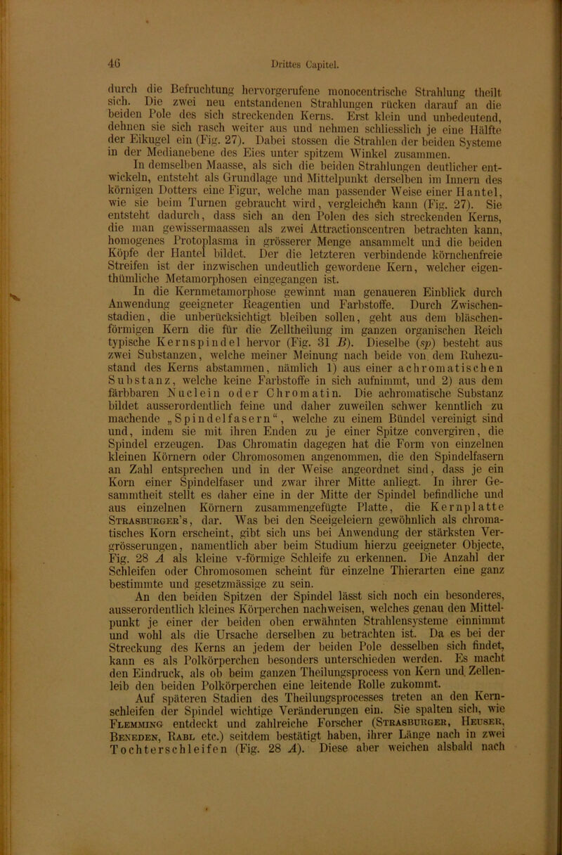 durch die Befruchtung hervorgerufene monocentrische Strahlung theilt, sich. Die zwei neu entstandenen Strahlungen rücken darauf an die beiden Pole des sich streckenden Kerns. Erst klein und unbedeutend, dehnen sie sich rasch weiter aus und nehmen schliesslich je eine Hälfte der Eikugel ein (Fig. 27). Dabei stossen die Strahlen der beiden Systeme in der Medianebene des Eies unter spitzem Winkel zusammen. In demselben Maasse, als sich die beiden Strahlungen deutlicher ent- wickeln, entsteht als Grundlage und Mittelpunkt derselben im Innern des körnigen Dotters eine Figur, welche man passender Weise einer Hantel, wie sie beim Turnen gebraucht wird, vergleichen kann (Fig. 27). Sie entsteht dadurch, dass sich an den Polen des sich streckenden Kerns, die man gewissermaassen als zwei Attractionscentren betrachten kann, homogenes Protoplasma in grösserer Menge ansammelt und die beiden Köpfe der Hantel bildet. Der die letzteren verbindende körnchenfreie Streifen ist der inzwischen undeutlich gewordene Kern, welcher eigen- tümliche Metamorphosen eingegangen ist. In die Kernmetamorphose gewinnt man genaueren Einblick durch Anwendung geeigneter Reagentien und Farbstoffe. Durch Zwischen- stadien, die unberücksichtigt bleiben sollen, geht aus dem bläschen- förmigen Kern die für die Zellteilung im ganzen organischen Reich typische Kernspindel hervor (Fig. 31 B). Dieselbe (sp) besteht aus zwei Substanzen, welche meiner Meinung nach beide von. dem Ruhezu- stand des Kerns abstammen, nämlich 1) aus einer achromatischen Substanz, welche keine Farbstoffe in sich aufnimmt, und 2) aus dem färbbaren Nuc 1 ein oder Chromatin. Die achromatische Substanz bildet ausserordentlich feine und daher zuweilen schwer kenntlich zu machende „Spindelfasern“, welche zu einem Bündel vereinigt sind und, indem sie mit ihren Enden zu je einer Spitze convergiren, die Spindel erzeugen. Das Chromatin dagegen hat die Form von einzelnen kleinen Körnern oder Chromosomen angenommen, die den Spindelfasern an Zahl entsprechen und in der Weise angeordnet sind, dass je ein Korn einer Spindelfaser und zwar ihrer Mitte anliegt. In ihrer Ge- sammtheit stellt es daher eine in der Mitte der Spindel befindliche und aus einzelnen Körnern zusammengefügte Platte, die Kernplatte Strasburger’s, dar. Was bei den Seeigeleiern gewöhnlich als chroma- tisches Korn erscheint, gibt sich uns bei Anwendung der stärksten Ver- grösserungen, namentlich aber beim Studium hierzu geeigneter Objecte, Fig. 28 A als kleine v-förmige Schleife zu erkennen. Die Anzahl der Schleifen oder Chromosomen scheint für einzelne Thierarten eine ganz bestimmte und gesetzmässige zu sein. An den beiden Spitzen der Spindel lässt sich noch ein besonderes, ausserordentlich kleines Körperchen nachweisen, welches genau den Mittel- punkt je einer der beiden oben erwähnten Strahlensysteme einnimmt und wohl als die Ursache derselben zu betrachten ist. Da es bei der Streckung des Kerns an jedem der beiden Pole desselben sich findet, kann es als Polkörperchen besonders unterschieden werden. Es macht den Eindruck, als ob beim ganzen Theilungsprocess von Kern und Zellen- leib den beiden Polkörperchen eine leitende Rolle zukommt. Auf späteren Stadien des Theilungsprocesses treten an den Kern- schleifen der Spindel wichtige Veränderungen ein. Sie spalten sich, wie Flemming entdeckt und zahlreiche Forscher (Strasburger, Heuser, Beneden, Rabl etc.) seitdem bestätigt haben, ihrer Länge nach in zwei Tochterschleifen (Fig. 28 A). Diese aber weichen alsbald nach