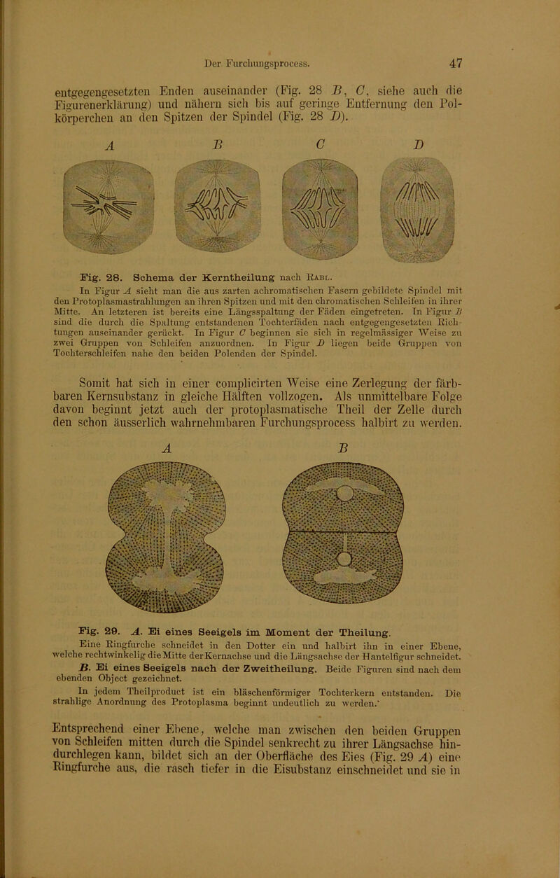 entgegengesetzten Enden auseinander (Fig. 28 B, C, siehe auch die Figurenerklärung) und nähern sich bis auf geringe Entfernung den Pol- körperchen an den Spitzen der Spindel (Fig. 28 IJ). Fig. 28. Schema der Kerntheilung nach Rabl. In Figur A sieht man die aus zarten achromatischen Fasern gebildete Spindel mit den Protoplasmastrahlungen an ihren Spitzen und mit den chromatischen Schleifen in ihrer Mitte. An letzteren ist bereits eine Längsspaltung der Fäden eingetreten. In Figur li sind die durch die Spaltung entstandenen Tochterfäden nach entgegengesetzten Rich- tungen auseinander gerückt. In Figur C beginnen sie sich in regelmässiger Weise zu zwei Gruppen von Schleifen anzuordnen. In Figur D liegen beide Gruppen von Tochterschleifen nahe den beiden Polenden der Spindel. Somit hat sich in einer complicirten Weise eine Zerlegung der färb- baren Kernsubstanz in gleiche Hälften vollzogen. Als unmittelbare Folge davon beginnt jetzt auch der protoplasmatische Tlieil der Zelle durch den schon äusserlich wahrnehmbaren Furchungsprocess halbirt zu werden. A B Fig. 29. A. Ei eines Seeigels im Moment der Theilung. Eine Ringfurche schneidet in den Dotter ein und halbirt ihn in einer Ebene, welche recht winkelig die Mitte der Kernachse und die Längsachse der Hantelfigur schneidet. JB. Ei eines Seeigels nach der Zweitheilung. Beide Figuren sind nach dem ebenden Object gezeichnet. In jedem Theilproduct ist ein bläschenförmiger Tochterkern entstanden. Die stralilige Anordnung des Protoplasma beginnt undeutlich zu werden.' Entsprechend einer Ebene, welche man zwischen den beiden Gruppen von Schleifen mitten durch die Spindel senkrecht zu ihrer Längsachse hin- durchlegen kann, bildet sich an der Oberfläche des Eies (Fig. 29 A) eine Ringfurche aus, die rasch tiefer in die Eisubstanz einschneidet und sie in