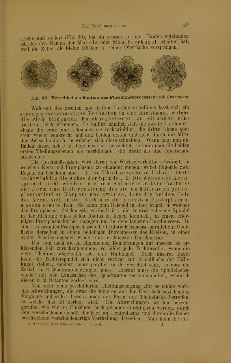 stücke und so fort (Fig. 30), bis ein grosser kugliger Haufen entstanden ist der den Namen der Morula oder Maulbeerkugel erhalten hat, weil die Zellen als kleine Höcker an seiner Oberfläche vorspringen. Fig. 30. Verschiedene Stadien des Furehungsprocesses nach Gegenbaur. Während des zweiten und dritten Furchungsstadiums lässt sich ein streng gesetzmässiges Verhalten in der Richtung, welche die sich bildenden Furchungsebenen zu einander ein- halten, leicht erkennen. Es halbirt nämlich stets die zweite Furchungs- ebene die erste und schneidet sie rechtwinklig, die dritte Ebene aber steht wieder senkrecht auf den beiden ersten und geht durch die Mitte der Achse hindurch, in welcher sich diese schneiden. Wenn man nun die Enden dieser Achse als Pole des Eies betrachtet, so kann man die beiden ersten Theilungsebenen als meridionale, die dritte als eine äquatoriale bezeichnen. Die Gesetzmässigkeit wird durch ein Wechselverhältniss bedingt, in welchem Kern und Protoplasma zu einander stehen, wobei folgende zwei Regeln zu beachten sind: 1) Die Theilungsebene halbirt stets rechtwinklig die Achse der Spindel. 2) Die Achse der Kern- spindel steht wieder in einem Abhängigkeitsverhältniss zur Form und Differenzirung des sie umhüllenden proto- plasmatischen Körpers und zwar so, dass die beiden Pole des Kerns sich in der Richtung der grössten Protoplasma- massen ein st eilen. So kann zum Beispiel in einer Kugel, in welcher das Protoplasma gleichmässig vertheilt ist, die central gelegene Spindel in der Richtung eines jeden Radius zu liegen kommen, in einem eiför- migen Protoplasmakörper dagegen nur in dem längsten Durchmesser. In einer kreisrunden Protoplasmascheibe liegt die Kernachse parallel zur Ober- fläche derselben in einem beliebigen Durchmesser des Kreises, in einer ovalen Scheibe dagegen wieder nur im längsten Durchmesser. Um nun nach diesen allgemeinen Bemerkungen auf unseren zu er- klärenden Fall zurückzukommen, so bildet jede Tochterzelle, wenn die erste Theilung abgelaufen ist, eine Halbkugel. Nach unserer Regel kann die Tochterspindel sich nicht vertical zur Grundfläche der Halb- kugel stellen, sondern muss parallel zu ihr gerichtet sein, so dass ein Zerfall in 2 Quadranten erfolgen muss. Hierauf muss die Spindelachse wieder mit der Längsachse des Quadranten zusammenfallen, wodurch dieser in 2 Octanten zerlegt wird. Von dem eben geschilderten Theilungsvorgang gibt es einige wich- tige Abweichungen, die zwar die feineren auf den Kern sich beziehenden Vorgänge unberührt lassen, aber die Form der Theilstücke betreffen, in welche das Ei zerlegt wird. Die Abweichungen werden hervor- gerufen, wie wir im Einzelnen noch genauer durchführen werden, durch den verschiedenen Gehalt der Eier an Deutoplasma und durch die früher beschriebene verschiedenartige Vertheilung desselben. Man kann die ein- 0. Hertwig, Entwicklungsgeschichte. 3. Aufl. 4
