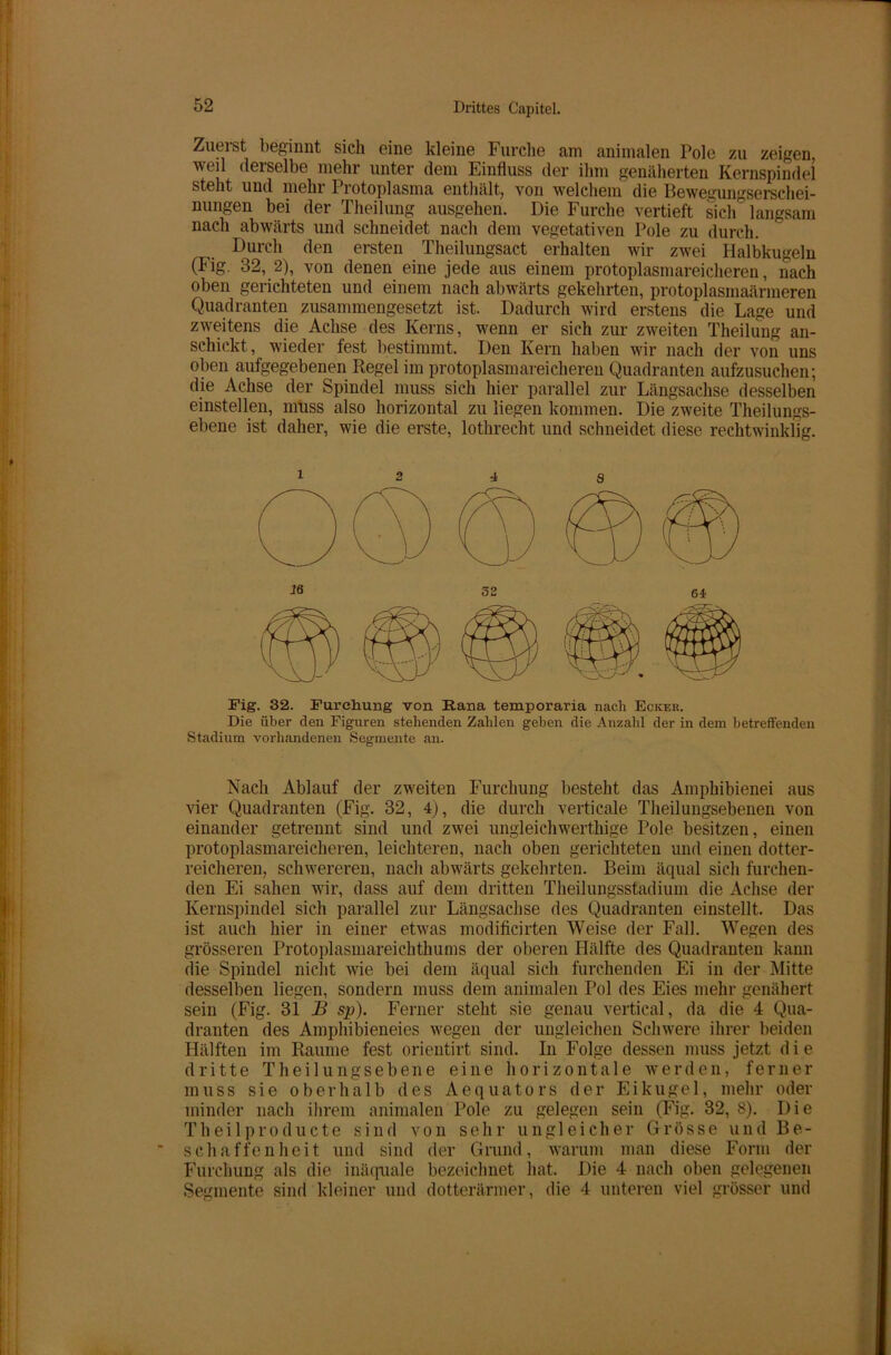 Zuerst beginnt sich eine kleine Furche am animalen Pole zu zeigen weil derselbe mehr unter dem Einfluss der ihm genäherten Kernspindel steht und mehr Protoplasma enthält, von welchem die Bewegungserschei- nungen bei der Theilung ausgehen. Die Furche vertieft sich langsam nach abwärts und schneidet nach dem vegetativen Pole zu durch. Durch den ersten Theilungsact erhalten wir zwei Halbkugeln (Fig. 32, 2), von denen eine jede aus einem protoplasmareicheren, nach oben gerichteten und einem nach abwärts gekehrten, protoplasmaärmeren Quadranten zusammengesetzt ist. Dadurch wird erstens die Lage und zweitens die Achse des Kerns, wenn er sich zur zweiten Theilung an- schickt, wieder fest bestimmt. Den Kern haben wir nach der von uns oben aufgegebenen Regel im protoplasmareicheren Quadranten aufzusuchen; die Achse der Spindel muss sich hier parallel zur Längsachse desselben einstellen, muss also horizontal zu liegen kommen. Die zweite Theilungs- ebene ist daher, wie die erste, lothrecht und schneidet diese rechtwinklig. Fig. 32. Furchung von Rana temporaria nach Eckeb. Die über den Figuren stehenden Zahlen geben die Anzahl der in dem betreffenden Stadium vorhandenen Segmente an. Nach Ablauf der zweiten Furchung besteht das Amphibienei aus vier Quadranten (Fig. 32, 4), die durch verticale Theilungsebenen von einander getrennt sind und zwei ungleichwerthige Pole besitzen, einen protoplasmareicheren, leichteren, nach oben gerichteten und einen dotter- reicheren, schwereren, nach abwärts gekehrten. Beim äqual sich furchen- den Ei sahen wir, dass auf dem dritten Theilungsstadium die Achse der Kernspindel sich parallel zur Längsachse des Quadranten einstellt. Das ist auch hier in einer etwas modificirten Weise der Fall. Wegen des grösseren Protoplasmareichthums der oberen Hälfte des Quadranten kann die Spindel nicht wie bei dem äqual sich furchenden Ei in der Mitte desselben liegen, sondern muss dem animalen Pol des Eies mehr genähert sein (Fig. 31 B sp). Ferner steht sie genau vertical, da die 4 Qua- dranten des Amphibieneies wegen der ungleichen Schwere ihrer beiden Hälften im Raume fest orientirt sind. In Folge dessen muss jetzt d i e dritte Theilungsebene eine horizontale werden, ferner muss sie oberhalb des Aequators der Eikugel, mehr oder minder nach ihrem animalen Pole zu gelegen sein (Fig. 32, 8). Die Theilproducte sind von sehr ungleicher Grösse und Be- schaffenheit und sind der Grund, warum man diese Form der Furchung als die inäquale bezeichnet hat. Die 4 nach oben gelegenen Segmente sind kleiner und dotterärmer, die 4 unteren viel grösser und
