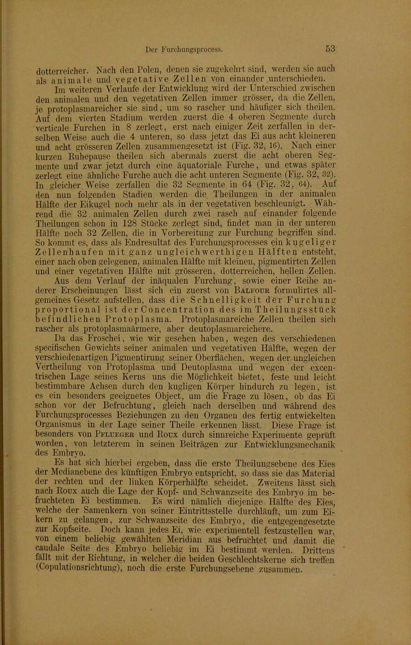 dotterreicher. Nach den Polen, denen sie zugekehrt sind, werden sie auch als animale und vegetative Zellen von einander unterschieden. Im weiteren Verlaufe der Entwicklung wird der Unterschied zwischen den animalen und den vegetativen Zellen immer grösser, da die Zellen, je protoplasmareicher sie sind, um so rascher und häufiger sich theilen. Auf dem vierten Stadium werden zuerst die 4 oberen Segmente durch verticale Furchen in 8 zerlegt, erst nach einiger Zeit zerfallen in der- selben Weise auch die 4 unteren, so dass jetzt das Ei aus acht kleineren und acht grösseren Zellen zusammengesetzt ist (Fig. 32, 16). Nach einer kurzen Ruhepause theilen sich abermals zuerst die acht oberen Seg- mente und zwar jetzt durch eine äquatoriale Furche, und etwas später zerlegt eine ähnliche Furche auch die acht unteren Segmente (Fig. 32, 32). In gleicher Weise zerfallen die 32 Segmente in 64 (Fig. 32, 64). Auf den nun folgenden Stadien werden die Theilungen in der animalen Hälfte der Eikugel noch mehr als in der vegetativen beschleunigt. Wäh- rend die 32 animalen Zellen durch zwei rasch auf einander folgende Theilungen schon in 128 Stücke zerlegt sind, findet man in der unteren Hälfte noch 32 Zellen, die in Vorbereitung zur Furchung begriffen sind. So kommt es, dass als Endresultat des Furchungsprocesses ein kugeliger Zellenhaufen mit ganz ungleichwerthigen Hälften entsteht, einer nach oben gelegenen, animalen Hälfte mit kleinen, pigmentirten Zellen und einer vegetativen Hälfte mit grösseren, dotterreichen, hellen Zellen. Aus dem Verlauf der inäqualen Furchung, sowie einer Reihe an- derer Erscheinungen lässt sich ein zuerst von Balfour formulirtes all- gemeines Gesetz aufstellen, dass die Schnelligkeit der Furchung proportional ist der Concentration des im Theilungsstück befindlichen Protoplasma. Protoplasmareiche Zellen theilen sich rascher als protoplasmaärmere, aber deutoplasmareichere. Da das Froschei, wie wir gesehen haben, wegen des verschiedenen specifischen Gewichts seiner animalen und vegetativen Hälfte, wegen der verschiedenartigen Pigmentirung seiner Oberflächen, wegen der ungleichen Vertheilung von Protoplasma und Deutoplasma und wegen der excen- trischen Lage seines Kerns uns die Möglichkeit bietet, feste und leicht bestimmbare Achsen durch den kugligen Körper hindurch zu legen, ist es ein besonders geeignetes Object, um die Frage zu lösen, ob das Ei schon vor der Befruchtung, gleich nach derselben und während des Furchungsprocesses Beziehungen zu den Organen des fertig entwickelten Organismus in der Lage seiner Theile erkennen lässt. Diese Frage ist besonders von Pflueger und Roux durch sinnreiche Experimente geprüft worden, von letzterem in seinen Beiträgen zur Entwicklungsmechanik des Embryo. Es hat sich hierbei ergeben, dass die erste Theilungsebene des Eies der Medianebene des künftigen Embryo entspricht, so dass sie das Material der rechten und der linken Körperhälfte scheidet. Zweitens lässt sich nach Roux auch die Lage der Kopf- und Schwanzseite des Embryo im be- fruchteten Ei bestimmen. Es wird nämlich diejenige Hälfte des Eies, welche der Samenkern von seiner Eintrittsstelle durchläuft, um zum Ei- kern zu gelangen, zur Schwanzseite des Embryo, die entgegengesetzte zur Kopfseite. Doch kann jedes Ei, wie experimentell festzustellen war, von einem beliebig gewählten Meridian aus befruchtet und damit die caudale Seite des Embryo beliebig im Ei bestimmt werden. Drittens fällt mit der Richtung, in welcher die beiden Geschlechtskerne sich treffen (Copulationsrichtung), noch die erste Furchungsebene zusammen.