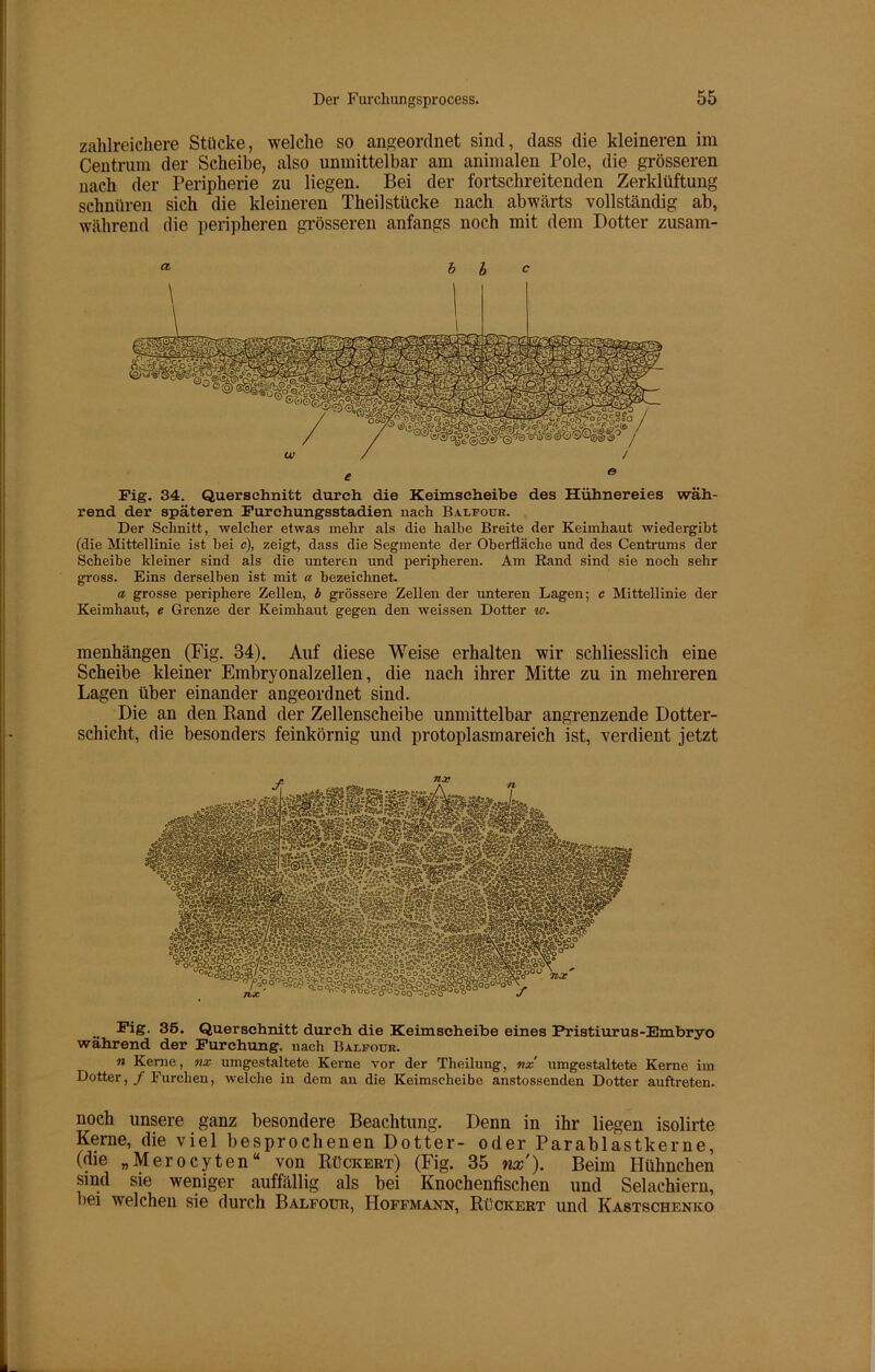 zahlreichere Stücke, welche so angeordnet sind, dass die kleineren im Centrum der Scheibe, also unmittelbar am animalen Pole, die grösseren nach der Peripherie zu liegen. Bei der fortschreitenden Zerklüftung schnüren sich die kleineren Theilstücke nach abwärts vollständig ab, während die peripheren grösseren anfangs noch mit dem Dotter zusam- b l c Fig. 34. Querschnitt durch die Keimscheibe des Hühnereies wäh- rend der späteren Furchungsstadien nach Balfour. Der Schnitt, welcher etwas mehr als die halbe Breite der Keimhaut wiedergibt (die Mittellinie ist hei c), zeigt, dass die Segmente der Oberfläche und des Centrums der Scheibe kleiner sind als die unteren und peripheren. Am Rand sind sie noch sehr gross. Eins derselben ist mit a bezeichnet. a grosse periphere Zellen, b grössere Zellen der unteren Lagen; c Mittellinie der Keimhaut, e Grenze der Keimhaut gegen den weissen Dotter w. menhängen (Fig. 34). Auf diese Weise erhalten wir schliesslich eine Scheibe kleiner Embryonalzellen, die nach ihrer Mitte zu in mehreren Lagen über einander angeordnet sind. Die an den Rand der Zellenscheibe unmittelbar angrenzende Dotter- schicht, die besonders feinkörnig und protoplasmareich ist, verdient jetzt Fig. 36. Querschnitt durch die Keimscheibe eines Pristiurus-Embryo während der Furchung, nach Balfour. n Kerne, nx umgestaltete Kerne vor der Theilung, nx' umgestaltete Kerne im Dotter, / Furchen, welche in dem an die Keimscheibe anstossenden Dotter auftreten. noch unsere ganz besondere Beachtung. Denn in ihr liegen isolirte Kerne, die viel besprochenen Dotter- oder Parablastkerne, (die „Merocyten“ von Rückert) (Fig. 35 nx'). Beim Hühnchen sind sie weniger auffällig als bei Knochenfischen und Selachiern, bei welchen sie durch Balfour, Hoffmann, Rückert und Kastschenko
