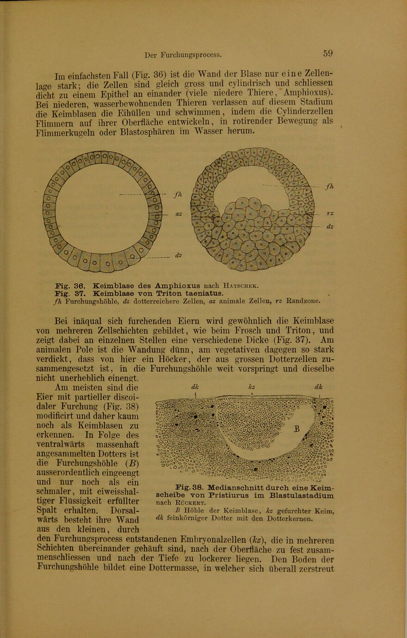 Im einfachsten Fall (Fig. 36) ist die Wand der Blase nur eine Zellen- la«re stark; die Zellen sind gleich gross und cylindrisch und schlossen dicht zu einem Epithel an einander (viele niedere Thiere, Amphioxus). Bei niederen, wasserbewohnenden Thieren verlassen auf diesem Stadium die Keimblasen die Eihüllen und schwimmen, indem die Cylinderzellen Flimmern auf ihrer Oberfläche entwickeln, in rotirender Bewegung als Flimmerkugeln oder Blastosphären im Wasser herum. Fig. 36. Keimblase des Amphioxus nach Hatscheii. Fig. 37. Keimblase von Triton taeniatus. fh Furchungshöhle, dz dotterreichere Zellen, az animale Zellen, rz Randzone. Bei inäqual sich furchenden Eiern wird gewöhnlich die Keimblase von mehreren Zellschichten gebildet, wie beim Frosch und Triton, und zeigt dabei an einzelnen Stellen eine verschiedene Dicke (Fig. 37). Am animalen Pole ist die Wandung dünn, am vegetativen dagegen so stark verdickt, dass von hier ein Höcker, der aus grossen Dotterzellen zu- sammengesetzt ist, in die Furchungshöhle weit vorspringt und dieselbe nicht unerheblich einengt. Am meisten sind die Eier mit partieller discoi- daler Furchung (Fig. 38) modificirt und daher kaum noch als Keimblasen zu erkennen. In Folge des ventralwärts massenhaft angesammelten Dotters ist die Furchungshöhle (B) ausserordentlich eingeengt und nur noch als ein schmaler, mit eiweisshal- tiger Flüssigkeit erfüllter Spalt erhalten. Dorsal- wärts besteht ihre Wand aus den kleinen, durch den Furchungsprocess entstandenen Embryonalzellen (kz), die in mehreren Schichten übereinander gehäuft sind, nach der Oberfläche zu fest Zusam- menschlüssen und nach der Tiefe zu lockerer liegen. Den Boden der Furchungshöhle bildet eine Dottermasse, in welcher sich überall zerstreut dk kz dk Fig. 38. Medianschnitt durch eine Keim- scheibe von Pristiurus im Blastulastadium nach Rückert. B Höhle der Keimblase, kz gefurchter Keim, dk feinkörniger Dotter mit den Dotterkernen.