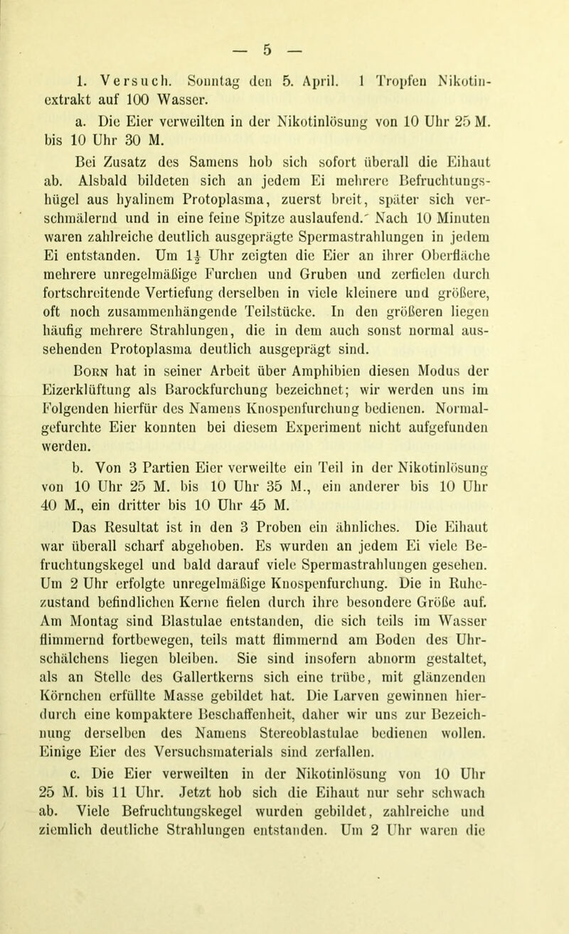 1. Versuch. Sonntag den 5. April. 1 Tropfen Nikotin- extrakt auf 100 Wasser. a. Die Eier verweilten in der Nikotinlösung von 10 Uhr 25 M. bis 10 Uhr 30 M. Bei Zusatz des Samens hob sich sofort überall die Eihaut ab. Alsbald bildeten sich an jedem Ei mehrere Befruchtungs- hügel aus hyalinem Protoplasma, zuerst breit, später sich ver- schmälernd und in eine feine Spitze auslaufend.' Nach 10 Minuten waren zahlreiche deutlich ausgeprägte Spermastrahlungen in jedem Ei entstanden. Um 1£ Uhr zeigten die Eier an ihrer Oberfläche mehrere unregelmäßige Furchen und Gruben und zerfielen durch fortschreitende Vertiefung derselben in viele kleinere und größere, oft noch zusammenhängende Teilstücke. In den größeren liegen häufig mehrere Strahlungen, die in dem auch sonst normal aus- sehenden Protoplasma deutlich ausgeprägt sind. Born hat in seiner Arbeit über Amphibien diesen Modus der Eizerklüftung als Barockfurchung bezeichnet; wir werden uns im Folgenden hierfür des Namens Knospenfurchung bedienen. Normal- gefurchte Eier konnten bei diesem Experiment nicht aufgefunden werden. b. Von 3 Partien Eier verweilte ein Teil in der Nikotinlösung von 10 Uhr 25 M. bis 10 Uhr 35 M., ein anderer bis 10 Uhr 40 M., ein dritter bis 10 Uhr 45 M. Das Resultat ist in den 3 Proben ein ähnliches. Die Eihaut war überall scharf abgehoben. Es wurden an jedem Ei viele Be- fruchtungskegel und bald darauf viele Spermastrahlungen gesehen. Um 2 Uhr erfolgte unregelmäßige Knospenfurchung. Die in Ruhe- zustand befindlichen Kerne fielen durch ihre besondere Größe auf. Am Montag sind Blastulae entstanden, die sich teils im Wasser flimmernd fortbewegen, teils matt flimmernd am Boden des Uhr- schälchens liegen bleiben. Sie sind insofern abnorm gestaltet, als an Stelle des Gallertkerns sich eine trübe, mit glänzenden Körnchen erfüllte Masse gebildet hat. Die Larven gewinnen hier- durch eine kompaktere Beschaffenheit, daher wir uns zur Bezeich- nung derselben des Namens Stereoblastulae bedienen wollen. Einige Eier des Versuchsmaterials sind zerfallen. c. Die Eier verweilten in der Nikotinlösung von 10 Uhr 25 M. bis 11 Uhr. Jetzt hob sich die Eihaut nur sehr schwach ab. Viele Befruchtungskegel wurden gebildet, zahlreiche und ziemlich deutliche Strahlungen entstanden. Um 2 Uhr waren die