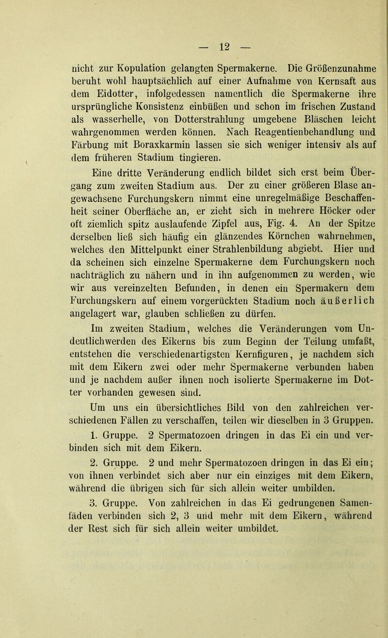nicht zur Kopulation gelangten Spermakerne. Die Größenzunahme beruht wohl hauptsächlich auf einer Aufnahme von Kernsaft aus dem Eidotter, infolgedessen namentlich die Spermakerne ihre ursprüngliche Konsistenz einbüßen und schon im frischen Zustand als wasserhelle, von Dotterstrahlung umgebene Bläschen leicht wahrgenommen werden können. Nach Reagentienbehandlung und Färbung mit Boraxkarmin lassen sie sich weniger intensiv als auf dem früheren Stadium tingieren. Eine dritte Veränderung endlich bildet sich erst beim Über- gang zum zweiten Stadium aus. Der zu einer größeren Blase an- gewachsene Furchungskern nimmt eine unregelmäßige Beschaffen- heit seiner Oberfläche an, er zieht sich in mehrere Höcker oder oft ziemlich spitz auslaufende Zipfel aus, Fig. 4. An der Spitze derselben ließ sich häufig ein glänzendes Körnchen wahrnehmen, welches den Mittelpunkt einer Strahlenbildung abgiebt. Hier und da scheinen sich einzelne Spermakerne dem Furchungskern noch nachträglich zu nähern und in ihn aufgenommen zu werden, wie wir aus vereinzelten Befunden, in denen eiu Spermakern dem Furchungskern auf einem vorgerückten Stadium noch äußerlich angelagert war, glauben schließen zu dürfen. Im zweiten Stadium, welches die Veränderungen vom Un- deutlichwerden des Eikerns bis zum Beginn der Teilung umfaßt, entstehen die verschiedenartigsten Kernfiguren, je nachdem sich mit dem Eikern zwei oder mehr Spermakerne verbunden haben und je nachdem außer ihnen noch isolierte Spermakerne im Dot- ter vorhanden gewesen sind. Um uns ein übersichtliches Bild von den zahlreichen ver- schiedenen Fällen zu verschaffen, teilen wir dieselben in 3 Gruppen. 1. Gruppe. 2 Spermatozoen dringen in das Ei ein und ver- binden sich mit dem Eikern. 2. Gruppe. 2 und mehr Spermatozoen dringen in das Ei ein; von ihnen verbindet sich aber nur ein einziges mit dem Eikern, während die übrigen sich für sich allein weiter umbilden. 3. Gruppe. Von zahlreichen in das Ei gedrungenen Samen- fäden verbinden sich 2, 3 und mehr mit dem Eikern, während der Rest sich für sich allein weiter umbildet.