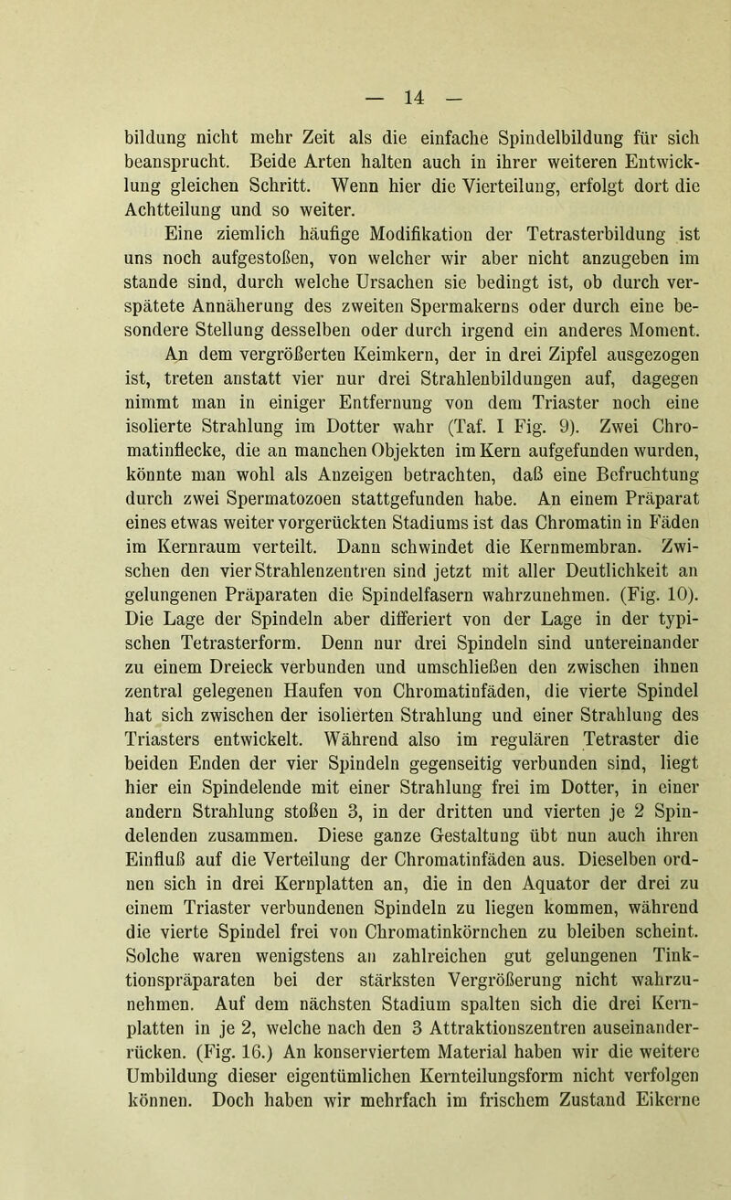 bildung nicht mehr Zeit als die einfache Spindelbildung für sich beansprucht. Beide Arten halten auch in ihrer weiteren Entwick- lung gleichen Schritt. Wenn hier die Vierteilung, erfolgt dort die Achtteilung und so weiter. Eine ziemlich häufige Modifikation der Tetrasterbildung ist uns noch aufgestoßen, von welcher wir aber nicht anzugeben im stände sind, durch welche Ursachen sie bedingt ist, ob durch ver- spätete Annäherung des zweiten Spermakerns oder durch eine be- sondere Stellung desselben oder durch irgend ein anderes Moment. An dem vergrößerten Keimkern, der in drei Zipfel ausgezogen ist, treten anstatt vier nur drei Strahlenbildungen auf, dagegen nimmt man in einiger Entfernung von dem Triaster noch eine isolierte Strahlung im Dotter wahr (Taf. I Fig. 9). Zwei Chro- matinflecke, die an manchen Objekten im Kern aufgefunden wurden, könnte man wohl als Anzeigen betrachten, daß eine Befruchtung durch zwei Spermatozoen stattgefunden habe. An einem Präparat eines etwas weiter vorgerückten Stadiums ist das Chromatin in Fäden im Kernraum verteilt. Dann schwindet die Kernmembran. Zwi- schen den vier Strahlenzentren sind jetzt mit aller Deutlichkeit an gelungenen Präparaten die Spindelfasern wahrzunehmen. (Fig. 10). Die Lage der Spindeln aber differiert von der Lage in der typi- schen Tetrasterform. Denn nur drei Spindeln sind untereinander zu einem Dreieck verbunden und umschließen den zwischen ihnen zentral gelegenen Haufen von Chromatiufäden, die vierte Spindel hat sich zwischen der isolierten Strahlung und einer Strahlung des Triasters entwickelt. Während also im regulären Tetraster die beiden Enden der vier Spindeln gegenseitig verbunden sind, liegt hier ein Spindelende mit einer Strahlung frei im Dotter, in einer andern Strahlung stoßen 3, in der dritten und vierten je 2 Spin- delenden zusammen. Diese ganze Gestaltung übt nun auch ihren Einfluß auf die Verteilung der Chromatinfäden aus. Dieselben ord- nen sich in drei Kernplatten an, die in den Äquator der drei zu einem Triaster verbundenen Spindeln zu liegen kommen, während die vierte Spindel frei von Chromatinkörnchen zu bleiben scheint. Solche waren wenigstens an zahlreichen gut gelungenen Tink- tionspräparaten bei der stärksten Vergrößerung nicht wahrzu- nehmen. Auf dem nächsten Stadium spalten sich die drei Kern- platten in je 2, welche nach den 3 Attraktionszentren auseinander- rücken. (Fig. 16.) An konserviertem Material haben wir die weitere Umbildung dieser eigentümlichen Kernteilungsform nicht verfolgen können. Doch haben wir mehrfach im frischem Zustand Eikerne