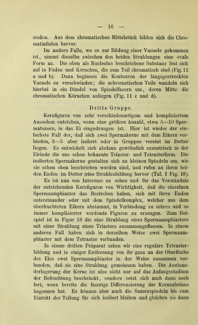 stoßen. Aus dem chromatischen Mittelstück bilden sich die Chro- matinfäden hervor. Im andern Falle, wo es zur Bildung einer Vacuole gekommen ist, nimmt dieselbe zwischen den beiden Strahlungen eine ovale Form an. Die oben als Nucleolus beschriebene Substanz löst sich auf in Fäden und Körnchen, die zum Teil chromatisch sind (Fig. 11 a und b). Dann beginnen die Kon touren der längsgestreckten Vacuole zu verschwinden; die achromatischen Teile wandeln sich hierbei in ein Bündel von Spindelfasern um, deren Mitte die chromatischen Körnchen anliegen (Fig. 11c und d). Dritte Gruppe. Kernfiguren von sehr verschiedenartigem und kompliziertem Aussehen entstehen, wenn eine größere Anzahl, etwa 5—10 Sper- matozoen, in das Ei eingedrungen ist. Hier ist wieder der ein- fachste Fall der, daß sich zwei Spermakerne mit dem Eikern ver- binden, 3—5 aber isoliert oder in Gruppen vereint im Dotter liegen. Es entwickelt sich alsdann gewöhnlich exzentrisch in der Eirinde die uns schon bekannte Triaster- und Tetrasterform. Die isolierten Spermakerne gestalten sich zu kleinen Spindeln um, wie sie schon oben beschrieben worden sind, und rufen an ihren bei- den Enden im Dotter (eine Strahlenbildung hervor (Taf. I Fig. 18). Es ist nun von Interesse zu sehen und für das Verständnis der entstehenden Kernfiguren von Wichtigkeit, daß die einzelnen Spermaamphiaster das Bestreben haben, sich mit ihren Enden untereinander oder mit dem Spindelkomplex, welcher aus dem überfruchteten Eikern abstammt, in Verbindung zu setzen und so immer komplizierter werdende Figuren zu erzeugen. Zum Bei- spiel ist in Figur 18 die eine Strahlung eines Spermaamphiasters mit einer Strahlung eines Triasters zusammengeflossen. In einem anderen Fall haben sich in derselben Weise zwei Spermaam- phiaster mit dem Tetraster verbunden. In einem dritten Präparat sahen wir eine reguläre Tetraster- bildung und in einiger Entfernung von ihr ganz an der Oberfläche des Eies zwei Spermaamphiaster in der Weise zusammen ver- bunden, daß sie eine Strahlung gemeinsam haben. Die Aneinan- derlagerung der Kerne ist also nicht nur auf das Anfangsstadium der Befruchtung beschränkt, sondern setzt sich auch dann noch fort, wenn bereits die faserige Differenzierung der Kernsubstanz begonnen hat. Es können aber auch die Samenspindeln bis zum Eintritt der Teilung für sich isoliert bleiben und gleichen sie dann
