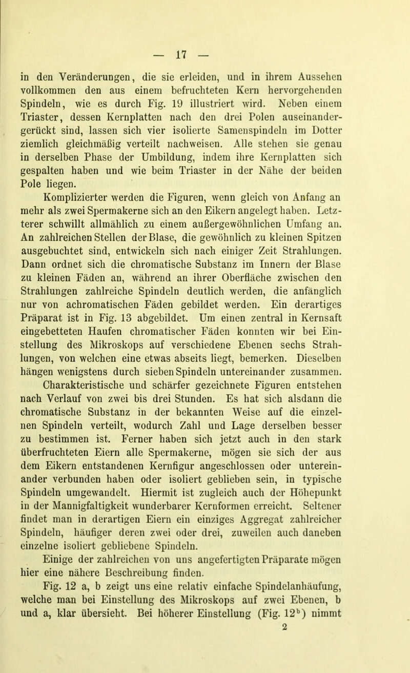 in den Veränderungen, die sie erleiden, und in ihrem Aussehen vollkommen den aus einem befruchteten Kern hervorgehenden Spindeln, wie es durch Fig. 19 illustriert wird. Neben einem Triaster, dessen Kernplatten nach den drei Polen auseinander- gerückt sind, lassen sich vier isolierte Samenspindeln im Dotter ziemlich gleichmäßig verteilt nachweisen. Alle stehen sie genau in derselben Phase der Umbildung, indem ihre Kernplatten sich gespalten haben und wie beim Triaster in der Nähe der beiden Pole liegen. Komplizierter werden die Figuren, wenn gleich von Anfang an mehr als zwei Spermakerne sich an den Eikern angelegt haben. Letz- terer schwillt allmählich zu einem außergewöhnlichen Umfang an. An zahlreichen Stellen der Blase, die gewöhnlich zu kleinen Spitzen ausgebuchtet sind, entwickeln sich nach einiger Zeit Strahlungen. Dann ordnet sich die chromatische Substanz im Innern der Blase zu kleinen Fäden an, während an ihrer Oberfläche zwischen den Strahlungen zahlreiche Spindeln deutlich werden, die anfänglich nur von achromatischen Fäden gebildet werden. Ein derartiges Präparat ist in Fig. 13 abgebildet. Um einen zentral in Kernsaft eingebetteten Haufen chromatischer Fäden konnten wir bei Ein- stellung des Mikroskops auf verschiedene Ebenen sechs Strah- lungen, von welchen eine etwas abseits liegt, bemerken. Dieselben hängen wenigstens durch sieben Spindeln untereinander zusammen. Charakteristische und schärfer gezeichnete Figuren entstehen nach Verlauf von zwei bis drei Stunden. Es hat sich alsdann die chromatische Substanz in der bekannten Weise auf die einzel- nen Spindeln verteilt, wodurch Zahl und Lage derselben besser zu bestimmen ist. Ferner haben sich jetzt auch in den stark überfruchteten Eiern alle Spermakerne, mögen sie sich der aus dem Eikern entstandenen Kernfigur angeschlossen oder unterein- ander verbunden haben oder isoliert geblieben sein, in typische Spindeln umgewandelt. Hiermit ist zugleich auch der Höhepunkt in der Mannigfaltigkeit wunderbarer Keruformen erreicht. Seltener findet man in derartigen Eiern ein einziges Aggregat zahlreicher Spindeln, häufiger deren zwei oder drei, zuweilen auch daneben einzelne isoliert gebliebene Spindeln. Einige der zahlreichen von uns angefertigten Präparate mögen hier eine nähere Beschreibung finden. Fig. 12 a, b zeigt uns eine relativ einfache Spindelanhäufung, welche man bei Einstellung des Mikroskops auf zwei Ebenen, b und a, klar übersieht. Bei höherer Einstellung (Fig. 12b) nimmt 2