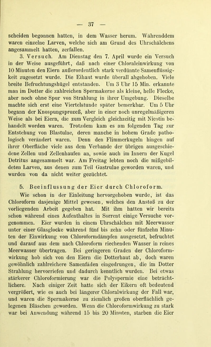 scheiden begonnen hatten, in dem Wasser herum. Währenddem waren einzelne Larven, welche sich am Grund des Uhrschälchens angesammelt hatten, zerfallen. 3. Versuch. Am Dienstag den 7. April wurde ein Versuch in der Weise ausgeführt, daß nach einer Chloraleinwirkung von 10 Minuten den Eiern außerordentlich stark verdünnte Samenflüssig- keit zugesetzt wurde. Die Eihaut wurde überall abgehoben. Viele breite Befruchtungshügel entstanden. Um 3 Uhr 15 Min. erkannte man im Dotter die zahlreichen Spermakerne als kleine, helle Flecke, aber noch ohne Spur von Strahlung in ihrer Umgebung. Dieselbe machte sich erst eine Viertelstunde später bemerkbar. Um 5 Uhr begann der Knospungsprozeß, aber in einer noch unregelmäßigeren Weise als bei Eiern, die zum Vergleich gleichzeitig mit Nicotin be- handelt worden waren. Trotzdem kam es am folgenden Tag zur Entstehung von Blastulae, deren manche in hohem Grade patho- logisch verändert waren. Denn den Flimmerkugeln hingen auf ihrer Oberfläche viele aus dem Verbände der übrigen ausgeschie- dene Zellen und Zellenhaufen an, sowie auch im Innern der Kugel Detritus angesammelt war. Am Freitag lebten noch die mißgebil- deten Larven, aus denen zum Teil Gastrulae geworden waren, und wurden von da nicht weiter gezüchtet. 5. Beeinflussung der Eier durch Chloroform. Wie schon in der Einleitung hervorgehoben wurde, ist das Chloroform dasjenige Mittel gewesen, welches den Anstoß zu der vorliegenden Arbeit gegeben hat. Mit ihm hatten wir bereits schon während eines Aufenthaltes in Sorrent einige Versuche vor- genommen. Eier wurden in einem Uhrschälchen mit Meerwasser unter einer Glasglocke während fünf bis zehn oder fünfzehn Minu- ten der Einwirkung von Chloroformdämpfen ausgesetzt, befruchtet und darauf aus dem nach Chloroform riechenden Wasser in reines Meerwasser übertragen. Bei geringeren Graden der Chloroform- wirkung hob sich von den Eiern die Dotterhaut ab, doch waren gewöhnlich zahlreichere Samenfäden eingedrungen, die im Dotter Strahlung hervorriefen und dadurch kenntlich wurden. Bei etwas stärkerer Chloroformierung war die Polyspermie eine beträcht- lichere. Nach einiger Zeit hatte sich der Eikern oft bedeutend vergrößert, wie es auch bei längerer Chloralwirkung der Fall war, und waren die Spermakerne zu ziemlich großen oberflächlich ge- legenen Bläschen geworden. Wenn die Chloroformwirkung zu stark war bei Anwendung während 15 bis 20 Minuten, starben die Eier