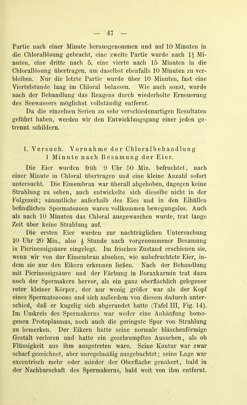 Partie nach einer Minute lierausgenommen und auf 10 Minuten in die Chlorallösung gebracht, eine zweite Partie wurde nach l\ Mi- nuten, eine dritte nach 5, eine vierte nach 15 Minuten in die Chlorallösung übertragen, um daselbst ebenfalls 10 Minuten zu ver- bleiben. Nur die letzte Partie wurde über 10 Minuten, fast eine Viertelstunde lang im Chloral belassen. Wie auch sonst, wurde nach der Behandlung das Reagens durch wiederholte Erneuerung des Seewassers möglichst vollständig entfernt. Da die einzelnen Serien zu sehr verschiedenartigen Resultaten geführt haben, werden wir den Entwicklungsgang einer jeden ge- trennt schildern. 1. Versuch. Vornahme der Chloralbehandlung 1 Minute nach Besamung der Eier. Die Eier wurden früh 9 Uhr 50 Min. befruchtet, nach einer Minute in Chloral übertragen und eine kleine Anzahl sofort untersucht. Die Eimembran war überall abgehoben, dagegen keine Strahlung zu sehen, auch entwickelte sich dieselbe nicht in der Folgezeit; sämmtliche außerhalb des Eies und in den Eihüllen befindlichen Spermatozoen waren vollkommen bewegungslos. Auch als nach 10 Minuten das Chloral ausgewaschen wurde, trat lange Zeit über keine Strahlung auf. Die ersten Eier wurden zur nachträglichen Untersuchung 10 Uhr 20 Min., also \ Stunde nach vorgenommener Besamung in Picrinessigsäure eingelegt. Im frischen Zustand erschienen sie, wenn wir von der Eimembran absehen, wie unbefruchtete Eier, in- dem sie nur den Eikern erkennen ließen. Nach der Behandlung mit Picrinessigsäure und der Färbung in Boraxkarmin trat dazu noch der Spermakern hervor, als ein ganz oberflächlich gelegener roter kleiner Körper, der nur wenig größer war als der Kopf eines Spermatozoons und sich außerdem von diesem dadurch unter- schied, daß er kugelig sich abgerundet hatte (Tafel III, Fig. 14). Im Umkreis des Spermakerns war weder eine Anhäufung homo- genen Protoplasmas, noch auch die geringste Spur von Strahlung zu bemerken. Der Eikern hatte seine normale bläschenförmige Gestalt verloren und hatte ein geschrumpftes Aussehen, als ob Flüssigkeit aus ihm ausgetreten wäre. Seine Kontur war zwar scharf gezeichnet, aber unregelmäßig ausgebuchtet; seine Lage war excentrisch mehr oder minder der Oberfläche genähert, bald in der Nachbarschaft des Spermakerns, bald weit von ihm entfernt.