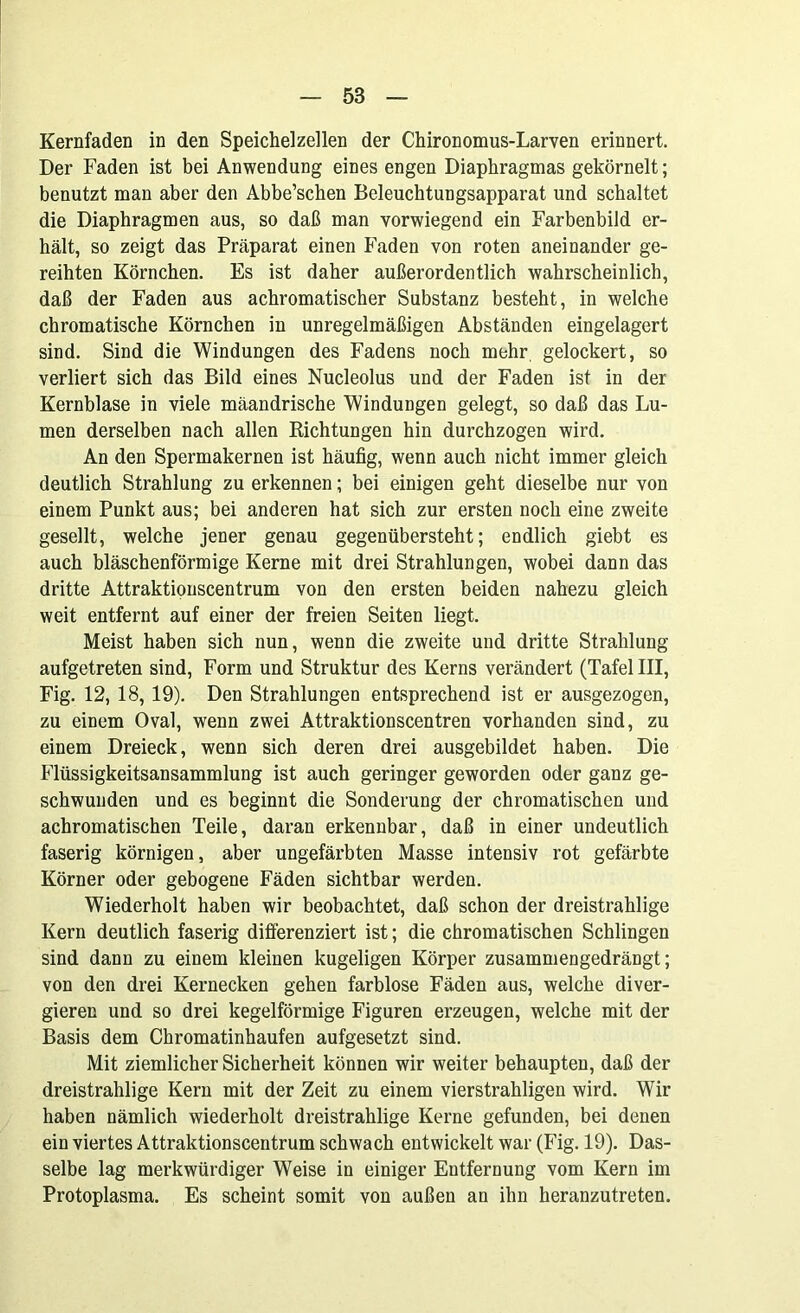 Kernfaden in den Speichelzellen der Chironomus-Larven erinnert. Der Faden ist bei Anwendung eines engen Diaphragmas gekörnelt; benutzt man aber den Abbe’schen Beleuchtungsapparat und schaltet die Diaphragmen aus, so daß man vorwiegend ein Farbenbild er- hält, so zeigt das Präparat einen Faden von roten aneinander ge- reihten Körnchen. Es ist daher außerordentlich wahrscheinlich, daß der Faden aus achromatischer Substanz besteht, in welche chromatische Körnchen in unregelmäßigen Abständen eingelagert sind. Sind die Windungen des Fadens noch mehr gelockert, so verliert sich das Bild eines Nucleolus und der Faden ist in der Kernblase in viele mäandrische Windungen gelegt, so daß das Lu- men derselben nach allen Richtungen hin durchzogen wird. An den Spermakernen ist häufig, wenn auch nicht immer gleich deutlich Strahlung zu erkennen; bei einigen geht dieselbe nur von einem Punkt aus; bei anderen hat sich zur ersten noch eine zweite gesellt, welche jener genau gegenübersteht; endlich giebt es auch bläschenförmige Kerne mit drei Strahlungen, wobei dann das dritte Attraktionscentrum von den ersten beiden nahezu gleich weit entfernt auf einer der freien Seiten liegt. Meist haben sich nun, wenn die zweite und dritte Strahlung aufgetreten sind, Form und Struktur des Kerns verändert (Tafel III, Fig. 12, 18, 19). Den Strahlungen entsprechend ist er ausgezogen, zu einem Oval, wenn zwei Attraktionscentren vorhanden sind, zu einem Dreieck, wenn sich deren drei ausgebildet haben. Die Flüssigkeitsansammlung ist auch geringer geworden oder ganz ge- schwunden und es beginnt die Sonderung der chromatischen und achromatischen Teile, daran erkennbar, daß in einer undeutlich faserig körnigen, aber ungefärbten Masse intensiv rot gefärbte Körner oder gebogene Fäden sichtbar werden. Wiederholt haben wir beobachtet, daß schon der dreistrahlige Kern deutlich faserig differenziert ist; die chromatischen Schlingen sind dann zu einem kleinen kugeligen Körper zusammengedrängt; von den drei Kernecken gehen farblose Fäden aus, welche diver- gieren und so drei kegelförmige Figuren erzeugen, welche mit der Basis dem Chromatinhaufen aufgesetzt sind. Mit ziemlicher Sicherheit können wir weiter behaupten, daß der dreistrahlige Kern mit der Zeit zu einem vierstrahligen wird. Wir haben nämlich wiederholt dreistrahlige Kerne gefunden, bei denen ein viertes Attraktionscentrum schwach entwickelt war (Fig. 19). Das- selbe lag merkwürdiger Weise in einiger Entfernung vom Kern im Protoplasma. Es scheint somit von außen an ihn heranzutreten.