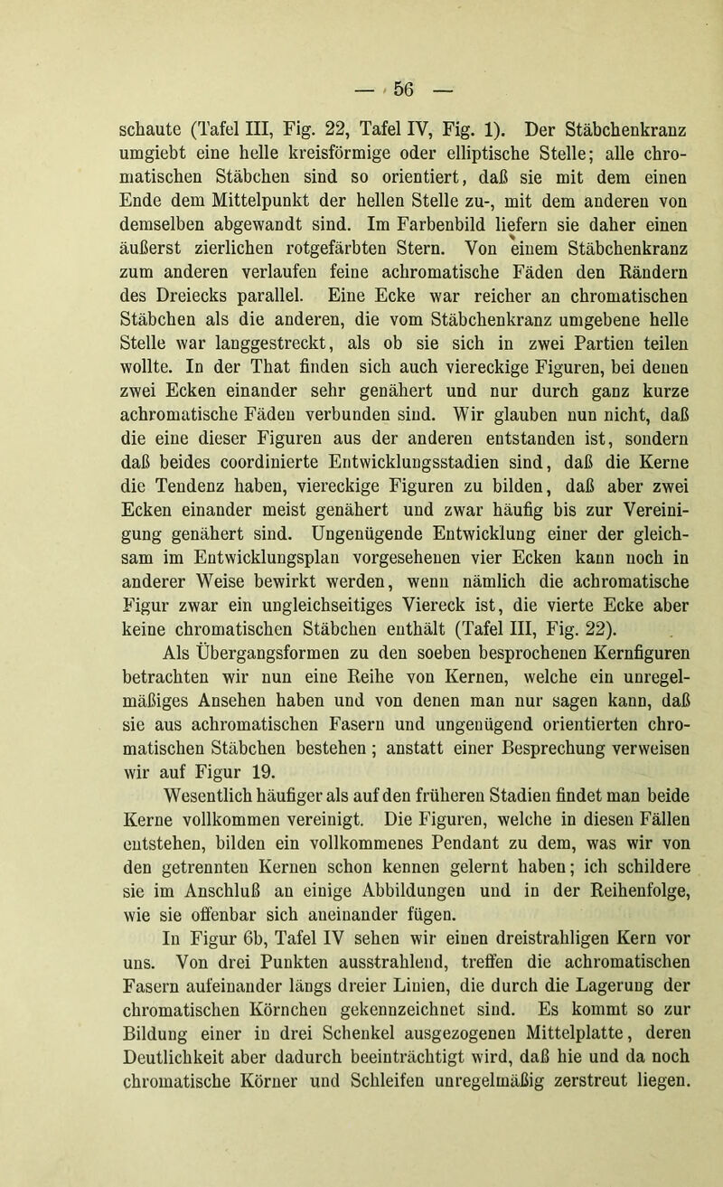 schaute (Tafel III, Fig. 22, Tafel IV, Fig. 1). Der Stäbchenkranz umgiebt eine helle kreisförmige oder elliptische Stelle; alle chro- matischen Stäbchen sind so orientiert, daß sie mit dem einen Ende dem Mittelpunkt der hellen Stelle zu-, mit dem anderen von demselben abgewandt sind. Im Farbenbild liefern sie daher einen äußerst zierlichen rotgefärbten Stern. Von einem Stäbchenkranz zum anderen verlaufen feine achromatische Fäden den Rändern des Dreiecks parallel. Eine Ecke war reicher an chromatischen Stäbchen als die anderen, die vom Stäbchenkranz umgebene helle Stelle war langgestreckt, als ob sie sich in zwei Partien teilen wollte. In der That finden sich auch viereckige Figuren, bei denen zwei Ecken einander sehr genähert und nur durch ganz kurze achromatische Fäden verbunden sind. Wir glauben nun nicht, daß die eine dieser Figuren aus der anderen entstanden ist, sondern daß beides coordinierte Entwicklungsstadien sind, daß die Kerne die Tendenz haben, viereckige Figuren zu bilden, daß aber zwei Ecken einander meist genähert und zwar häufig bis zur Vereini- gung genähert sind. Ungenügende Entwicklung einer der gleich- sam im Entwicklungsplan vorgesehenen vier Ecken kann uoch in anderer Weise bewirkt werden, wenn nämlich die achromatische Figur zwar ein ungleichseitiges Viereck ist, die vierte Ecke aber keine chromatischen Stäbchen enthält (Tafel III, Fig. 22). Als Übergangsformen zu den soeben besprochenen Kernfiguren betrachten wir nun eine Reihe von Kernen, welche ein unregel- mäßiges Ansehen haben und von denen man nur sagen kann, daß sie aus achromatischen Fasern und ungenügend orientierten chro- matischen Stäbchen bestehen; anstatt einer Besprechung verweisen wir auf Figur 19. Wesentlich häufiger als auf den früheren Stadien findet man beide Kerne vollkommen vereinigt. Die Figuren, welche in diesen Fällen entstehen, bilden ein vollkommenes Pendant zu dem, was wir von den getrennten Kernen schon kennen gelernt haben; ich schildere sie im Anschluß an einige Abbildungen und in der Reihenfolge, wie sie offenbar sich aneinander fügen. In Figur 6b, Tafel IV sehen wir einen dreistrahligen Kern vor uns. Von drei Punkten ausstrahlend, treffen die achromatischen Fasern aufeinander längs dreier Liuien, die durch die Lagerung der chromatischen Körnchen gekennzeichnet sind. Es kommt so zur Bildung einer in drei Schenkel ausgezogenen Mittelplatte, deren Deutlichkeit aber dadurch beeinträchtigt wird, daß hie und da noch chromatische Körner und Schleifen unregelmäßig zerstreut liegen.