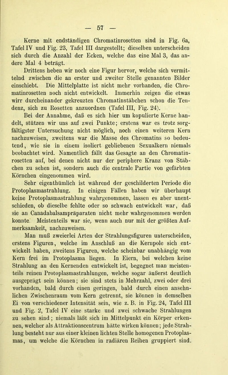 Kerne mit endständigen Chromatinrosetten sind in Fig. 6a, Tafel IV und Fig. 23, Tafel III dargestellt; dieselben unterscheiden sich durch die Anzahl der Ecken, welche das eine Mal 3, das an- dere Mal 4 beträgt. Drittens heben wir noch eine Figur hervor, welche sich vermit- telnd zwischen die an erster und zweiter Stelle genannten Bilder einschiebt. Die Mittelplatte ist nicht mehr vorhanden, die Chro- matinrosetten noch nicht entwickelt. Immerhin zeigen die etwas wirr durcheinander gekreuzten Chromatinstäbchen schon die Ten- denz, sich zu Rosetten anzuordnen (Tafel III, Fig. 24). Bei der Annahme, daß es sich hier um kopulierte Kerne han- delt, stützen wir uns auf zwei Punkte; erstens war es trotz sorg- fältigster Untersuchung nicht möglich, noch einen weiteren Kern nachzuweisen, zweitens war die Masse des Chromatins so bedeu- tend, wie sie in einem isoliert gebliebenen Sexualkern niemals beobachtet wird. Namentlich fällt das Gesagte an den Chromatin- rosetten auf, bei denen nicht nur der periphere Kranz von Stäb- chen zu sehen ist, sondern auch die centrale Partie von gefärbten Körnchen eingenommen wird. Sehr eigenthümlich ist während der geschilderten Periode die Protoplasmastrahlung. In einigen Fällen haben wir überhaupt keine Protoplasmastrahlung wahrgenommen, lassen es aber unent- schieden, ob dieselbe fehlte oder so schwach entwickelt war, daß sie an Canadabalsampräparaten nicht mehr wahrgenommen werden konnte. Meistenteils war sie, wenn auch nur mit der größten Auf- merksamkeit, nachzuweisen. Man muß zweierlei Arten der Strahlungsfiguren unterscheiden, erstens Figuren, welche im Anschluß an die Kernpole sich ent- wickelt haben, zweitens Figuren, welche scheinbar unabhängig vom Kern frei im Protoplasma liegen. In Eiern, bei welchen keine Strahlung an den Kernenden entwickelt ist, begegnet man meisten- teils reinen Protoplasmastrahlungen, welche sogar äußerst deutlich ausgeprägt sein können; sie sind stets in Mehrzahl, zwei oder drei vorhanden, bald durch einen geringen, bald durch einen ansehn- lichen Zwischenraum vom Kern getrennt, sie können in demselben Ei von verschiedener Intensität sein, wie z. B. in Fig. 24, Tafel III und Fig. 2, Tafel IV eine starke und zwei schwache Strahlungen zu sehen sind; niemals läßt sich im Mittelpunkt ein Körper erken- nen, welcher als Attraktionscentrum hätte wirken können; jede Strah- lung besteht nur aus einer kleinen lichten Stelle homogenen Protoplas- mas, um welche die Körnchen in radiären Reihen gruppiert sind.