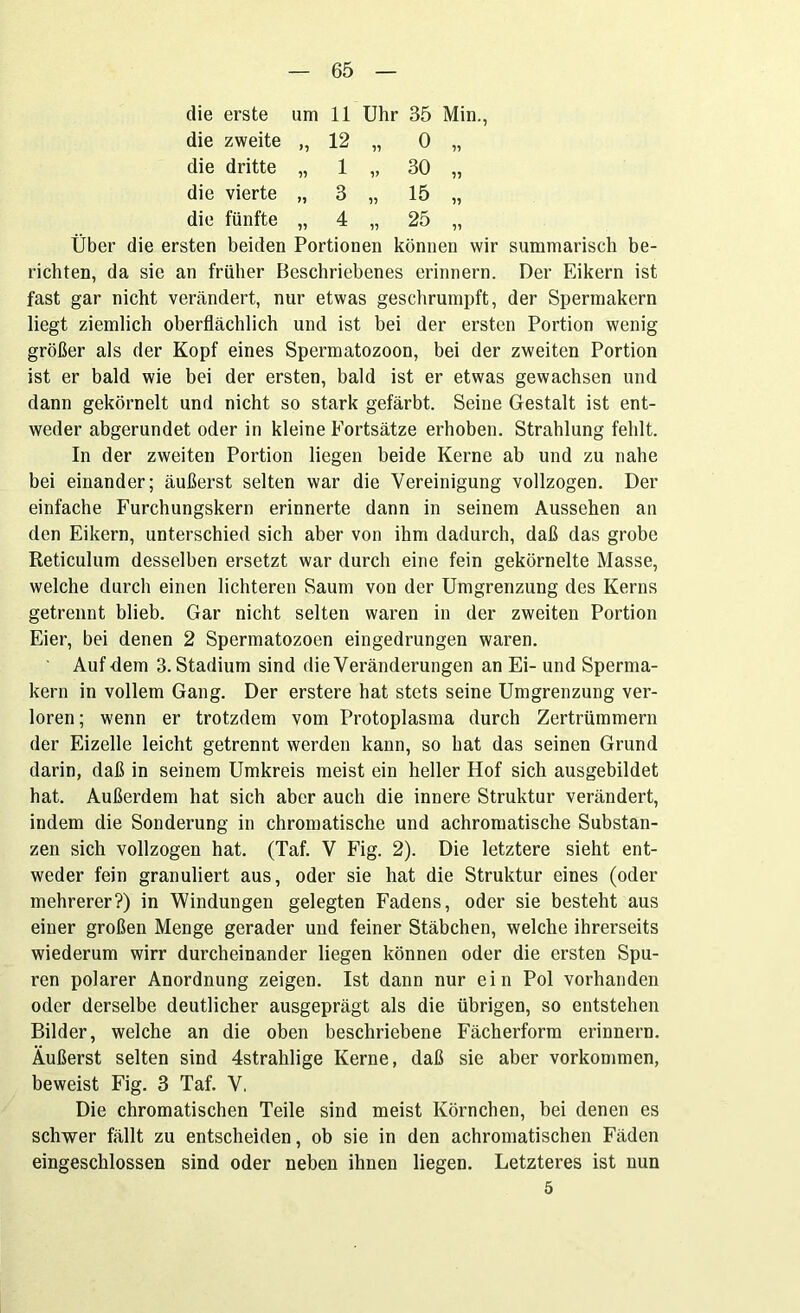 die erste um 11 Uhr 35 Min., die zweite „ 12 „ 0 „ die dritte „ 1 „ 30 „ die vierte „ 3 „ 15 „ die fünfte „ 4 „ 25 „ Über die ersten beiden Portionen können wir summarisch be- richten, da sie an früher Beschriebenes erinnern. Der Eikern ist fast gar nicht verändert, nur etwas geschrumpft, der Spermakern liegt ziemlich oberflächlich und ist bei der ersten Portion wenig größer als der Kopf eines Spermatozoon, bei der zweiten Portion ist er bald wie bei der ersten, bald ist er etwas gewachsen und dann gekörnelt und nicht so stark gefärbt. Seine Gestalt ist ent- weder abgerundet oder in kleine Fortsätze erhoben. Strahlung fehlt. In der zweiten Portion liegen beide Kerne ab und zu nahe bei einander; äußerst selten war die Vereinigung vollzogen. Der einfache Furchungskern erinnerte dann in seinem Aussehen an den Eikern, unterschied sich aber von ihm dadurch, daß das grobe Reticulum desselben ersetzt war durch eine fein gekörnelte Masse, welche durch einen lichteren Saum von der Umgrenzung des Kerns getrennt blieb. Gar nicht selten waren in der zweiten Portion Eier, bei denen 2 Spermatozoen eingedrungen waren. Auf dem 3. Stadium sind die Veränderungen an Ei- und Sperma- kern in vollem Gang. Der erstere hat stets seine Umgrenzung ver- loren; wenn er trotzdem vom Protoplasma durch Zertrümmern der Eizelle leicht getrennt werden kann, so hat das seinen Grund darin, daß in seinem Umkreis meist ein heller Hof sich ausgebildet hat. Außerdem hat sich aber auch die innere Struktur verändert, indem die Sonderung in chromatische und achromatische Substan- zen sich vollzogen hat. (Taf. V Fig. 2). Die letztere sieht ent- weder fein granuliert aus, oder sie hat die Struktur eines (oder mehrerer?) in Windungen gelegten Fadens, oder sie besteht aus einer großen Menge gerader und feiner Stäbchen, welche ihrerseits wiederum wirr durcheinander liegen können oder die ersten Spu- ren polarer Anordnung zeigen. Ist dann nur ein Pol vorhanden oder derselbe deutlicher ausgeprägt als die übrigen, so entstehen Bilder, welche an die oben beschriebene Fächerform erinnern. Äußerst selten sind 4strahlige Kerne, daß sie aber Vorkommen, beweist Fig. 3 Taf. V, Die chromatischen Teile sind meist Körnchen, bei denen es schwer fällt zu entscheiden, ob sie in den achromatischen Fäden eingeschlossen sind oder neben ihnen liegen. Letzteres ist nun 5