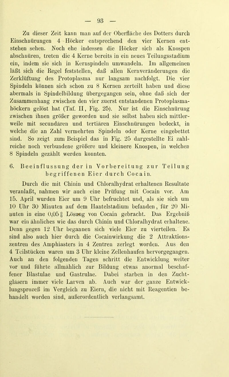 Zu dieser Zeit kann man auf der Oberfläche des Dotters durch Einschnürungen 4 Höcker entsprechend den vier Kernen ent- stehen sehen. Noch ehe indessen die Höcker sich als Knospen abschnüren, treten die 4 Kerne bereits in ein neues Teilungsstadium ein, indem sie sich in Kernspindeln umwandeln. Im allgemeinen läßt sich die Regel feststellen, daß allen Kernveränderungen die Zerklüftung des Protoplasma nur langsam nachfolgt. Die vier Spindeln können sich schon zu 8 Kernen zerteilt haben und diese abermals in Spindelbildung übergegangen sein, ohne daß sich der Zusammenhang zwischen den vier zuerst entstandenen Protoplasma- höckern gelöst hat (Taf. II, Fig. 25). Nur ist die Einschnürung zwischen ihnen größer geworden und sie selbst haben sich mittler- weile mit secuudären und tertiären Einschnürungen bedeckt, in welche die an Zahl vermehrten Spindeln oder Kerne eingebettet sind. So zeigt zum Beispiel das in Fig. 25 dargestellte Ei zahl- reiche noch verbundene größere und kleinere Knospen, in welchen 8 Spindeln gezählt werden konnten. 6. Beeinflussung der in Vorbereitung zur Teilung begriffenen Eier durch Cocain. Durch die mit Chinin und Chloralhydrat erhaltenen Resultate veranlaßt, nahmen wir auch eine Prüfung mit Cocain vor. Am 15. April wurden Eier um 9 Uhr befruchtet und, als sie sich um 10 Uhr 30 Minuten auf dem Hantelstadium befanden, für 20 Mi- nuten in eine 0,05$ Lösung von Cocain gebracht. Das Ergebniß war ein ähnliches wie das durch Chinin und Chloralhydrat erhaltene. Denn gegen 12 Uhr begannen sich viele Eier zu vierteilen. Es sind also auch hier durch die Cocainwirkung die 2 Attraktions- zentren des Amphiasters in 4 Zentren zerlegt worden. Aus den 4 Teilstücken waren um 3 Uhr kleine Zellenhaufen hervorgegangen. Auch au den folgenden Tagen schritt die Entwicklung weiter vor und führte allmählich zur Bildung etwas anormal beschaf- fener Blastulae und Gastrulae. Dabei starben in den Zucht- gläsern immer viele Larven ab. Auch war der ganze Entwick- lungsprozeß im Vergleich zu Eiern, die nicht mit Reagentien be- handelt worden sind, außerordentlich verlangsamt.