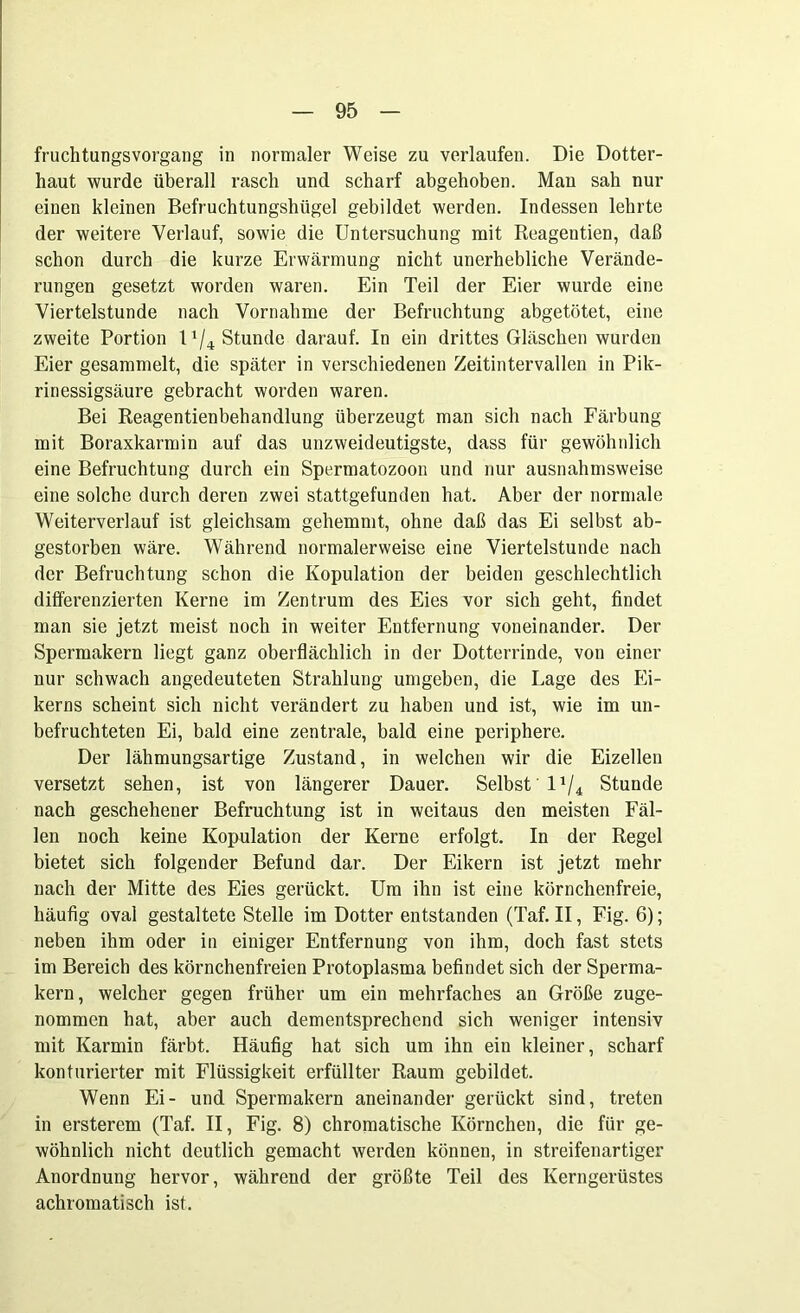 fruchtungsvorgang in normaler Weise zu verlaufen. Die Dotter- haut wurde überall rasch und scharf abgehoben. Man sah nur einen kleinen Befruchtungshügel gebildet werden. Indessen lehrte der weitere Verlauf, sowie die Untersuchung mit Reagentien, daß schon durch die kurze Erwärmung nicht unerhebliche Verände- rungen gesetzt worden waren. Ein Teil der Eier wurde eine Viertelstunde nach Vornahme der Befruchtung abgetötet, eine zweite Portion l'/4 Stunde darauf. In ein drittes Gläschen wurden Eier gesammelt, die später in verschiedenen Zeitintervallen in Pik- rinessigsäure gebracht worden waren. Bei Reagentienbehandlung überzeugt man sich nach Färbung mit Boraxkarmin auf das unzweideutigste, dass für gewöhnlich eine Befruchtung durch ein Spermatozoon und nur ausnahmsweise eine solche dui’ch deren zwei stattgefunden hat. Aber der normale Weiterverlauf ist gleichsam gehemmt, ohne daß das Ei selbst ab- gestorben wäre. Während normalerweise eine Viertelstunde nach der Befruchtung schon die Kopulation der beiden geschlechtlich differenzierten Kerne im Zentrum des Eies vor sich geht, findet man sie jetzt meist noch in weiter Entfernung voneinander. Der Spermakern liegt ganz oberflächlich in der Dotterrinde, von einer nur schwach angedeuteten Strahlung umgeben, die Lage des Ei- kerns scheint sich nicht verändert zu haben und ist, wie im un- befruchteten Ei, bald eine zentrale, bald eine periphere. Der lähmungsartige Zustand, in welchen wir die Eizellen versetzt sehen, ist von längerer Dauer. Selbst' l1/* Stunde nach geschehener Befruchtung ist in weitaus den meisten Fäl- len noch keine Kopulation der Kerne erfolgt. In der Regel bietet sich folgender Befund dar. Der Eikern ist jetzt mehr nach der Mitte des Eies gerückt. Um ihn ist eine körnchenfreie, häufig oval gestaltete Stelle im Dotter entstanden (Taf. II, Fig. 6); neben ihm oder in einiger Entfernung von ihm, doch fast stets im Bereich des körnchenfreien Protoplasma befindet sich der Sperma- kern, welcher gegen früher um ein mehrfaches an Größe zuge- nommen hat, aber auch dementsprechend sich weniger intensiv mit Karmin färbt. Häufig hat sich um ihn ein kleiner, scharf konturierter mit Flüssigkeit erfüllter Raum gebildet. Wenn Ei- und Spermakern aneinander gerückt sind, treten in ersterem (Taf. II, Fig. 8) chromatische Körnchen, die für ge- wöhnlich nicht deutlich gemacht werden können, in streifenartiger Anordnung hervor, während der größte Teil des Kerngerüstes achromatisch ist.