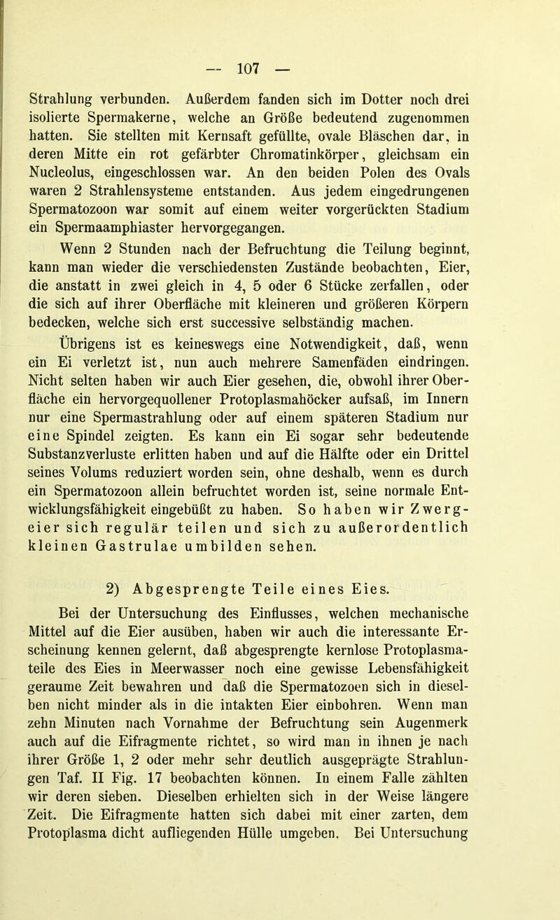 Strahlung verbunden. Außerdem fanden sich im Dotter noch drei isolierte Spermakerne, welche an Größe bedeutend zugenommen hatten. Sie stellten mit Kernsaft gefüllte, ovale Bläschen dar, in deren Mitte ein rot gefärbter Chromatinkörper, gleichsam ein Nucleolus, eingeschlossen war. An den beiden Polen des Ovals waren 2 Strahlensysteme entstanden. Aus jedem eingedrungenen Spermatozoon war somit auf einem weiter vorgerückten Stadium ein Spermaamphiaster hervorgegangen. Wenn 2 Stunden nach der Befruchtung die Teilung beginnt, kann man wieder die verschiedensten Zustände beobachten, Eier, die anstatt in zwei gleich in 4, 5 oder 6 Stücke zerfallen, oder die sich auf ihrer Oberfläche mit kleineren und größeren Körpern bedecken, welche sich erst successive selbständig machen. Übrigens ist es keineswegs eine Notwendigkeit, daß, wenn ein Ei verletzt ist, nun auch mehrere Samenfäden eindringen. Nicht selten haben wir auch Eier gesehen, die, obwohl ihrer Ober- fläche ein hervorgequollener Protoplasmahöcker aufsaß, im Innern nur eine Spermastrahlung oder auf einem späteren Stadium nur eine Spindel zeigten. Es kann ein Ei sogar sehr bedeutende Substanzverluste erlitten haben und auf die Hälfte oder ein Drittel seines Volums reduziert worden sein, ohne deshalb, wenn es durch ein Spermatozoon allein befruchtet worden ist, seine normale Ent- wicklungsfähigkeit eingebüßt zu haben. So haben wir Zwerg- eier sich regulär teilen und sich zu außerordentlich kleinen Gastrulae umbilden sehen. 2) Abgesprengte Teile eines Eies. Bei der Untersuchung des Einflusses, welchen mechanische Mittel auf die Eier ausüben, haben wir auch die interessante Er- scheinung kennen gelernt, daß abgesprengte kernlose Protoplasma- teile des Eies in Meerwasser noch eine gewisse Lebensfähigkeit geraume Zeit bewahren und daß die Spermatozoen sich in diesel- ben nicht minder als in die intakten Eier einbohren. Wenn man zehn Minuten nach Vornahme der Befruchtung sein Augenmerk auch auf die Eifragmente richtet, so wird man in ihnen je nach ihrer Größe 1, 2 oder mehr sehr deutlich ausgeprägte Strahlun- gen Taf. II Fig. 17 beobachten können. In einem Falle zählten wir deren sieben. Dieselben erhielten sich in der Weise längere Zeit. Die Eifragmente hatten sich dabei mit einer zarten, dem Protoplasma dicht aufliegenden Hülle umgeben. Bei Untersuchung