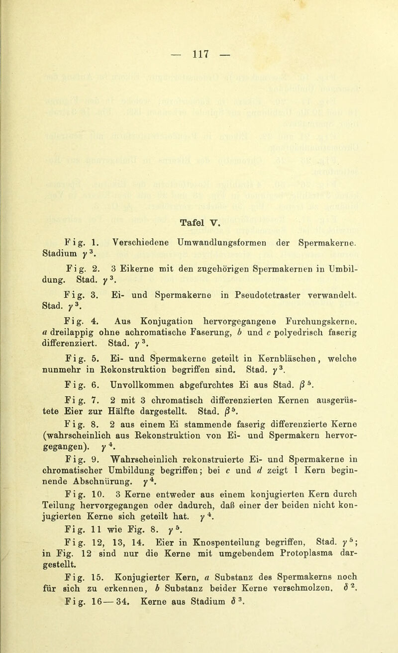 Tafel V. Fig. 1. Verschiedene Umwandlungsformen der Spermakerne. Stadium y 3. Fig. 2. 3 Eikerne mit den zugehörigen Spermakernen in Umbil- dung. Stad, y 3. Fig. 3. Ei- und Spermakerne in Pseudotetraster verwandelt. Stad, y 3. Fig. 4. Aus Konjugation hervorgegangene Furchungskerne. a dreilappig ohne achromatische Faserung, b und c polyedrisch faserig differenziert. Stad, y 3. Fig. 5. Ei- und Spermakerne geteilt in Kernbläschen, welche nunmehr in Rekonstruktion begriffen sind. Stad. y3. Fig. 6. Unvollkommen abgefurchtes Ei aus Stad, ß5. Fig. 7. 2 mit 3 chromatisch differenzierten Kernen ausgerüs- tete Eier zur Hälfte dargestellt. Stad. ßb. F i g. 8. 2 aus einem Ei stammende faserig differenzierte Kerne (wahrscheinlich aus Rekonstruktion von Ei- und Spermakern hervor- gegangen). y 4. Fig. 9. Wahrscheinlich rekonstruierte Ei- und Spermakerne in chromatischer Umbildung begriffen; bei c und d zeigt 1 Kern begin- nende Abschnürung, y4. Fig. 10. 3 Kerne entweder aus einem konjugierten Kern durch Teilung hervorgegangen oder dadurch, daß einer der beiden nicht kon- jugierten Kerne sich geteilt hat. y 4. Fig. 11 wie Fig. 8. yä. Fig. 12, 13, 14. Eier in Knospenteilung begriffen, Stad, y5; in Fig. 12 sind nur die Kerne mit umgebendem Protoplasma dar- gestellt. Fig. 15. Konjugierter Kern, a Substanz des Spermakerns noch für sich zu erkennen, b Substanz beider Kerne verschmolzen, 82. Fig. 16—34, Kerne aus Stadium 8 3.