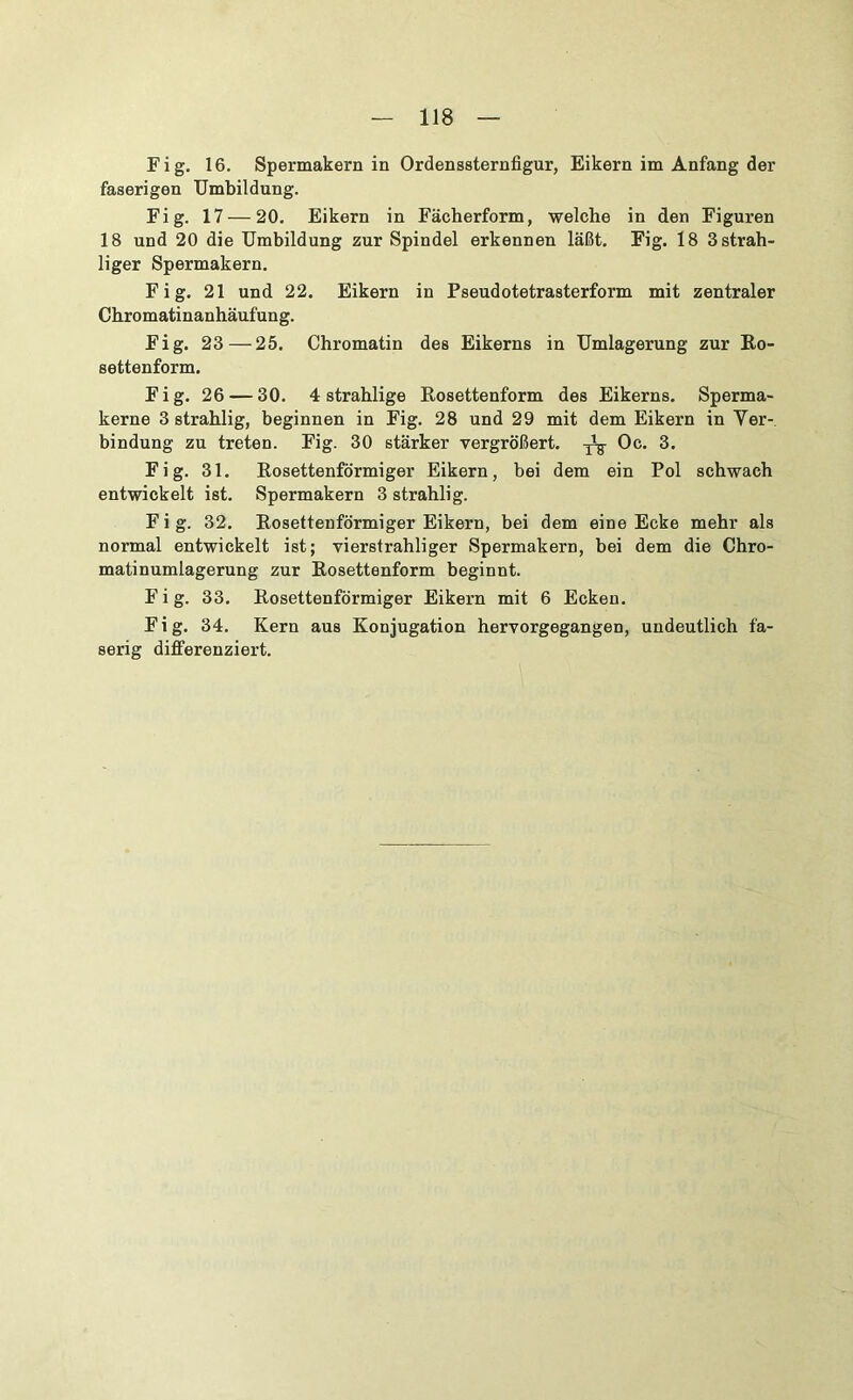 Fig. 16. Spermakern in Ordenssternfigur, Eikern im Anfang der faserigen Umbildung. Fig. 17 — 20. Eikern in Fächerform, welche in den Figuren 18 und 20 die Umbildung zur Spindel erkennen läßt. Fig. 18 3strah- liger Spermakern. Fig. 21 und 22. Eikern in Pseudotetrasterform mit zentraler Chromatinanhäufung. Fig. 23—25. Chromatin des Eikerns in Umlagerung zur Ro- settenform. Fig. 26 — 30. 4 strahlige Rosettenform des Eikerns. Sperma- kerne 3 strahlig, beginnen in Fig. 28 und 29 mit dem Eikern in Yer- bindung zu treten. Fig. 30 stärker vergrößert, -jig- Oc. 3. Fig. 31. Rosettenförmiger Eikern, bei dem ein Pol schwach entwickelt ist. Spermakern 3 strahlig. Fig. 32. Rosettenförmiger Eikern, bei dem eine Ecke mehr als normal entwickelt ist; vierstrahliger Spermakern, bei dem die Chro- matinumlagerung zur Rosettenform beginnt. Fig. 33. Rosettenförmiger Eikern mit 6 Ecken. Fig. 34. Kern aus Konjugation hervorgegangen, undeutlich fa- serig differenziert.