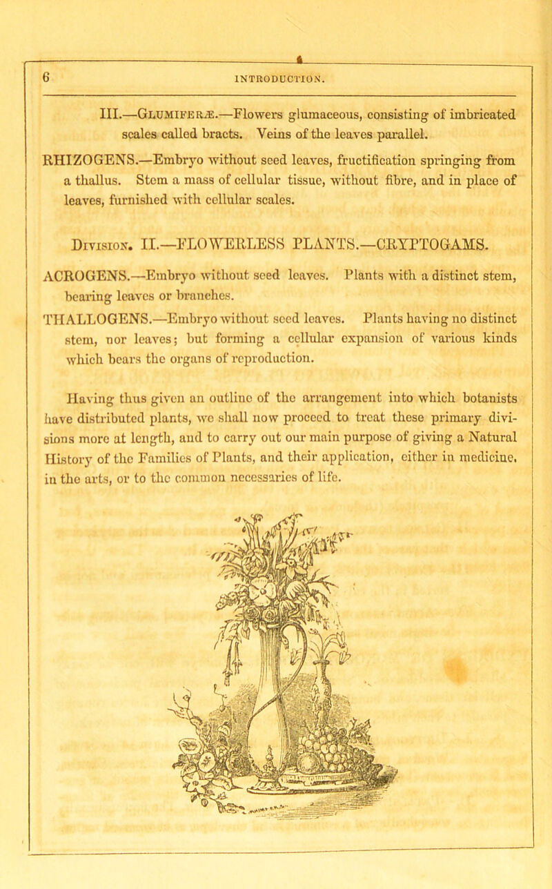 — * 6 INTRODUCTION. III.—Glumifkr.e.—Flowers glumaceous, consisting of imbricated scales called bracts. Veins of tbe leaves parallel. RHIZOGENS.—Embryo without seed leaves, fructification springing from a thallus. Stem a mass of cellular tissue, without fibre, and in place of leaves, furnished with cellular scales. Division. II.—l-'LOWERLESS PLANTS.—CRYPTOGAMS. ACROGENS.—Embryo without seed leaves. Plants with a distinct stem, bearing leaves or branches. TH ALLOGENS.—Embryo without seed leaves. Plants having no distinct stem, nor leaves; but forming a cellular expansion of various kinds which bears the organs of reproduction. Having thus given an outline of the arrangement into which botanists have distributed plants, wrc shall now proceed to treat these primary divi- sions more at length, and to carry out our main purpose of giving a Natural History of the Families of Plants, and their application, either in medicine, in the arts, or to the common necessaries of life.