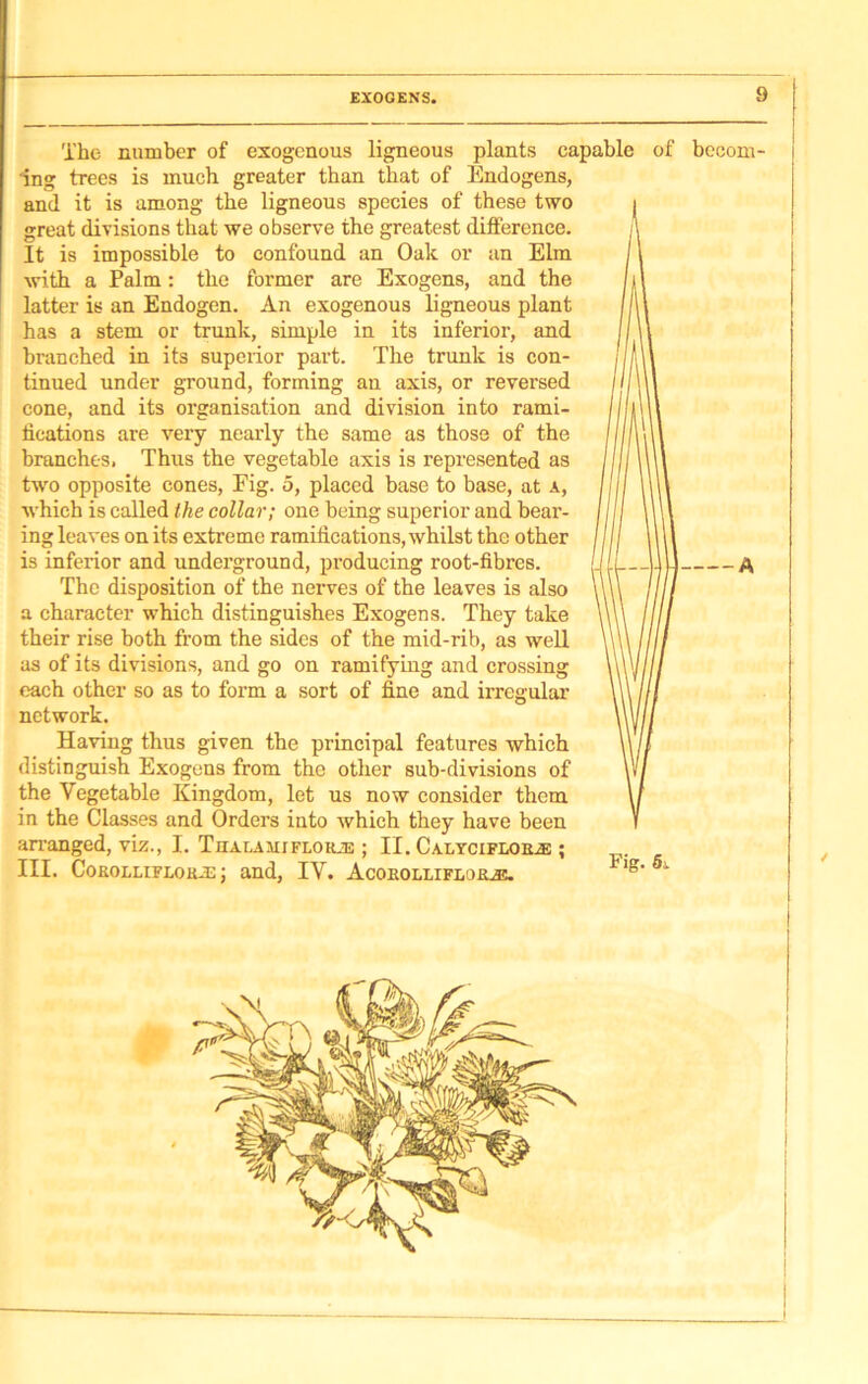 The number of exogenous ligneous plants capable of ing trees is much greater than that of Endogens, and it is among the ligneous species of these two great divisions that we observe the greatest difference. It is impossible to confound an Oak or an Elm with a Palm: the former are Exogens, and the latter is an Endogen. An exogenous ligneous plant has a stem or trunk, simple in its inferior, and branched in its superior part. The trunk is con- tinued under ground, forming an axis, or reversed cone, and its organisation and division into rami- fications are very nearly the same as those of the branches, Thus the vegetable axis is represented as two opposite cones, Fig. 5, placed base to base, at a, which is called the collar; one being superior and bear- ing leaves on its extreme ramifications, whilst the other is inferior and underground, producing root-fibres. The disposition of the nerves of the leaves is also a character which distinguishes Exogens. They take their rise both from the sides of the mid-rib, as well as of its divisions, and go on ramifying and crossing each other so as to form a sort of fine and irregular network. Having thus given the principal features which distinguish Exogens from the other sub-divisions of the Vegetable Kingdom, let us now consider them in the Classes and Orders into which they have been arranged, viz., I. Thalamiflorje ; II. Calycifloils: ; III. Cokolliflok-ej and, IV. Acobolliflhue. rig-Si 9 becom- i A