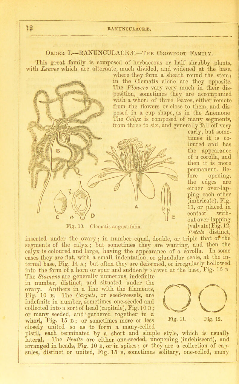 Order I.—RANUNCULACE^E—The Crowfoot Family. This great family is composed of herbaceous or half shrubby plants, with Leaves which arc alternate, much divided, and widened at the base, where they form a sheath round the stem; in the Clematis alone are they opposite. The Flowers vary very much in their dis- position, sometimes they are accompanied with a whorl of three leaves, either remote from the flowers or close to them, and dis- posed in a cup shape, as in the Anemone The Calyx is composed of many segments, from three to six, and generally fall off very early, but some- times it is co- loured and has the appearance of a corolla, and then it is more permanent. Be- fore opening, the edges are either over-lap- ping each other (imbricate), Fig. 11, or placed in contact with- out over-lapping Petals distinct, inserted under the ovary; in number equal, double, or triple that of the segments of the calyx; but sometimes they are wanting, and then the calyx is coloured and large, having the appearance of a corolla. In some cases they are flat, with a small indentation, or glandular scale, at the in- ternal base, Fig. 14 A; but often they are deformed, or irregularly hollowed into the form of a horn or spur and suddenly clawed at the base, Fig. 15 d The Stamc?is are generally numerous, indefinite in number, distinct, and situated under the ovary. Anthers in a line with the filaments, Fig. 10 e. The Carpels, or seed-vessels, are indefinite in number, sometimes one-seeded and collected into a sort of head (capitule), Fig. 10 B ; or many seeded, and'gathered together in a whorl, Fig. 15 B; or sometimes more or less closely united so as to form a many-cellcd pistil, each terminated by a short and simple style, which is usually lateral. The Fruits are either one-seeded, unopeuing (indehiscent), and arranged in heads, Fig. 10 b, or in spikes ; or they are a collection of cap- sules, distinct or united, Fig. 15 b, sometimes solitary, one-celled, many
