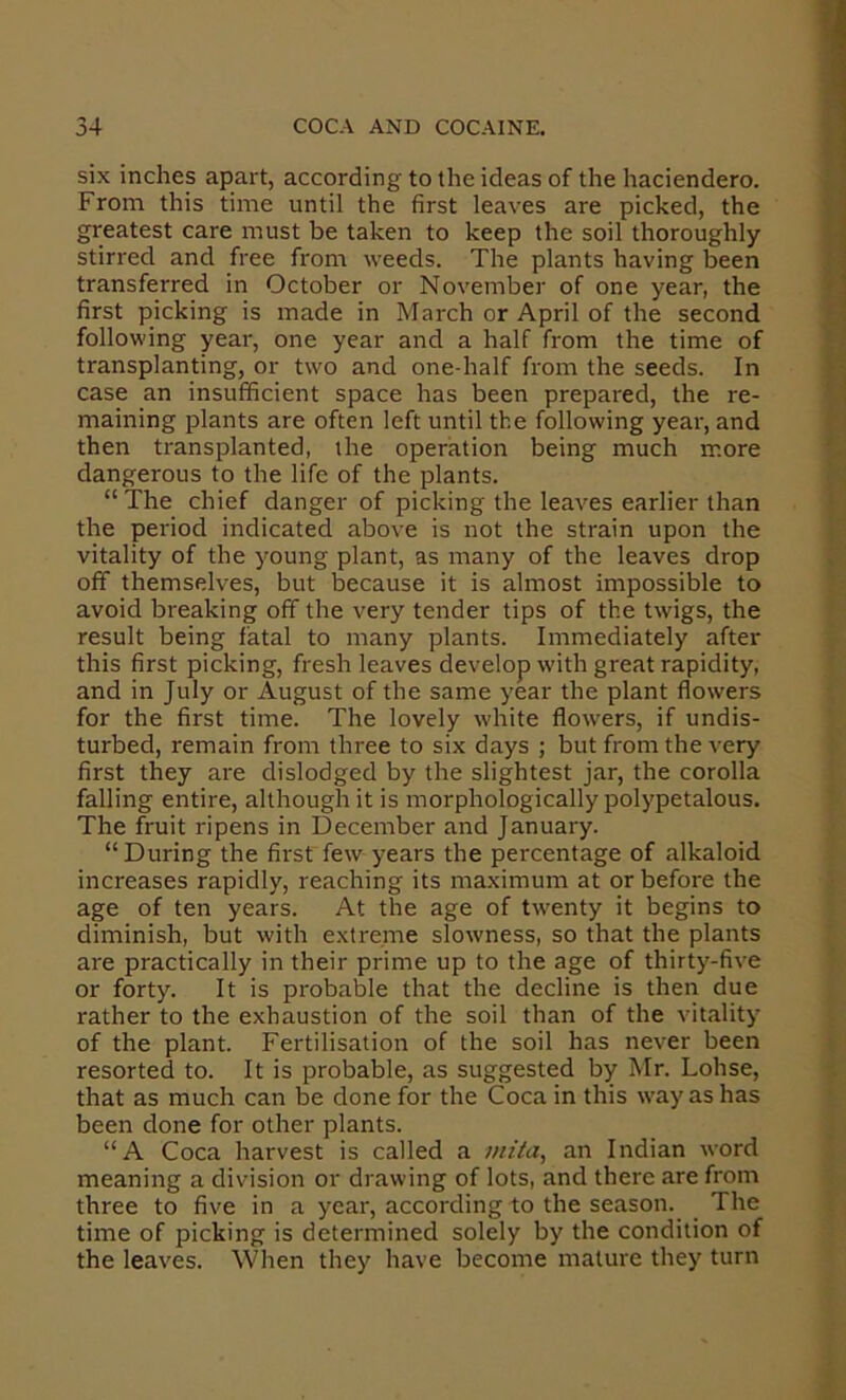 six inches apart, according to the ideas of the haciendero. From this time until the first leaves are picked, the greatest care must be taken to keep the soil thoroughly stirred and free from weeds. The plants having been transferred in October or November of one year, the first picking is made in March or April of the second following year, one year and a half from the time of transplanting, or two and one-half from the seeds. In case an insufficient space has been prepared, the re- maining plants are often left until the following year, and then transplanted, the operation being much more dangerous to the life of the plants. “ The chief danger of picking the leaves earlier than the period indicated above is not the strain upon the vitality of the young plant, as many of the leaves drop off themselves, but because it is almost impossible to avoid breaking off the very tender tips of the twigs, the result being fatal to many plants. Immediately after this first picking, fresh leaves develop with great rapidity, and in July or August of the same year the plant flowers for the first time. The lovely white flowers, if undis- turbed, remain from three to six days ; but from the very first they are dislodged by the slightest jar, the corolla falling entire, although it is morphologically polypetalous. The fruit ripens in December and January. “During the first few years the percentage of alkaloid increases rapidly, reaching its maximum at or before the age of ten years. At the age of twenty it begins to diminish, but with extreme slowness, so that the plants are practically in their prime up to the age of thirty-five or forty. It is probable that the decline is then due rather to the exhaustion of the soil than of the vitality of the plant. Fertilisation of the soil has never been resorted to. It is probable, as suggested by Mr. Lohse, that as much can be done for the Coca in this way as has been done for other plants. “A Coca harvest is called a mita^ an Indian word meaning a division or drawing of lots, and there are from three to five in a year, according to the season. The time of picking is determined solely by the condition of the leaves. When they have become mature they turn