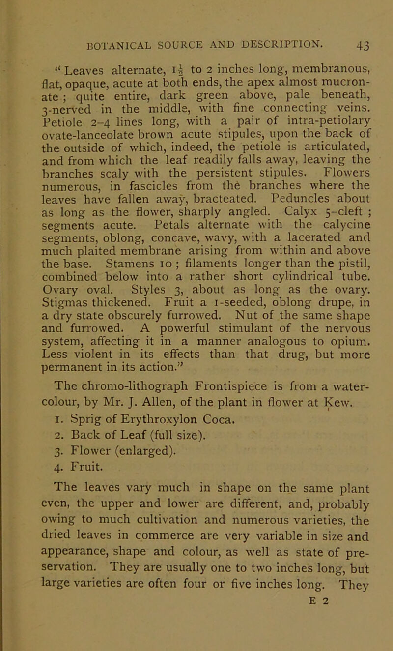 “Leaves alternate, I5 to 2 inches long, membranous, flat, opaque, acute at both ends, the apex almost mucron- ate ; quite entire, dark green above, pale beneath, 3-nerved in the middle, with fine connecting veins. Petiole 2-4 lines long, with a pair of intra-petiolary ovate-lanceolate brown acute stipules, upon the back of the outside of which, indeed, the petiole is articulated, and from which the leaf readily falls away, leaving the branches scaly with the persistent stipules. Flowers numerous, in fascicles from the branches where the leaves have fallen away, bracteated. Peduncles about as long as the flower, sharply angled. Calyx 5-cleft ; segments acute. Petals alternate with the calycine segments, oblong, concave, wavy, with a lacerated and much plaited membrane arising from within and above the base. Stamens 10 ; filaments longer than the pistil, combined below into a rather short cylindrical tube. Ovary oval. Styles 3, about as long as the ovary. Stigmas thickened. Fruit a i-seeded, oblong drupe, in a dry state obscurely furrowed. Nut of the same shape and furrowed. A powerful stimulant of the nervous system, affecting it in a manner analogous to opium. Less violent in its effects than that drug, but more permanent in its action.” The chromo-lithograph Frontispiece is from a water- colour, by Mr. J. Allen, of the plant in flower at Kew. 1. Sprig of Erythroxylon Coca. 2. Back of Leaf (full size). 3. Flower (enlarged). 4. Fruit. The leaves vary much in shape on the same plant even, the upper and lower are different, and, probably owing to much cultivation and numerous varieties, the dried leaves in commerce are very variable in size and appearance, shape and colour, as well as state of pre- servation. They are usually one to two inches long, but large varieties are often four or five inches long. They E 2