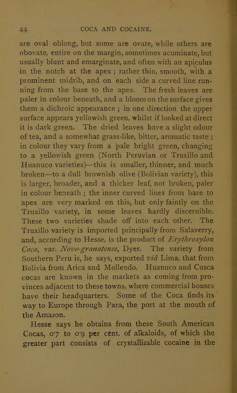 are oval oblong, but some are ovate, while others are obovate, entire on the margin, sometimes acuminate, but usually blunt and emarginate, and often with an apiculus in the notch at the apex ; rather thin, smooth, with a prominent midrib, and on each side a curved line run- ning from the base tb the apex. The fresh leaves are paler in colour beneath, and a bloom on the surface gives them a dichroic appearance ; in one direction the upper surface appears yellowish green, whilst if looked at direct it is dark green. The dried leaves have a slight odour of tea, and a somewhat grass-like, bitter, aromatic taste ; in colour they vary from a pale bright green, changing to a yellowish green (North Peruvian or Truxillo and Huanuco varieties)—this is smaller, thinner, and much broken—to a dull brownish olive (Bolivian variety), this is larger, broader, and a thicker leaf, not broken, paler in colour beneath ; the inner curved lines from base to apex are very marked on this, but only faintly on the Truxillo variety, in some leaves hardly discernible. These two varieties shade off into each other. The Truxillo variety is imported principally from Salaverry, and, according to Hesse, is the product of Erythroxylon Coca^ var. Novo-grajiaie7ise, Dyer. The variety from Southern Peru is, he says, exported via Lima, that from Bolivia from Arica and Mollendo. Huanuco and Cusca cocas are known in the markets as coming from pro- vinces adjacent to these towns, where commercial houses have their headquarters. Some of the Coca finds its way to Europe through Para, the port at the mouth of the Amazon. Hesse says he obtains from these South American Cocas, 07 to o’9 per cent, of alkaloids, of which the greater part consists of crystallizable cocaine in the