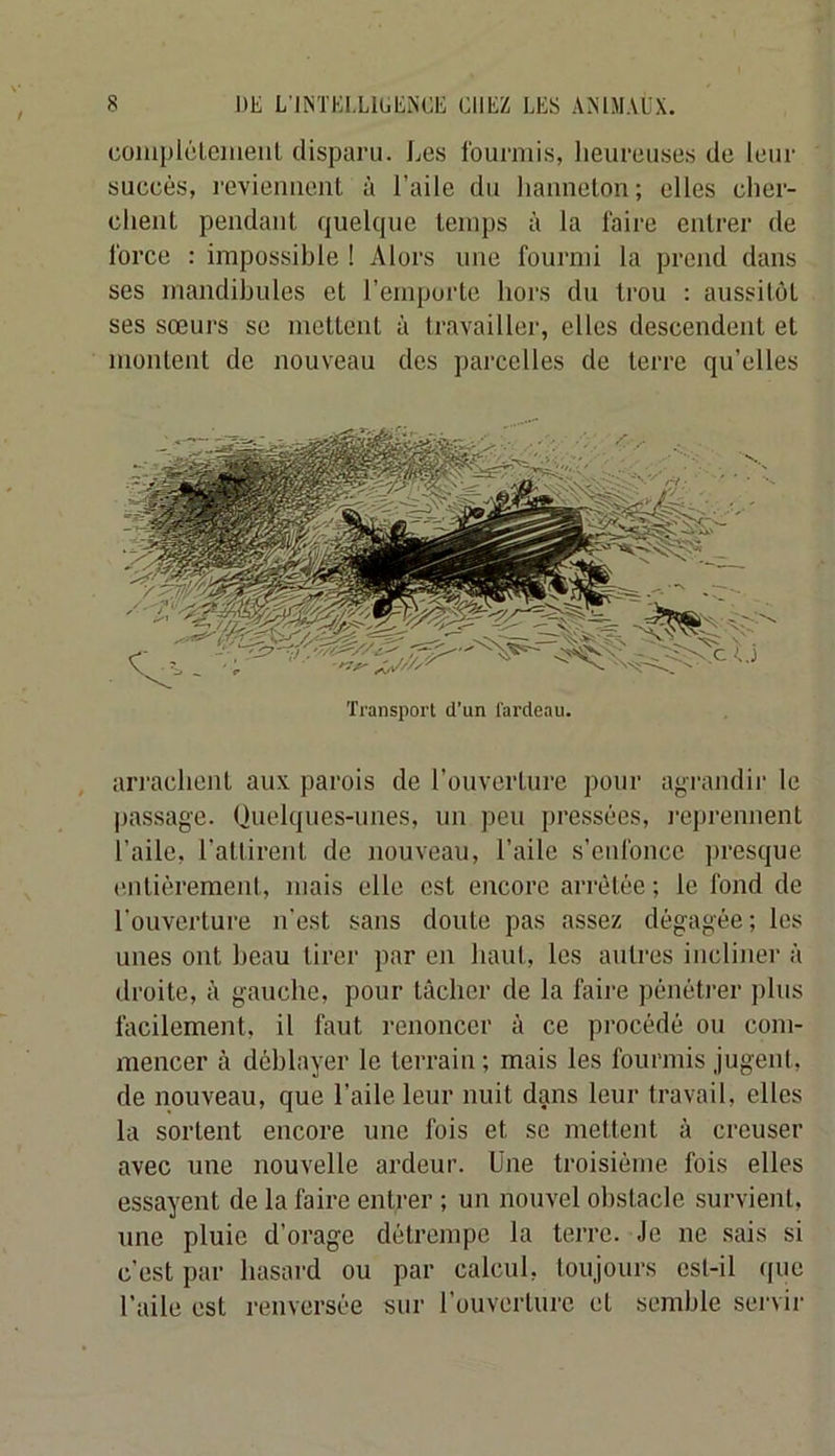 complclemenl disparu. Les fourmis, lieureuses de leur succès, reviennent à l’aile du hanneton; elles cher- chent pendant quelcpie temps à la faire entrer de force : impossible ! Alors une fourmi la prend dans ses mandibules et l’emporte hors du trou : aussitôt ses sœurs se mettent à travailler, elles descendent et montent de nouveau des ])arcelles de terre qu’elles Transport d'un fardeau. arrachent aux parois de l’ouverture pour agrandir le pa.ssage. Quelques-unes, un peu pre.ssées, reprennent l’aile, l’attirent de nouveau, l’aile s’enfonce presque entièrement, mais elle est encore arrêtée ; le fond de l’ouverture n'est sans doute pas assez dégagée; les unes ont beau tirer par en haut, les autres incliner à droite, à gauche, pour tâcher de la faire pénétrer j)lus facilement, il faut renoncer à ce procédé ou com- mencer à déblayer le terrain ; mais les fourmis jugent, de nouveau, que l’aile leur nuit dans leur travail, elles la sortent encore une fois et se mettent à creuser avec une nouvelle ardeur. Une troisième fois elles essayent de la faire entrer ; un nouvel obstacle survient, une pluie d’orage détrempe la terre. Je ne sais si c’est par hasard ou par calcul, toujours est-il que l’aile est renversée sur l’ouverture et semble servir