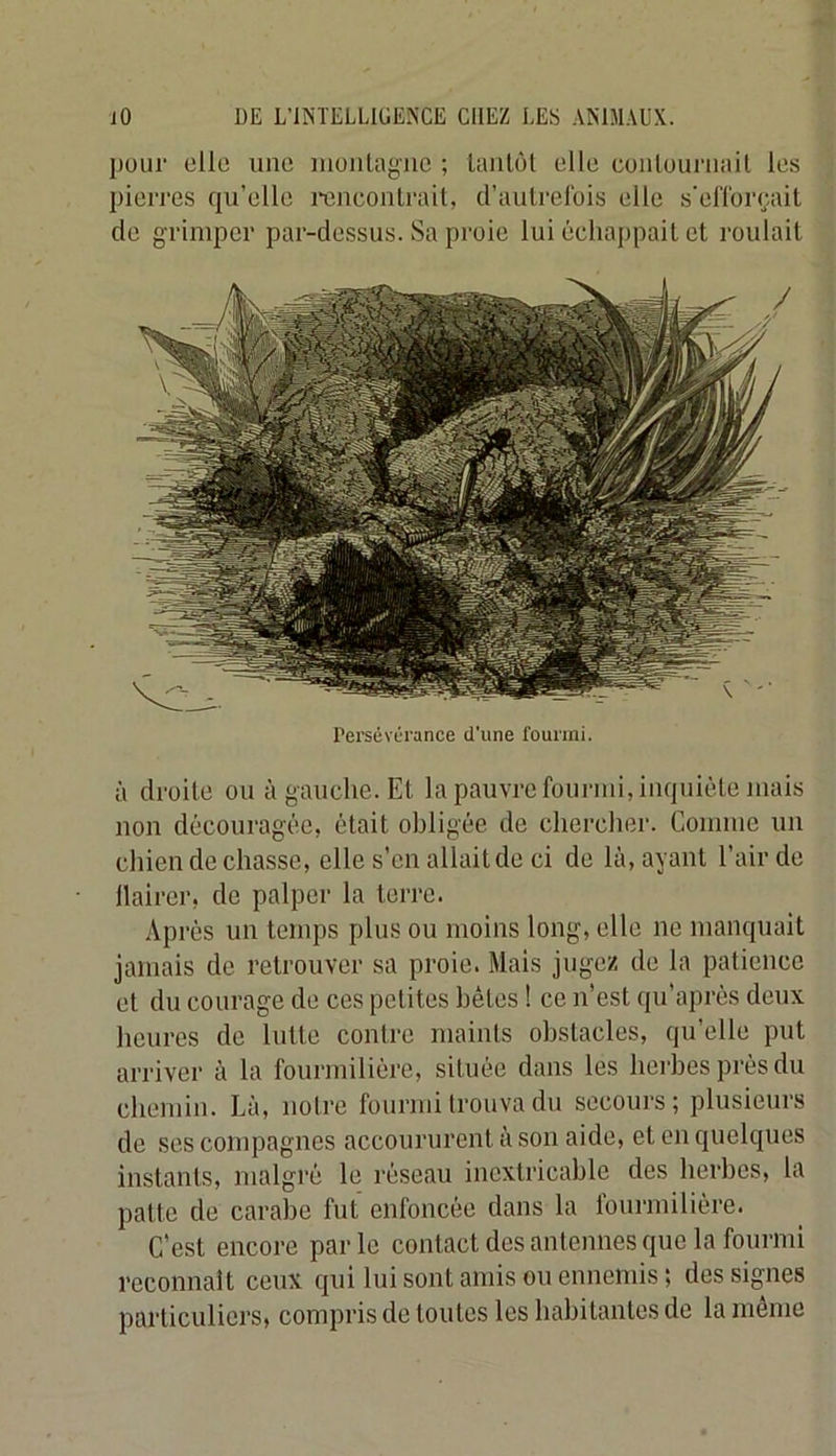 pour clic une moiilagnc ; Uuilôt elle conlouniail les pierres qu’elle rencontrait, d’aulrerois elle s'elTorçail de grimper par-dessus. Sa proie lui échappait et roulait à droite ou à gauche. Et la pauvre fonrini, inquiète niais non découragée, était obligée de chercher. Connue un chien de chasse, elle s’en allait de ci de là, ayant l’air de llaircr, de palper la terre. Après un temps plus ou moins long, elle ne manquait jamais de retrouver sa proie. Mais jugez de la patience et du courage de ces petites bêtes ! ce n’est qu’aprés deux heures de lutte contre maints obstacles, qu’elle put arriver à la fourmilière, située dans les herbes près du chemin. Là, notre fourmi trouva du secours; plusieurs de ses compagnes accoururent à son aide, et on quelques instants, malgré le réseau inextricable des herbes, la patte de carabe fut enfoncée dans la fourmilière. C’est encore parle contact des antennes que la fourmi reconnaît ceux qui lui sont amis ou ennemis ; des signes particuliers, compris de toutes les habitantes de la meme l'ersêvcrance d'une fourmi.