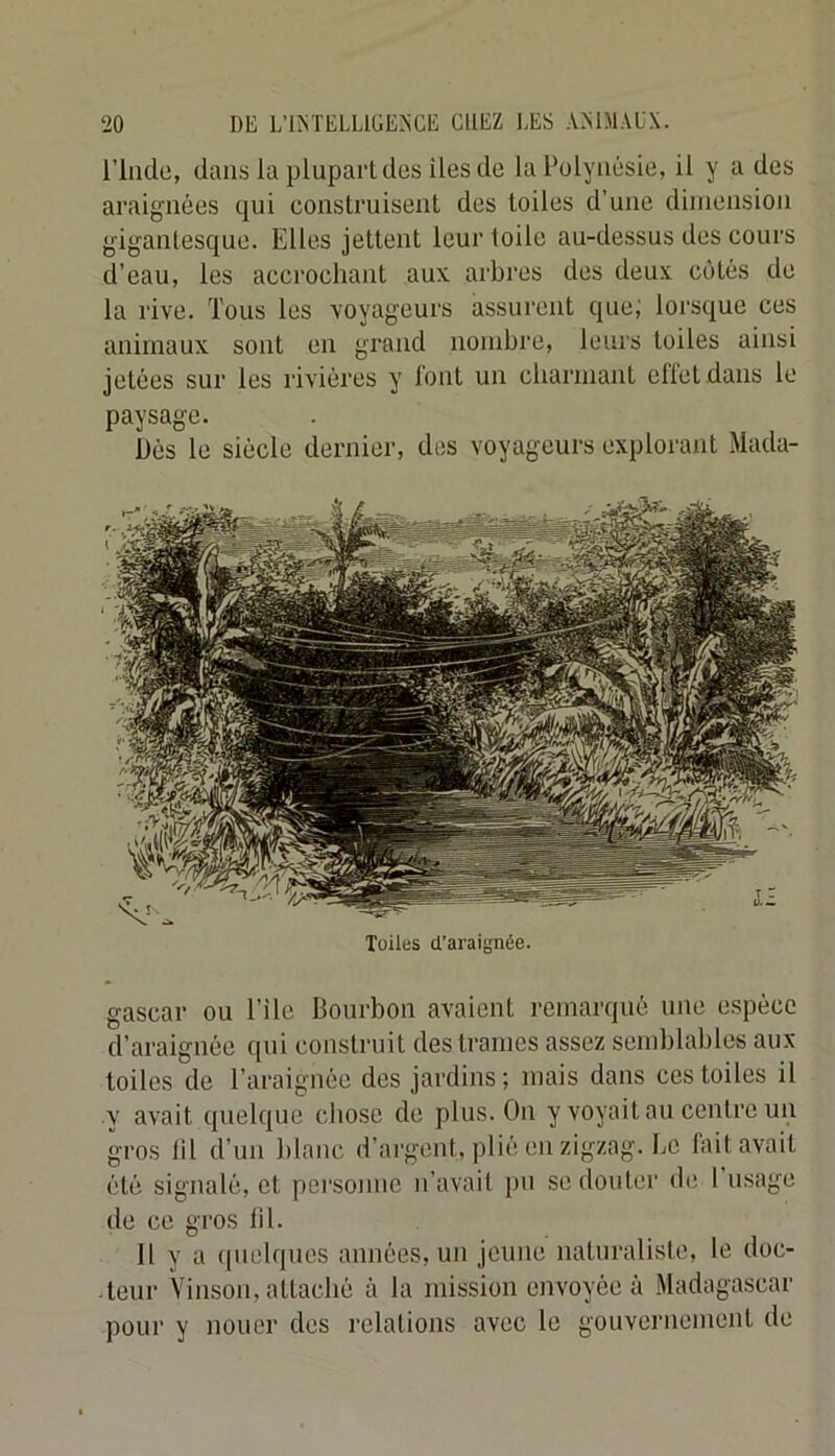 rinde, dans la plupart dos îles do la Polynésie, il y a des araignées qui construisent des toiles d’une dimension gigantesque. Elles jettent leur toile au-dessus des cours d’eau, les accrochant aux arbres des deux côtés de la rive. Tous les voyageurs assurent que; lorsque ces animaux sont en grand nombre, leurs toiles ainsi jetées sur les rivières y l'ont un cbarmant eflet dans le paysage. Dès le siècle dernier, des voyageurs explorant Mada- Tüiles d’araignée. gascar ou Pile Bourbon avaient remarqué une espèce d’araignée qui construit des trames assez semblables aux toiles de l’araignée dos jardins; mais dans ces toiles il y avait quelque chose de plus. On y voyait au centre un gros lit d’un blanc d’argent, plié en zigzag. Le fait avait été signalé, et personne n’avait jni seilouter de 1 usage de ce gros lil. 11 y a (pielqnes années, un jeune naturaliste, le doc- teur Vimson, attaché à la mission envoyée à Madagascar pour y nouer des relations avec le gouvernement de
