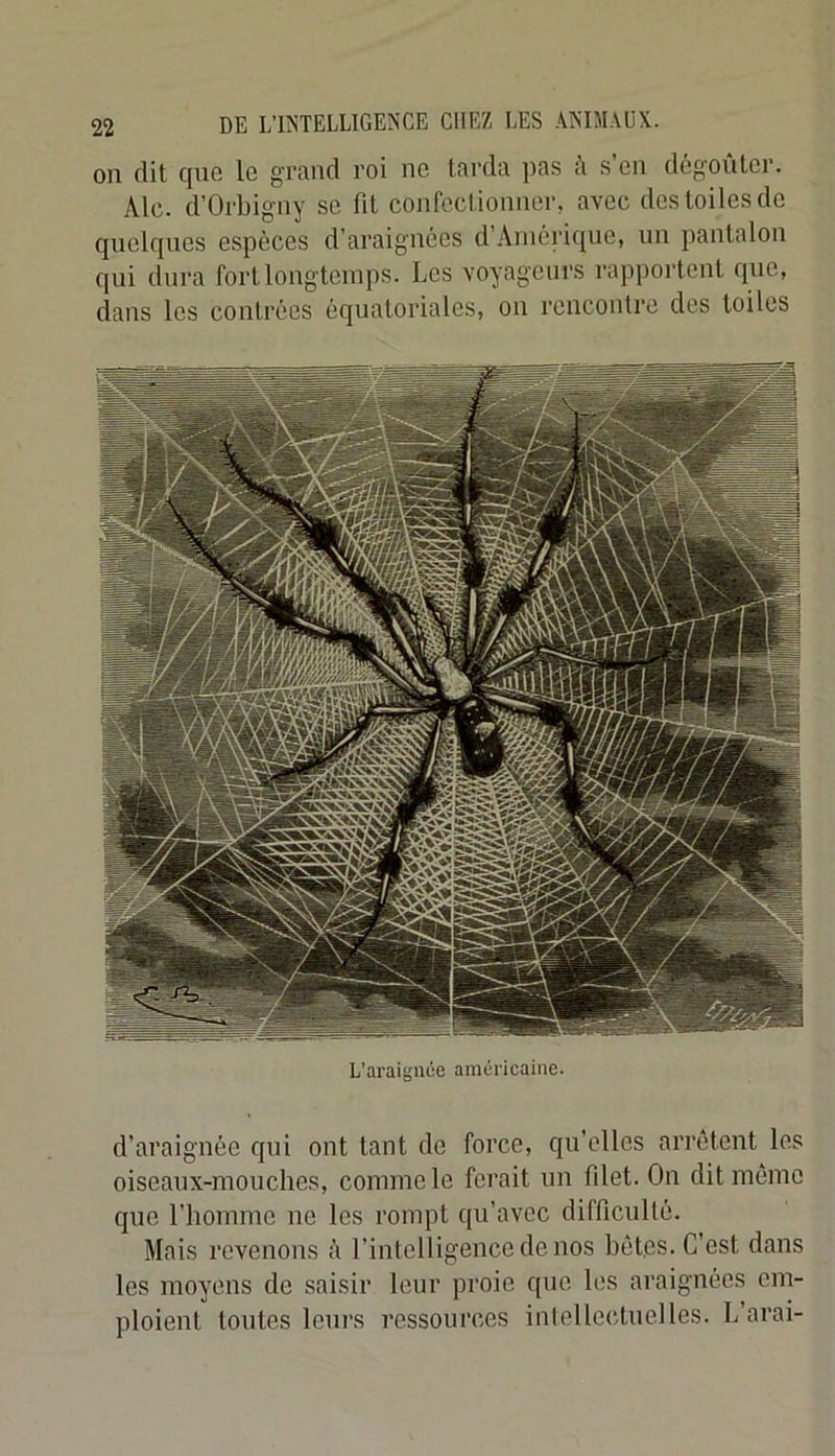 011 dit que le grand roi ne larda pas ;i s’en dégoûter. Aie. d’Orbigny se fit confectionner, avec des toiles de quelques espèces d’araignées d’Amérique, un pantalon qui dura fort longtemps. Les voyageurs rapportent que, dans les contrées équatoriales, on rencontre des toiles L’araignce américaine. d’araignée qui ont tant de force, qu’elles arrêtent les oiseanx-monches, comme le ferait un filet. On dit môme que l’homme ne les rompt qu’avec difficulté. Mais revenons à l’intelligence de nos bêtes. C’est dans les moyens de saisir leur proie (pie les araignées em- ploient tontes leurs ressources inlellectnelles. L arai-