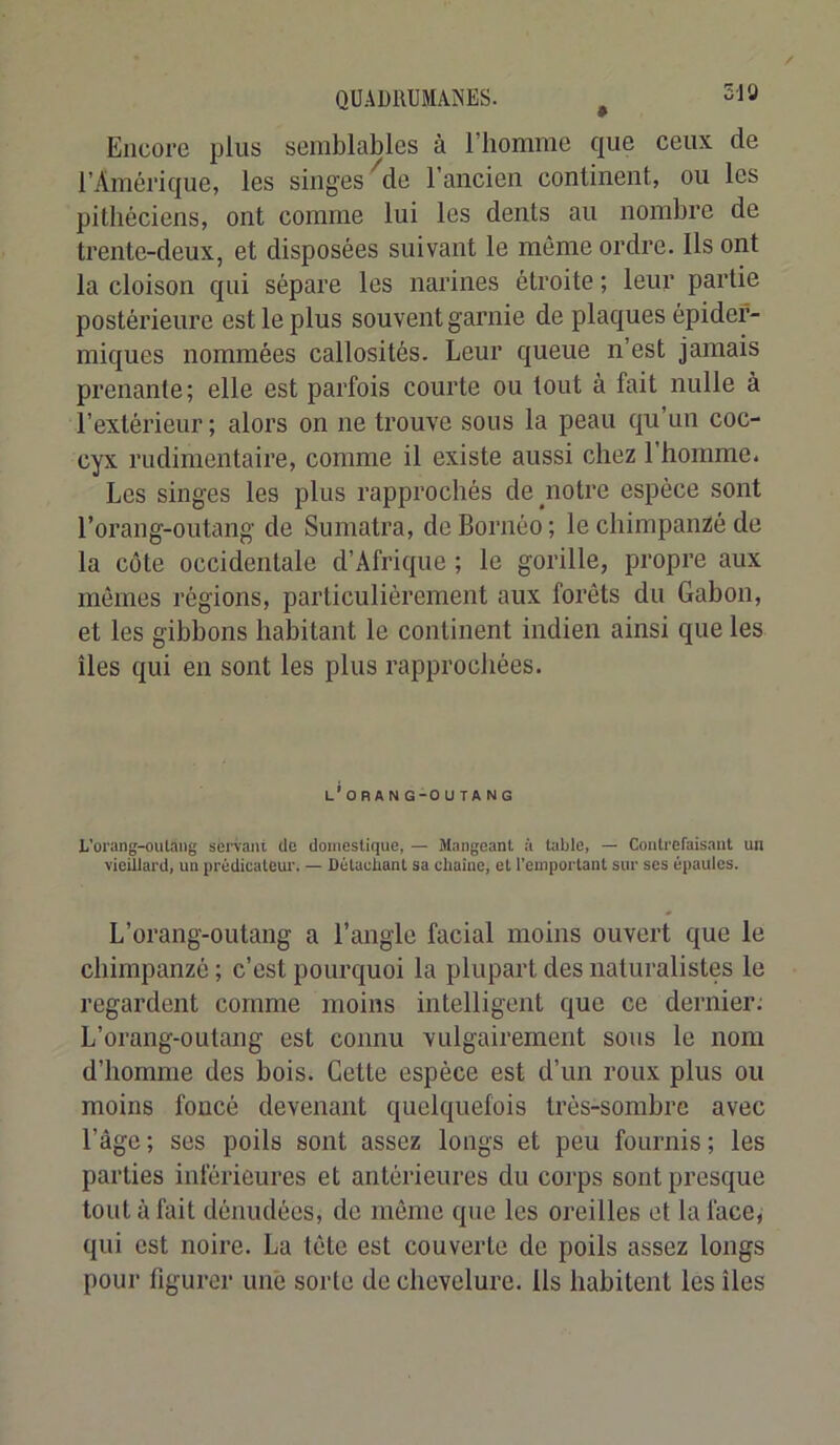 QUADRUMAiNES. ^ -l'J Encore plus semblables à l’homme que ceux de l’Amérique, les singes ^de l’ancien continent, ou les pithéciens, ont comme lui les dents au nombre de trente-deux, et disposées suivant le même ordre. Ils ont la cloison qui sépare les narines étroite ; leur partie postérieure est le plus souvent garnie de plaques épider- miques nommées callosités. Leur queue n’est jamais prenante; elle est parfois courte ou tout à fait nulle à l’extérieur ; alors on ne trouve sous la peau qu’un coc- cyx rudimentaire, comme il existe aussi chez l’homme. Les singes les plus rapprochés de notre espèce sont l’orang-outang de Sumatra, de Bornéo; le chimpanzé de la côte occidentale d’Afrique ; le gorille, propre aux mêmes régions, particuliérement aux forêts du Gabon, et les gibbons habitant le continent indien ainsi que les îles qui en sont les plus rapprochées. l'orang-outang L'orang-oulaiig servant de domestique, — Mangeant à table, — Contrefaisant un vieillard, un prédicatcui’. — Détachant sa chaîne, et l’emportant sur scs épaules. L’orang-outang a l’angle facial moins ouvert que le chimpanzé ; c’est pourquoi la plupart des naturalistes le regardent comme moins intelligent que ce dernier: L’orang-outang est connu vulgairement sous le nom d’homme des bois. Cette espèce est d’un roux plus ou moins foncé devenant quelquefois très-sombre avec l’âge; ses poils sont assez longs et peu fournis; les parties inférieures et antérieures du corps sont presque tout à fait dénudées, de même que les oreilles et la face; qui est noire. La tête est couverte de poils assez longs pour figurer une sorte de chevelure. Ils habitent les îles